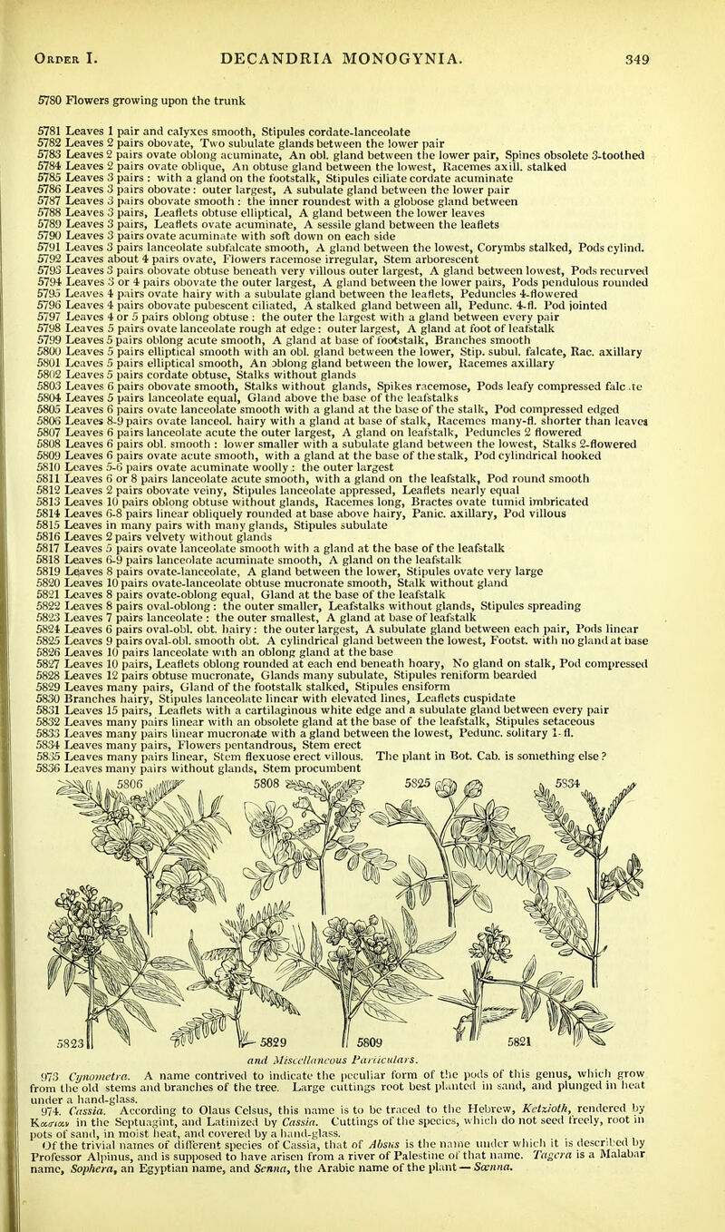 5780 Flowers growing upon the trunk 5781 Leaves 1 pair and calyxes smooth, Stipules cordate-lanceolate 5782 Leaves 2 pairs obovate, Two subulate glands between the lower pair 5783 Leaves 2 pairs ovate oblong acuminate, An obi. gland between the lower pair, Spines obsolete 3-toothed 5784 Leaves 2 pairs ovate oblique, An obtuse gland between the lowest, Racemes axill. stalked 5785 Leaves 3 pairs : with a gland on the footstalk, Stipules ciliate cordate acuminate 5786 Leaves 3 pairs obovate: outer largest, A subulate gland between the lower pair 5787 Leaves 3 pairs obovate smooth : the inner roundest with a globose gland between 5788 Leaves 3 pairs, Leaflets obtuse elliptical, A gland between the lower leaves 5789 Leaves 3 pairs, Leaflets ovate acuminate, A sessile gland between the leaflets 5790 Leaves 3 pairs ovate acuminate with soft down on each side 5791 Leaves 3 pairs lanceolate subfalcate smooth, A gland between the lowest, Corymbs stalked, Pods cylind. 5792 Leaves about 4 pairs ovate, Flowers racemose irregular, Stem arborescent 5793 Leaves 3 pairs obovate obtuse beneath very villous outer largest, A gland between lowest, Pods recurved 5794 Leaves 3 or 4 pairs obovate the outer largest, A gland between the lower pairs, Pods pendulous rounded 5795 Leaves 4 pairs ovate hairy with a subulate gland between the leaflets, Peduncles 4-flowered 5796 Leaves 4 pairs obovate pubescent ciliated, A stalked gland between all, Pedunc. 4-fl. Pod jointed 5797 Leaves 4 or 5 pairs oblong obtuse : the outer the largest with a gland between every pair 5798 Leaves 5 pairs ovate lanceolate rough at edge : outer largest, A gland at foot of leafstalk 5799 Leaves 5 pairs oblong acute smooth, A gland at base of footstalk, Branches smooth 5800 Leaves 5 pairs elliptical smooth with an obi. gland between the lower, Stip. subul. falcate, Rac. axillary 5801 Leaves 5 pairs elliptical smooth, An oblong gland between the lower, Racemes axillary 5802 Leaves 5 pairs cordate obtuse, Stalks without glands 5803 Leaves 6 pairs obovate smooth, Stalks without glands, Spikes racemose, Pods leafy compressed falc .te 5804 Leaves 5 pairs lanceolate equal, Gland above the base of the leafstalks 5805 Leaves 6 pairs ovate lanceolate smooth with a gland at the base of the stalk, Pod compressed edged 5806 Leaves 8-9 pairs ovate lanceol. hairy with a gland at base of stalk, Racemes many-fl. shorter than leaves 5807 Leaves 6 pairs lanceolate acute the outer largest, A gland on leafstalk, Peduncles 2 flowered 5808 Leaves 6 pairs obi. smooth : lower smaller with a subulate gland between the lowest, Stalks 2-flowered 5809 Leaves 6 pairs ovate acute smooth, with a gland at the base of the stalk, Pod cylindrical hooked 5810 Leaves 5-6 pairs ovate acuminate woolly : the outer largest 5811 Leaves 6 or 8 pairs lanceolate acute smooth, with a gland on the leafstalk, Pod round smooth 5812 Leaves 2 pairs obovate veiny, Stipules lanceolate appressed, Leaflets nearly equal 5813 Leaves 10 pairs oblong obtuse without glands, Racemes long, Bractes ovate tumid imbricated 5814 Leaves 6-8 pairs linear obliquely rounded at base above hairy, Panic, axillary, Pod villous 5815 Leaves in many pairs with many glands, Stipules subulate 5816 Leaves 2 pairs velvety without glands 5817 Leaves 5 pairs ovate lanceolate smooth with a gland at the base of the leafstalk 5818 Leaves 6-9 pairs lanceolate acuminate smooth, A gland on the leafstalk 5819 Leaves 8 pairs ovate-lanceolate, A gland between the lower, Stipules ovate very large 5820 Leaves 10 pairs ovate-lanceolate obtuse mucronate smooth, Stalk without gland 5821 Leaves 8 pairs ovate-oblong equal, Gland at the base of the leafstalk 5822 Leaves 8 pairs oval-oblong: the outer smaller, Leafstalks without glands, Stipules spreading 5823 Leaves 7 pairs lanceolate : the outer smallest, A gland at base of leafstalk 5824 Leaves 6 pairs oval-obl. obt. hairy: the outer largest, A subulate gland between each pair, Pods linear 5825 Leaves 9 pairs oval-obl. smooth obt. A cylindrical gland between the lowest, Footst. witli no gland at base 5826 Leaves 10 pairs lanceolate with an oblong gland at the base 5827 Leaves 10 pairs, Leaflets oblong rounded at each end beneath hoary, No gland on stalk, Pod compressed 5828 Leaves 12 pairs obtuse mucronate, Glands many subulate, Stipules reniform bearded 5829 Leaves many pairs, Gland of the footstalk stalked, Stipules ensiform 5830 Branches hairy, Stipules lanceolate linear with elevated lines, Leaflets cuspidate 5831 Leaves 15 pairs, Leaflets with a cartilaginous white edge and a subulate gland between every pair 5832 Leaves many pairs linear witli an obsolete gland at the base of the leafstalk, Stipules setaceous 5833 Leaves many pairs linear mucronate with a gland between the lowest, Pedunc. solitary 1- fl. 5834 Leaves many pairs, Flowers pentandrous, Stem erect 5835 Leaves many pairs linear, Stem flexuose erect villous. The plant in Bot. Cab. is something else ? 5836 Leaves many pairs without glands. Stem procumbent and Miscellaneous Particulars. 973 Cynometra. A name contrived to indicate the peculiar form of the pods of this genus, which grow from the old stems and branches of the tree. Large cuttings root best planted in sand, and plunged in heat under a hand-glass. 974. Cassia. According to Olaus Celsus, this name is to be traced to the Hebrew, Ketzioth, rendered by IWiav in the Septuagint, and Latinized by Cassia. Cuttings of the species, which do not seed freely, root in pots of sand, in moist heat, and covered by a hand-glass. Of the trivial names of different species of Cassia, that of Absus is the name under which it is described by Professor Alpinus, and is supposed to have arisen from a river of Palestine of that name. Tagcra is a Malabar name, Sophera, an Egyptian name, and Senna, the Arabic name of the plant—Sienna.