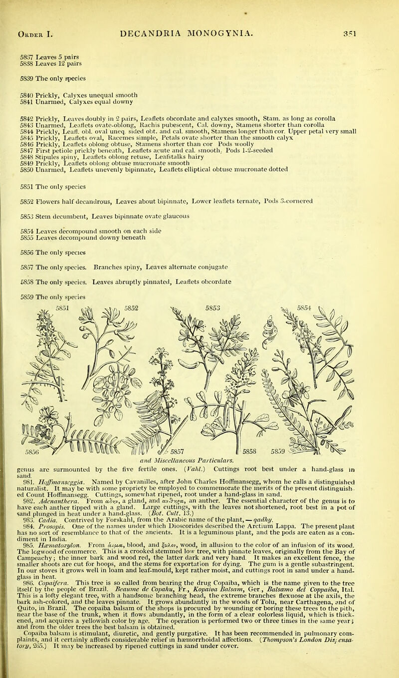 5837 I-eaves 5 pairs 5838 Leaves 12 pairs 5S39 The only species 584() Prickly, Calyxes unequal smooth 5841 Unarmed, Calyxes equal downy 5842 Prickly, Leaves doubly in 2 pairs, Leaflets obcordate and calyxes smooth, Stam. as long as corolla 5843 Unarmed, Leaflets ovate-oblong, Kachis pubescent, Cal. downy, Stamens shorter than corolla 58+4 Prickly, LeaH. obi. oval uneq. sided obt. and cal. smooth, Stamens longer than cor. Upper petal very small 5845 Prickly, Leaflets oval, Racemes simple, Petals ovate shorter than the smooth calyx 5846 Prickly, Leaflets oblong obtuse, Stamens shorter than cor Pods woolly 5847 First petiole prickly beneath, Leaflets acute and cal. smooth. Pods 1-2-sceded 5848 Stipules spiny, Leaflets oblong retuse, Leafstalks hairy 5849 Prickly, Leaflets oblong obtuse mucronate smooth 585U Unarmed, Leaflets unevenly bipinnate, Leaflets elliptical obtuse mucronate dotted 5851 The only species 5852 Flowers half decandrous, Leaves about bipinnate, Lower leaflets ternate, Pods 3-corncred 5853 Stem decumbent, Leaves bipinnate ovate glaucous 5854 Leaves decompound smooth on each side 5855 Leaves decompound downy beneath 5856 The only species 5857 The only species. Branches spiny, Leaves alternate conjugate 5858 The only species. Leaves abruptly pinnated, Leaflets obcordate 5859 The only species and Miscellaneous Particulars. genus are surmounted by the five fertile ones. (Vald.) Cuttings root best under a hand-glass in sand. 981. Hqffmanseggia. Named by Cavanilles, after John Charles Hoffmansegg, whom he calls a distinguished naturalist. It may be with some propriety be employed to commemorate the merits of the present distinguish ed Count Hoffmansegg. Cuttings, somewhat ripened, root under a hand-glass in sand. 982. Adenanthera. From air,v, a gland, and ccv^r^a., an anther. The essential character of the genus is to have each anther tipped with a gland. Large cuttings, with the leaves not shortened, root best in a pot of sand plunged in heat under a hand-glass. (But. Cult. 13.) 983. Cadia. Contrived by Forskahl, from the Arabic name of the plant, — qadhy. 984. Prosopis. One of the names under which Uioscorides described the Arctium Lappa. The present plant has no sort of resemblance to that of the ancients. It is a leguminous plant, and the pods are eaten as a con- diment in India. 985. Hcematoxylon. From ai^x, blood, and wood, in allusion to the color of an infusion of its wood. The logwood of commerce. This is a crooked stemmed low tree, with pinnate leaves, originally from the Bay of Campeachy; the inner bark and wood red, the latter dark and very hard. It makes an excellent fence, the smaller shoots are cut for hoops, and the stems for exportation for dying. The gum is a gentle subastringent. In our stoves it grows well in loam and leaf-mould, kept rather moist, and cuttings root in sand under a hand- glass in heat. 986. Copaifcra. This tree is so called from bearing the drug Copaiba, which is the name given to the tree itself by the people of Brazil. Beaume de Copaku, Fr., Kopaiua Balsam, Ger, Balsamo del Coppaiba, Ital. This is a lofty elegant tree, with a handsome branching head, the extreme branches flexuose at the axils, the bark ash-colored, and the leaves pinnate. It grows abundantly in the woods of Tolu, near Carthagena, and of Quito, in Brazil. The copaiba balsam of the shops is procured by wounding or boring these trees to the pith, near the base of the trunk, when it flows abundantly, in the form of a clear colorless liquid, which is thick- ened, and acquires a yellowish color by age. The operation is performed two or three times in the same year; and from the older trees the best balsam is obtained. Copaiba balsam is stimulant, diuretic, and gently purgative. It has been recommended in pulmonary com- plaints, and it certainly affords considerable relief in hemorrhoidal affections. (Thompson's London Dispensa- tory, 265.) It may be increased by ripened cuttings in sand under cover.