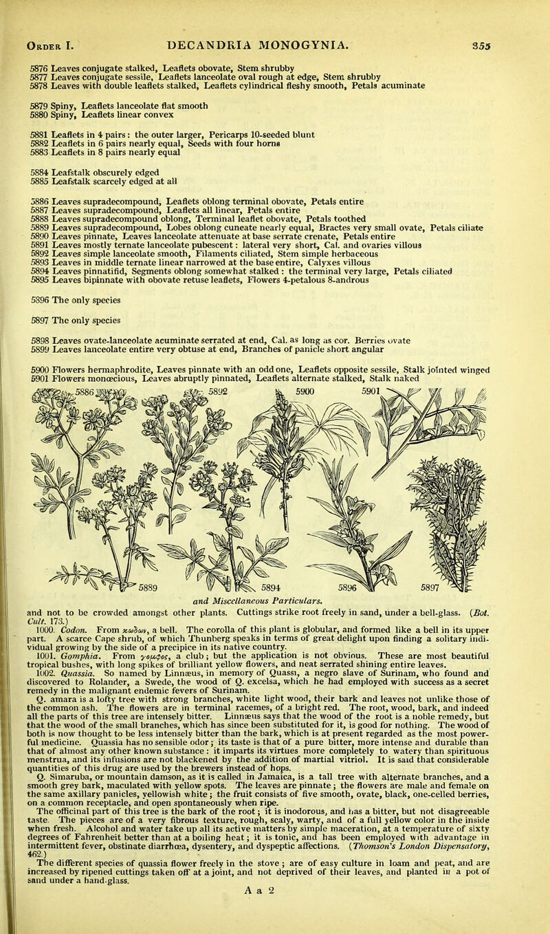 5876 Leaves conjugate stalked, Leaflets obovate, Stem 6hrubby 5877 Leaves conjugate sessile. Leaflets lanceolate oval rough at edge, Stem shrubby 5878 Leaves with double leaflets stalked, Leaflets cylindrical fleshy smooth, Petals acuminate 5879 Spiny, Leaflets lanceolate flat smooth 5880 Spiny, Leaflets linear convex 5881 Leaflets in 4 pairs: the outer larger, Pericarps 10-seeded blunt 5882 Leaflets in 6 pairs nearly equal, Seeds with tour horns 5883 Leaflets in 8 pairs nearly equal 5884 Leafstalk obscurely edged 5885 Leafstalk scarcely edged at all 5886 Leaves supradecompound, Leaflets oblong terminal obovate, Petals entire 5887 Leaves supradecompound, Leaflets all linear, Petals entire 5888 Leaves supradecompound oblong, Terminal leaflet obovate, Petals toothed 5889 Leaves supradecompound, Lobes oblong cuneate nearly equal, Bractes very small ovate, Petals ciliate 5890 Leaves pinnate, Leaves lanceolate attenuate at base serrate crenate. Petals entire 5891 Leaves mostly ternate lanceolate pubescent: lateral very short, Cal. and ovaries villous 5892 Leaves simple lanceolate smooth, Filaments ciliated, Stem simple herbaceous 5893 Leaves in middle ternate linear narrowed at the base entire, Calyxes villous 5894 Leaves pinnatifid, Segments oblong somewhat stalked: the terminal very large, Petals ciliated 5895 Leaves bipinnate with obovate retuse leaflets, Flowers 4-petalous 8-androus 5396 The only species 5897 The only species 5898 Leaves ovate-lanceolate acuminate serrated at end, Cal. as long as cor. Berries ovate 5899 Leaves lanceolate entire very obtuse at end, Branches of panicle short angular 5900 Flowers hermaphrodite, Leaves pinnate with an odd one, Leaflets opposite sessile, Stalk jointed winged 5901 Flowers monoecious, Leaves abruptly pinnated, Leaflets alternate stalked. Stalk naked and Miscellaneous Particulars. and not to be crowded amongst other plants. Cuttings strike root freely in sand, under a bell-glass. (Bol. Cult. 173.) 1000. Codon. From xulm, a bell. The corolla of this plant is globular, and formed like a bell in its upper part. A scarce Cape shrub, of which Thunberg speaks in terms of great delight upon finding a solitary indi- vidual growing by the side of a precipice in its native country. 1001. Gomphia. From yo/ufo;, a club; but the application is not obvious. These are most beautiful tropical bushes, with long spikes of brilliant yellow flowers, and neat serrated shining entire leaves. 1002. Quassia. So named by Linnaeus, in memory of Quassi, a negro slave of Surinam, who found and discovered to Rolander, a Swede, the wood of Q. excelsa, which he had employed with success as a secret remedy in the malignant endemic fevers of Surinam. Q. amara is a lofty tree with strong branches, white light wood, their bark and leaves not unlike those of the common ash. The flowers are in terminal racemes, of a bright red. The root, wood, bark, and indeed all the parts of this tree are intensely bitter. Linnaeus says that the wood of the root is a noble remedy, but that the wood of the small branches, which has since been substituted for it, is good for nothing. The wood of both is now thought to be less intensely bitter than the bark, which is at present regarded as the most power- ful medicine. Quassia has no sensible odor; its taste is that of a pure bitter, more intense and durable than that of almost any other known substance : it imparts its virtues more completely to watery than spirituous menstrua, and its infusions are not blackened by the addition of martial vitriol. It is said that considerable quantities of this drug are used by the brewers instead of hops. Q. Simaruba, or mountain damson, as it is called in Jamaica, is a tall tree with alternate branches, and a smooth grey bark, maculated with yellow spots. The leaves are pinnate; the flowers are male and female on the same axillary panicles, yellowish white; the fruit consists of five smooth, ovate, black, one-celled berries, on a common receptacle, and open spontaneously when ripe. The officinal part of this tree is the bark of the root; it is inodorous, and has a bitter, but not disagreeable taste. The pieces are of a very fibrous texture, rough, scaly, warty, and of a full yellow color in the inside when fresh. Alcohol and water take up all its active matters by simple maceration, at a temperature of sixty degrees of Fahrenheit better than at a boiling heat; it is tonic, and has been employed with advantage in intermittent fever, obstinate diarrhoea, dysentery, and dyspeptic affections. (Thomson's London Dispensatory, 462.) The different species of quassia flower freely in the stove ; are of easy culture in loam and peat, and are increased by ripened cuttings taken off at a joint, and not deprived of their leaves, and planted in a pot of sand under a hand-glass. A a 2