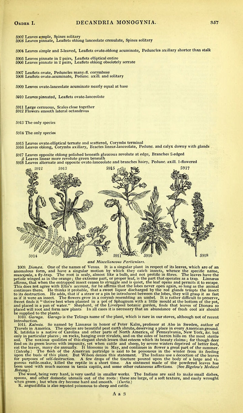 5902 Leaves simple, Spines solitary 590S Leaves pinnate, Leaflets oblong lanceolate crenulate, Spines solitary 5904 Leaves simple and 3-leaved, Leaflets ovate-oblong acuminate, Peduncles axillary shorter than stalk 5905 Leaves pinnate in 2 pairs, Leaflets elliptical entire 6906 Leaves pinnate in 2 pairs, Leaflets oblong obsoletely serrate 5907 Leaflets ovate, Peduncles many-fl. corymbose 5908 Leaflets ovate-acuminate, Pedunc. axill. and solitary 5909 Leaves ovate-lanceolate acuminate nearly equal at base 5910 Leaves pinnated, Leaflets ovate-lanceolate 5911 Large cernuous, Scales close together 5912 Flowers smooth lateral octandrous 5913 The only species 5914 The only species 5915 Leaves ovate-elliptical ternate and scattered, Corymbs terminal 5916 Leaves oblong, Corymbs axillary, Bractes linear-lanceolate, Pedunc. and calyx downy with glands 6917 Leaves opposite oblong polished beneath glaucous revolute at edge, Branches 2-edged fi Leaves linear more revolute green beneath 5918 Leaves alternate and opposite ovate-lanceolate and branches hairy, Pedunc. axill. 1-flowered 1009. Dioruea. One of the names of Venus. It is a singular plant in respect of its leaves, which are of an anomalous form, and have a singular motion by which they catch insects, whence the specific name, muscipula, a fly-trap. The root is scaly, almost like a bulb, and not prolific in fibres. The leaves have the petiole winged as in the orange; the extreme part, or proper leaf, is the part that operates as a trap. Linnaeus affirms, that when the entrapped insect ceases to struggle and is quiet, the leaf opens and permits it to escape. This does not agree with Ellis's account, for he affirms that the lobes never open again, so long as the animal continues there. He thinks it probable, that a sweet liquor discharged by the red glands tempts the insect to its destruction. He adds, that if a straw or a pin be introduced between the lobes, they will grasp it as fast as if it were an insect. The flowers grow in a corymb resembling an umbel. It is rather difficult to preserve. Sweet finds it  thrive best when planted in a pot of Sphagnum with a little mould at the bottom of the pot, and placed in a pan of water. Shepherd, of the Liverpool botanic garden, finds that leaves of Dionaea so placed will root and form new plants In all cases it is necessary that an abundance of fresh cool air should be supplied to the plants. 1010. Garuga. Garugo is the Telinga name of the plant, which is rare in our stoves, although not of recent introduction. 1011. Kalmia. So named by Linnaeus in honor of Peter Kalm, professor at Abo in Sweden, author of Travels in America. The species are beautiful peat earth shrubs, deserving a place in every American ground. K. latifolia is a native of Carolina and other parts of North America, of Pennsylvania, New York, &c. but only in particular places; on rocks, hanging over rivulets, and on the sides of barren hills on the most sterile soil. The noxious qualities of this elegant shrub lessen that esteem which its beauty claims; for though deer feed on its green leaves with impunity, yet when cattle and sheep, by severe winters deprived of better feed, eat the leaves, many die annually. It blossoms in May, and continues in flower a great part of the summer. {Catesby.) The flesh of the American partridge is said to be poisonous in the winter from its feeding upon the buds of this plant. But Wilson denies this statement. The Indians use a decoction of the leaves for purposes of self-destruction. A few drops of the tincture poured upon the body of a large and vi- gorous rattle-snake, killed the reptile in a short time. An ointment made of the powdered leaves has been used with much success in taenia capitis, and some other cutaneous affections. (See Bigelow's Medical Botany.) The wood, being very hard, is very useful in smaller works. The Indians are said to make small dishes, spoons, and other domestic utensils out of the roots : these are large, of a soft texture, and easily wrought when green ; but when dry become hard and smooth. {Curtis.) K. angustifolia is al60 reputed poisonous to sheep and cattle. and Miscellaneous Particulars.