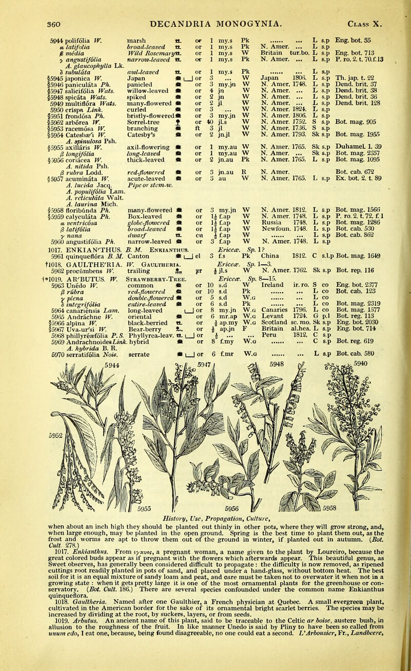 5944 polifolia W. a. latifolia (6 midia > angustifolia A. glaucophylla Lk. <> subuldta §5945 japonica W. §5946 paniculata Ph. §5917 salicifolia Wats. §5948 spicata ffois. 5949 multiflora Wats. 5950 crispa Link. §5951 frondosa PA. §5962 arborea W. §5953 racemosa W. §5954 Catesba/i W. A. spinulosa Psh. §5955 axillaris W. /3 longifolia §5956 coriacea W. A. nitida Psh. /3 rubra Lodd. §5957 acuminata W. A. lucida .Tacq. A. populifdlia Lam yl. reticulata Walt, /i. laurina Mich. §5958 florib6nda PA. §5959 calyculata Ph. a. ventricosa (2 latifolia y nana 5960 angustifolia Ph 1017. ENKIAN'THUS. B. M. Enkianthus. 5961 quinqueflora B. M. Canton * i_ tl018. GAULTHE'RI A. 5962 procfimbens W. 1*1019. AR'BUTUS. W. 5963Unedo W. fi riibra rplena integrifolia 5964 canariensis Lam. 5965 Andrachne W. §5966alplna W. 55967 Uva-ur'si W. 5968 phillyrearfolia P.S. Phyllyrea-leav. 5969 Andrachnoides Link, hybrid A. hybrida B. R. 6970 serratifolia Nois. serrate marsh or 1 my.s Pk L s.p Eng. bot. 35 broad-leaved a. or 1 my.s Pk N. Amer, L B.p Wild RoscmariM- or 1 my.s \V Britain ;ur.bo L sp Eng. bot. 713 narrow-leaved ■a. or 1 my.s Pk N. Amer. L s.p P. ro. 2. t. 70.f.l3 awl~leaved XL or 1 my.s Pk ... L s.p Japan J or 3 W Japan 1806. L s.p Th. jap. t. 22 panicled fi or 3 my.jn w N. Amer. 1748. L s.p Dend. brit. 37 willow-leaved 11 or 4 jn w N. Amer. L s.p Dend. brit. 38 spiked * or 2 jn w N. Amer. L s.p Dend. brit. 36 many-flowered or 2 jl w N. Amer. L s.p Dend. brit. 128 curled * or 3 w N. Amer. 1824. 1, s.p bristly-flowered* or 3 my.jn jl.s w N. Amer. 1806. L s.p Sorrel-tree 1 or 40 \v N. Amer. 1752. S s.p Bot. mag. 905 branching m ft 3 jl w N. Amer. 1736. s s.p Catesby's a or 2 jnjl w N. Amer. 1793. Sk s.p Bot. mag. 1955 axil-flowering * or 1 my.au vv N. Amer. 1765. 8 k s.p uunamei. 1. on long-leaved m or 1 my.au w N. Amer. Sk s.p Bot. mag. 2357 thick-leaved m or 2 jn.au Pk N. Amer. 1765. L s-P Bot. mag. 1095 red-flowered m or 3 jn.au R N. Amer. Bot. cab. 672 acute-leaved 41 or 3 au w N. Amer. 1765. L s.p Ex. bot. 2. t. 89 Pipe or stem-w. many-flowered Box-leaved globe-flowered broad-leaved dwarf narrow-leaved W. Gaultheria. trailing %„ Strawderry-Tree. common *t red-flowered it double-flowered il entire-leaved * long-leaved i_ oriental * black-berried «. Bear-berry lei 3 my.jn li f.ap H f-ap H f.ap i f ap 3 f.ap Ericcce. 3 f.s Ericece. iii.s Ericea?. or 10 s.d or 10 s.d or 5 s.d or 6 s.d or 8 my.jn or 6 mr.ap or | ap.my or i ap.jn I or i ... or 8 f.my 6 f.mr W N. Amer. 1812. W N. Amer. 1748. W Russia 1748. W Newfoun. 1748. W W N. Amer. 1748. Sp. 1? Pk China 1812. Sp. 1—3. W N. Amer. 1762. Sp. 8—15. W Ireland ir. ro. Pk W.a Pk W.« Canaries 1796. W.c Levant 1724. W.g Scotland sc. mo. F Britain al.hea. ... Peru 1812. W.a W.a 5948 L s.p Bot. mag. 1566 L s.p P. ro.2. t.72. f.l L s.p Bot. mag. 1286 L s.p Bot. cab. 530 L s.p Bot. cab. 862 L s.p C s.l.p Bot. mag. 1649 Sk s.p Bot. rep. 116 S co L co L co L co L co G p.l Eng. Bot. Bot. Bot. Bot. . bot. 2377 cab. 123 mag. 2319 mag. 1577 reg. 113 bot 2030 bot. 714 Sk s.p Eng. L s.p Eng. C s.p C s.p Bot. reg. 619 L s.p Bot. cab. 580 5940 History, Use, Propagation, Culture, when about an inch high they should be planted out thinly in other pots, where they will grow strong, and, when large enough, may be planted in the open ground. Spring is the best time to plant them out, as the frost and worms are apt to throw them out of the ground in winter, if planted out in autumn. (Bot. Cult. 278.) 1017. Enkianthus. From iyxvo;, a pregnant woman, a name given to the plant by Loureiro, because the great colored buds appear as if pregnant with the flowers which afterwards appear. This beautiful genus, as Sweet observes, has generally been considered difficult to propagate: the difficulty is now removed, as ripened cuttings root readily planted in pots of sand, and placed under a hand-glass, without bottom heat. The best soil for it is an equal mixture of sandy loam and peat, and oare must be taken not to overwater it when not in a growing state : when it gets pretty large it is one of the most ornamental plants for the greenhouse or con- servatory. (Bot. Cult. 186.) There are several species confounded under the common name Enkianthus quinqueflora. 1018. Gaultheria. Named after one Gaulthier, a French physician at Quebec. A small evergreen plant, cultivated in the American border for the sake of its ornamental bright scarlet berries. The species may be increased by dividing at the root, by suckers, layers, or from seeds. 1019. Arbutus. An ancient name of this plant, said to be traceable to the Celtic ar boise, austere bush, in allusion to the roughness of the fruit. In like manner Unedo is said by Pliny to have been so called from unum edo, I eat one, because, being found disagreeable, no one could eat a second. L'Arbousier, Fr., Landbeere,