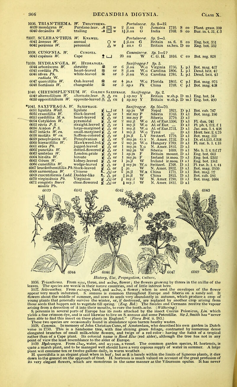 1036. TRI AN'THEMA. 6039 monogyna W. 6040 decandra W. W. Trianthema. Purslane-leav. -* E3 w trailing -i O w Portulacece. Sp. 2—12. 2 jl.au G li jl.au G tl037. SCLERAN'THUS. W. Knawel. 6041 annuus W. annual O w 6042 perennis W. perennial A w i jl au J au.s 1038. CUNCNIA. W. 6043 capensis W. tl039. HYDRAN'GEA. 6044 arborescens W. 6045 cordata PA. 6046 nlvea Ph. radiata W. 6047 quereifolia W. 6048 hortensis W. Cunonia. Cape 1 L_l Cunonian-rE. 20 au W Hydrangea. shrubby £ heart-leaved 3i white-leaved 3£ Oak-leaved changeable 36 Saxifragece ? or 6 jl.au W.g or 8 jl.au W.g or 5 jl.au W.g or 4 jn.s W.g or 3 ap.s Pk Jamaica 1710. S CO India 1762. S CO Sp. 2—3. Britain sa. fi. s CO Britain sa.hea. D CO gp ^ 2 ? C. G. H. 1816. c CO Sp. 5. Virginia 1736. L pi Carolina 1806. L pi Carolina 178S. L p-1 Florida 1803. C pi China 1788. C p.l Plant, grass. 109 Bur. in. t. 31. f. 3 Eng. bot. 351 Eng. bot. 352 Bot. mag. 437 Dend. brit. 42 Dend. brit. 43 Bot. mag. 975 Bot. mag. 438 1040. CHRYSOSPLE'NIUM. W. Golden Saxifrage. Saxifrages. Sp. 2. 6049 alternifolium W. alternate-leav. * A cu ± ap.mv Y Britain w.sh.p. D m.l Eng. bot. 54 6050 oppositifolium W. opposite-leaved ± A cu \ ap.my Y Britain w.sh.p. D m.l Eng. bot. 490 •1041. SAXI'FRAGA. W. 60511igulata Wall. 6052 crassifolia W. 6053 cordifolia M. n. 6054 Cotyledon W. 6055 recta P. S. 6056 Aizoon P. S. 6057 intacta W. en. 6058 mutata W en. 6059 pensylvanica IV. 6060 hieracifolia W. 6061 erosa Ph. 6062 punctata IV. 6063 umbrosa W. 6064 hirsuta W. 6065 Geum W. 6066 cuneifolia W. 6067 leucanthemifolia Ph. 6068 sarmentosa W. 6069 cuscntiformis Lodd. 6070 virginiensis Ph. 6071 con^esta Sweet nivalis Ph. 6039 Saxifrage. ligulate thick-leaved j£ heart-leaved £ pyramidal }£ straight-leaved ^ large-margined £ small-margined £ Saffron-colored £ Pensylvanian £ Hawkweed-lvd.£ jagged-leaved £ dotted-flowered jf London-pride hirsute kidney-leaved wedge-leaved Stock-leaved Chinese Dodder-like Virginian close-flowered 6011 I I or A or A or A or A or A or A or A or A or A or A or A or A or A or A or A or A or _AJ or A pr _AJ or _AJ or Saxifragete. 1 ap.jn W 1 mr.my P 1 mr.my P 2 my.jl W.g 1 my.jl 1 my.jl 1 my.jl Ijnjl 2 my.jn v.. 2 my.jn W.g 1 my.jn Y.g 1 my.jn  1 ap.jn 1 my.jn 1 jn.jl i my.jn W.g | jn W 2 jn.jl W.r § jn jl | my.il i my.,1 W.G W.G W.G L.Y G.Y W F F W W W W Sp. 56—70. Nepal 1821. Siberia 1765. Siberia 1779. Al. of Eur.1596. Al. of Eur. ... ALofEur.1731. Tyrol Switzerl. 1779. N. Amer. 1732. Hungary 1789. N. Amer. 1812. Siberia 1699. Britain mount. Ireland ir.mou. Ireland ir.mou. Switzerl. 1768. N. Amer. 1812. China 1771. China 1815. N. Amer. 1790. N. Amer. 1812. D p.l D s.l D s.l D s.l D s.l D s.l D s.l D s.l D si D s.l D s.l D s.l D s.l D s.l D s.l D s.l D s.l D s.l D s.l D p.l D s.l 6042 Bot. cab. 747 Bot. mag. 196 Fl. dan. 241 PI. ph. t. 221. f. 1 Jac. aus. 5. t. 438 Hort. ber. 2. t.75 Bot. mag. 351 Di. el.t.253. f.328 PI. rar. h. 1.1.18 Mo. h. 3. t.9.f.l7 Eng. bot. 663 Eng. bot. 2322 Eng. bot. 1561 PI. rar. h. 1.1. 44 Bot. mag. 2959 Bot. mag. 82 Bot. cab. 186 Bot. mag. 1664 6043 History, Use, Propagation, Culture, 1036. Trianthema. From t^w, three, and av&«, flower; the flowers growing by threes in the axilla? of the leaves. The species are weeds in their native countries, and of little interest here. 1037. Scleranthus. From iry.Xvi^os, hard, and kvS-o;, a flower; when in seed the envelopes of the flower appear very much indurated. S. annuus is common throughout Europe and Siberia on a sandy soil. It flowers about the middle of summer, and sows its seeds very abundantly in autumn, which produce a crop of young plants that generally survive the winter, or, if destroyed, are replaced by another crop arising from those seeds that happen not to vegetate till spring. (Eng. Bot.) The Swedes and Germans receive the vapour arising from a decoction of it into their mouths, to cure the tooth-ache. (Withering.) & perennis in several parts of Europe has its roots attacked by the insect Coccus Polonicus, Lin. which yields a fine crimson dye, and is said likewise to live on S. annuus and some Potentilhe. Sir J. Smith has never been able to find this insect on these plants in England. (Flora Brit. ii. 283.) These two species are occasionally found in abundance upon barren heathy wastes. 1038. Cunonia. In memory of John Christian Cuno, of Amsterdam, who described his own garden in Dutch verse in 1750. This is a handsome tree, with fine shining green foliage, contrasted by numerous dense elongated branches of small milk-white flowers, and twigs of a red color: having the habit of a tropical rather than of a Cape plant. Its colonial name is Bood Elze (red alder), although the tree has not in any point of view the least resemblance to the alder of Europe. 1039. Hydrangea. From uiai^, water, and ayyum, a vessel. The common garden species, H. hortensis, is quite a marsh plant, and to be managed well should have a very copious supply of water in summer. A large plant will consume ten or twelve gallons daily, in warm weather. H. quereifolia is an elegant plant when in leaf; but as it is barely within the limits of ligneous plants, it dies down to the ground on the approach of frost H. hortensis is much valued on account of the great profusion of its very elegant flowers, which are monstrous in the same manner as the Viburnum opulus. It has never