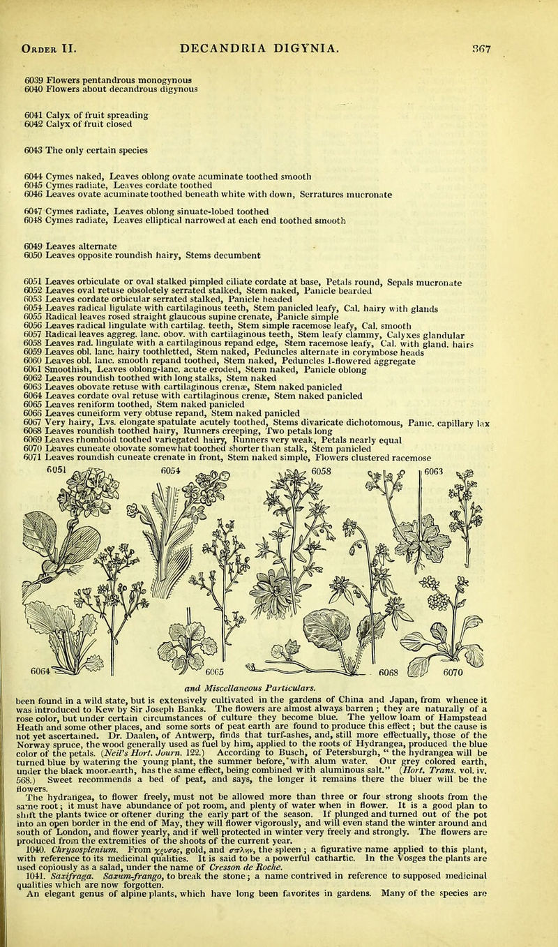 6039 Flowers pentandrous monogynous 6040 Flowers about decandrous digynous 6041 Calyx of fruit spreading 6U42 Calyx of fruit closed 6043 The only certain species 6044 Cymes naked, Leaves oblong ovate acuminate toothed smooth 6045 Cymes radiate, Leaves cordate toothed 6046 Leaves ovate acuminate toothed beneath white with down, Serratures mucronate 6047 Cymes radiate, Leaves oblong sinuate-lobed toothed 6048 Cymes radiate, Leaves elliptical narrowed at each end toothed smooth 6049 Leaves alternate 6050 Leaves opposite roundish hairy, Stems decumbent 6051 Leaves orbiculate or oval stalked pimpled ciliate cordate at base, Petals round, Sepals mucronate 6052 Leaves oval retuse obsoletely serrated stalked, Stem naked, Panicle bearded 6053 Leaves cordate orbicular serrated stalked, Panicle headed 6054 Leaves radical ligulate with cartilaginous teeth, Stem panicled leafy, CaL hairy with glands 6055 Radical leaves rosed straight glaucous supine crenate, Panicle simple 6056 Leaves radical lingulate with cartilag. teeth, Stem simple racemose leafy, Cal. smooth 6057 Radical leaves aggreg. lane. obov. with cartilaginous teeth, Stem leafy clammy, Calyxes glandular 6058 Leaves rad. lingulate with a cartilaginous repand edge, Stem racemose leafy, Cal. with gland, hairs 6059 Leaves obi. lane, hairy toothletted, Stem naked, Peduncles alternate in corymbose heads 6060 Leaves obi. lane, smooth repand toothed, Stem naked, Peduncles 1-flowered aggregate 6061 Smoothish, Leaves oblong-lane, acute eroded, Stem naked, Panicle oblong 6062 Leaves roundish toothed with long stalks, Stem naked 6063 Leaves obovate retuse with cartilaginous crena?, Stem naked panicled 6064 Leaves cordate oval retuse with cartilaginous crena?, Stem naked panicled 6065 Leaves reniform toothed, Stem naked panicled 6066 Leaves cuneiform very obtuse repand, Stem naked panicled 6067 Very hairy, Lvs. elongate spatulate acutely toothed, Stems divaricate dichotomous, Panic, capillary lax 6068 Leaves roundish toothed hairy, Runners creeping, Two petals long 6069 Leaves rhomboid toothed variegated hairy, Runners very weak, Petals nearly equal 6070 Leaves cuneate obovate somewhat toothed shorter than stalk, Stem panicled 6071 Leaves roundish cuneate crenate in front, Stem naked simple, Flowers clustered racemose and Miscellaneous Particulars. been found in a wild state, but is extensively cultivated in the gardens of China and Japan, from whence it was introduced to Kew by Sir Joseph Banks. The flowers are almost always barren ; they are naturally of a rose color, but under certain circumstances of culture they become blue. The yellow loam of Hampstead Heath and some other places, and some sorts of peat earth are found to produce this effect; but the cause is not yet ascertained. Dr. Daalen, of Antwerp, finds that turf.ashes, and, still more effectually, those of the Norway spruce, the wood generally used as fuel by him, applied to the roots of Hydrangea, produced the blue color of the petals. {Neil's Hori. Journ. 122.) According to Busch, of Petersburgh,  the hydrangea will be turned blue by watering the young plant, the summer before/with alum water. Our grey colored earth, under the black moor-earth, has the same effect, being combined with aluminous salt. (Hort. Trans, vol. iv. 568.) Sweet recommends a bed of peat, and says, the longer it remains there the bluer will be the Howers. The hydrangea, to flower freely, must not be allowed more than three or four strong shoots from the same root; it must have abundance of pot room, and plenty of water when in flower. It is a good plan to shift the plants twice or oftener during the early part of the season. If plunged and turned out of the pot into an open border in the end of May, they will flower vigorously, and will even stand the winter around and south of London, and flower yearly, and if well protected in winter very freely and strongly. The flowers are produced from the extremities of the shoots of the current year. 1040. Chrysosplenium. From a;§wo?, gold, and nrXv/v, the spleen ; a figurative name applied to this plant, with reference to its medicinal qualities. It is said to be a powerful cathartic. In the Vosges the plants are used copiously as a salad, under the name of Cresson de Roche. 1041. Saxifraga. Saxum-frango, to break the stone; a name contrived in reference to supposed medicinal qualities which are now forgotten. An elegant genus of alpine plants, which have long been favorites in gardens. Many of the species are