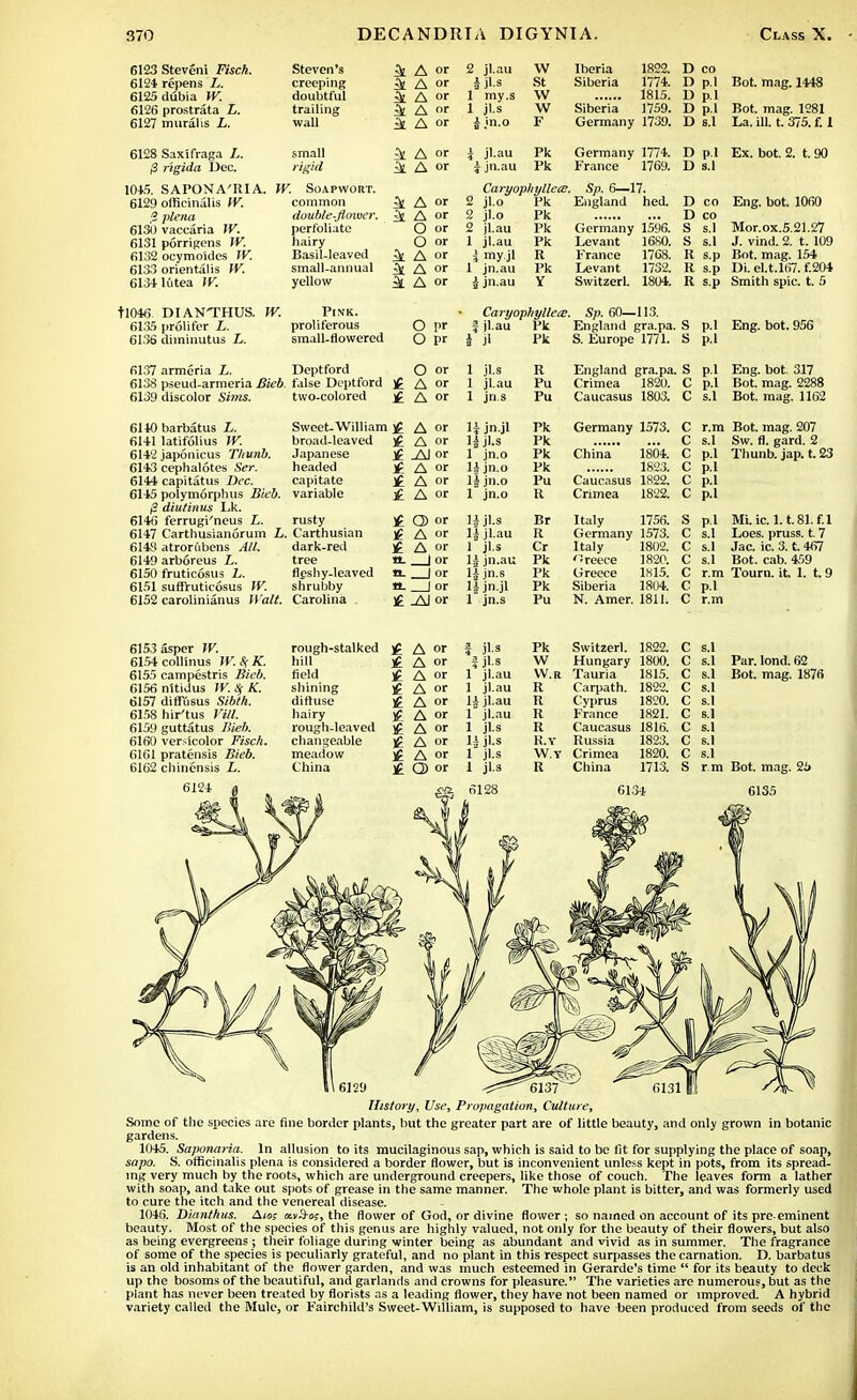 6123Steveni Fisch. 6124 repens L. 6125dubia W. 6126 prostrata L. 6127 muralis L. Steven's creeping doubtful trailing wall & A & A k A ^ A & A 2 jl.au i jl.s 1 my.s 1 jl.s i in.o W St w w F Iberia 1822. D co Siberia 1774. D p.l 1815. D p.l Siberia 1759. D p.l Germany 1739. D s.l Bot. mag. 1448 Bot. mag. 1281 La. ill. t. 375. f. 1 6128 Saxifraga L. (3 rigida Dec. 1045. SAPONA'RIA. 6129 officinalis W. 3 plena 6131) vaccaria W. 6131 porrigens W. 6132 ocymoides IV. 6133 orientalis W. 6134 1utea W. small rigid W. SoAPWORT. common double-fiower. perfoliate hairy Basil-leaved small-annual yellow A or A or A or A or O or O or A A j jl.au i jn.au Pk Pk ^. A or Caryophyllece, 2 jl.o 2 jl.o 2 jl.au 1 jl.au i my jl 1 jn.au I jn.au Germany 1774. France 1769. Sp. 6—17. D p.l D s.l Ex. bot. 2. t. 90 Pk England hed. D CO Eng. bot. 1060 Pk D CO Pk Germany 1596. S S.1 Mor.ox.5.21.27 Pk Levant 16S0. s S.1 J. vind. 2. t. 109 R France 17G8. R s.p Bot. mag. 154 Pk Levant 1732. R s.p Di. eLt.167. f.204 Y Switzerl. 1804. R s.p Smith spic. t. 5 tl046 DIANTHUS. W. 6135 prolifer L. 6136 diminutus L. 6137 armeria L. 6138 pseud-armeria Bieb 6139 discolor Sims. 6140 barbatus L. 6141 latifolius W. 6142 japonicus Tliunb. 6143 cephalotes Ser. 6144 capitatus Dec. 6145 polymorph us Bieb. £ diutinus Lk. 6146 ferrugi'neus L. 6147 Carthusianorum L. 6143 atrorubens All. 6149 arboreus L. 6150 fruticosus L. 6151 suffruticosus W. 6152 carolinianus Walt. Pink. proliferous O f jl.au Pk small-flowered O pr i jl Pk Deptford o or 1 jl.s R false Deptford £ A or 1 jl.au Pu two-colored £ A or 1 jn.s Pu Sweet-William £ A or H jn.jl Pk broad-leaved £ A or ljjks Pk Japanese £ Al or 1 jn.o Pk headed £ A or li jn.o Pk capitate £ A or 1$ jn.o Pu variable £ A or 1 jn.o R rusty £ © or 1| jl.s Br Carthusian A or 1| jl.au R dark-red £ A or 1 jl.s Cr tree n. I or 1| jn.au Pk fleshy-leaved n. _J or ll jn.s Pk shrubby 13. _J or li jn.jl Pk Carolina £ -AJ or 1 jn.s Pu England gra.pa. S p.l Eng. bot. 956 S. Europe 1771. S p.l England gra.pa. S p.l Eng. bot. 317 Crimea 1820. C p.l Bot. mag. 2288 Caucasus 1803. C s.l Bot. mag. 1162 Germany 1573. China 1804. 1823. Caucasus 1822. Crimea 1822. Italy 1756. Germany 1573. Italy 1802. Greece 1820. Greece 1815. Siberia 1804. N. Amer. 1811. r.m Bot. mag. 207 s.l Sw. fl. gard. 2 p.l Thunb. jap. t. 23 p.l p.l p.l p.l Mi.ic. 1.1.81. f.l s.l Loes. pruss. t. 7 s.l Jac. ic. 3. L 467 s.l Bot. cab. 459 r.m Tourn. it 1. t. 9 p.l r.m 6153asper W. 6154collinus W.SfK. 6155 campestris Bieb. 6156nltidus W.SjK. 6157 diffusus Sib/fi. 6158 hir'tus Fill. 6159 guttatus Bieb. 6160 versicolor Fisch. 6161 pratensis Bieb. 6162 chinensis L. 6124 rough-stalked hill field shining diffuse hairy rough-leaved changeable meadow China £ O or i jl-s J jl.s 1 jl.au 1 jl.au li jl.au 1 jl.au 1 jl.s 1J jl.s 1 jl.s 1 jl.s 128 Pk Switzerl. 1822. C s.1 W Hungary 1800. c s.1 VV.R Tauria 1815. c s.1 R Carpath. 1822. c s.1 R Cyprus 1820. c s.1 R France 1821. c s.1 R Caucasus 1816. c s.1 R.Y Russia 1823. c s.1 W.Y Crimea 1820. c s.1 R China 1713. s r.m Par. lond. 62 Bot. mag. 1876 6134 6137 History, Use, Propagation, Culture, Some of tiie species are fine border plants, but the greater part are of little beauty, and only grown in botanic gardens. 1045. Saponaria. In allusion to its mucilaginous sap, which is said to be fit for supplying the place of soap, sapo. S. officinalis plena is considered a border flower, but is inconvenient unless kept in pots, from its spread- ing very much by the roots, which are underground creepers, like those of couch. The leaves form a lather with soap, and take out spots of grease in the same manner. The whole plant is bitter, and was formerly used to cure the itch and the venereal disease. 1046. Dianthus. Am; ouiS-o;, the flower of God, or divine flower; so named on account of its pre-eminent beauty. Most of the species of this genus are highly valued, not only for the beauty of their flowers, but also as being evergreens ; their foliage during winter being as abundant and vivid as in summer. The fragrance of some of the species is peculiarly grateful, and no plant in this respect surpasses the carnation. D. barbatus is an old inhabitant of the flower garden, and was much esteemed in Gerarde's time  for its beauty to deck up the bosoms of the beautiful, and garlands and crowns for pleasure. The varieties are numerous, but as the plant has never been treated by florists as a leading flower, they have not been named or improved. A hybrid variety called the Mule, or Fairchild's Sweet-William, is supposed to have been produced from seeds of the