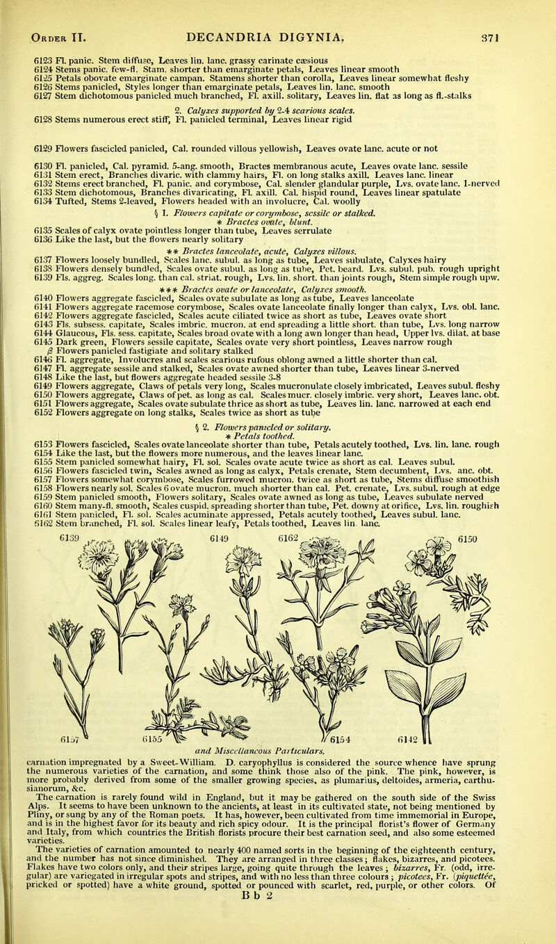 6123 Fl. panic. Stem diffuse, Leaves lin. lane, grassy carinate cassious 6124 Stems panic, few-fl. Stam. shorter than emarginate petals, Leaves linear smooth 6125 Petals obovate emarginate campan. Stamens shorter than corolla, Leaves linear somewhat fleshy 6126 Stems panicled, Styles longer than emarginate petals, Leaves lin. lane, smooth 6127 Stem dichotomous panicled much branched, Fl. axill. solitary, Leaves lin. flat as long as fl.-stalks 2. Calyxes supported by 2-4 scarious scales. 6128 Stems numerous erect stiff, Fl. panicled terminal, Leaves linear rigid 6129 Flowers fascicled panicled, Cal. rounded villous yellowish, Leaves ovate lane, acute or not 6130 Fl. panicled, Cal. pyramid. 5-ang. smooth, Bractes membranous acute, Leaves ovate lane, sessile 6131 Stem erect, Brandies divaric. with clammy hairs, Fl. on long stalks axill. Leaves lane, linear 6132 Stems erect branched, Fl. panic, and corymbose, Cal. slender glandular purple, Lvs. ovate lane. 1-nervecl 6133 Stem dichotomous, Branches divaricating, FL axill. Cal. hispid round, Leaves linear spatulate 6134 Tufted, Stems 2-leaved, Flowers headed with an involucre, Cal. woolly § I. Flowers capitate or corymbose, sessile or stalked. * Bractes ovate, blunt. 6135 Scales of calyx ovate pointless longer than tube, Leaves serrulate 6136 Like the last, but the flowers nearly solitary ** Bractes lanceolate, acute, Calyxes villous. 6137 Flowers loosely bundled, Scales lane, subul. as long as tube, Leaves subulate, Calyxes hairy 6138 Flowers densely bundled, Scales ovate subul. as long as tube, Pet. beard. Lvs. subul. pub. rough upright 6139 Fls. aggreg. Scales long, than cal. striat. rough, Lvs. lin. short, than joints rough, Stem simple rough upw. * * * Bractes ovate or lanceolate, Calyxes smooth. 6140 Flowers aggregate fascicled, Scales ovate subulate as long as tube, Leaves lanceolate 6141 Flowers aggregate racemose corymbose, Scales ovate lanceolate finally longer than calyx, Lvs. obi. lane. 6142 Flowers aggregate fascicled, Scales acute ciliated twice as short as tube, Leaves ovate short 6143 Fls. subsess. capitate, Scales imbric. mucron. at end spreading a little short, than tube, Lvs. long narrow 6144 Glaucous, Fls. sess. capitate, Scales broad ovate with a long awn longer than head, Upper lvs. dilat. at base 6145 Dark green, Flowers sessile capitate, Scales ovate very short pointless, Leaves narrow rough /? Flowers panicled fastigiate and solitary stalked 6146 Fl. aggregate, Involucres and scales scarious rufous oblong awned a little shorter than cal. 6147 Fl. aggregate sessile and stalked, Scales ovate awned shorter than tube, Leaves linear 3-nerved 6148 Like the last, but flowers aggregate headed sessile 3-8 6149 Flowers aggregate, Claws of petals very long, Scales mucronulate closely imbricated, Leaves subul. fleshy 6150 Flowers aggregate, Claws of pet. as long as cal. Scales mucr. closely imbric. very short, Leaves lane. obt. 6151 Flowers aggregate, Scales ovate subulate thrice as short as tube, Leaves lin. lane, narrowed at each end 6152 Flowers aggregate on long stalks, Scales twice as short as tube § 2. Flowers panicled or solitary. * Petals toothed. 6153 Flowers fascicled, Scales ovate lanceolate shorter than tube, Petals acutely toothed, Lvs. lin. lane, rough 6154 Like the last, but the flowers more numerous, and the leaves linear lane. 6155 Stem panicled somewhat hairy, Fl. sol. Scales ovate acute twice as short as cal. Leaves subul. 6156 Flowers fascicled twin, Scales awned as long as calyx, Petals crenate, Stem decumbent, Lvs. anc. obt. 6157 Flowers somewhat corymbose, Scales furrowed mucron. twice as short as tube, Stems diffuse smoothish 6158 Flowers nearly sol. Scales 6 ovate mucron. much shorter than cal. Pet. crenate, Lvs. subul. rough at edge 6159 Stem panicled smooth, Flowers solitary, Scales ovate awned as long as tube, Leaves subulate nerved 6160 Stem many-fl. smooth, Scales cuspid, spreading shorter than tube, Pet. downy at orifice, Lvs. lin. roughish 6161 Stem panicled, Fl. sol. Scales acuminate appressed, Petals acutely toothed, Leaves subul. lane. 6162 Stem branched, Fl. sol. Scales linear leafy, Petals toothed, Leaves lin lane. and Miscellaneous Particulars. carnation impregnated by a Sweet-William. D. caryophyllus is considered the source whence have sprung the numerous varieties of the carnation, and some think those also of the pink. The pink, however, is more probably derived from some of the smaller growing species, as plumarius, deltoides, armcria, carthu- sianorum, &c. The carnation is rarely found wild in England, but it may be gathered on the south side of the Swiss Alps. It seems to have been unknown to the ancients, at least in its cultivated state, not being mentioned by Pliny, or sung by any of the Roman poets. It has, however, been cultivated from time immemorial in Europe, and is in the highest favor for its beauty and rich spicy odour. It is the principal florist's flower of Germany and Italy, from which countries the British florists procure their best carnation seed, and also some esteemed varieties. The varieties of carnation amounted to nearly 400 named sorts in the beginning of the eighteenth century, and the number has not since diminished. They are arranged in three classes; flakes, bizarres, and picotees. Flakes have two colors only, and their stripes large, going quite through the leaves ; bizarres, Fr. (odd, irre- gular) are variegated in irregular spots and stripes, and with no less than three colours; picotees, Fr. {piqucltee, pricked or spotted) have a white ground, spotted or pounced with scurlet, red, purple, or other colors. Of B b 2