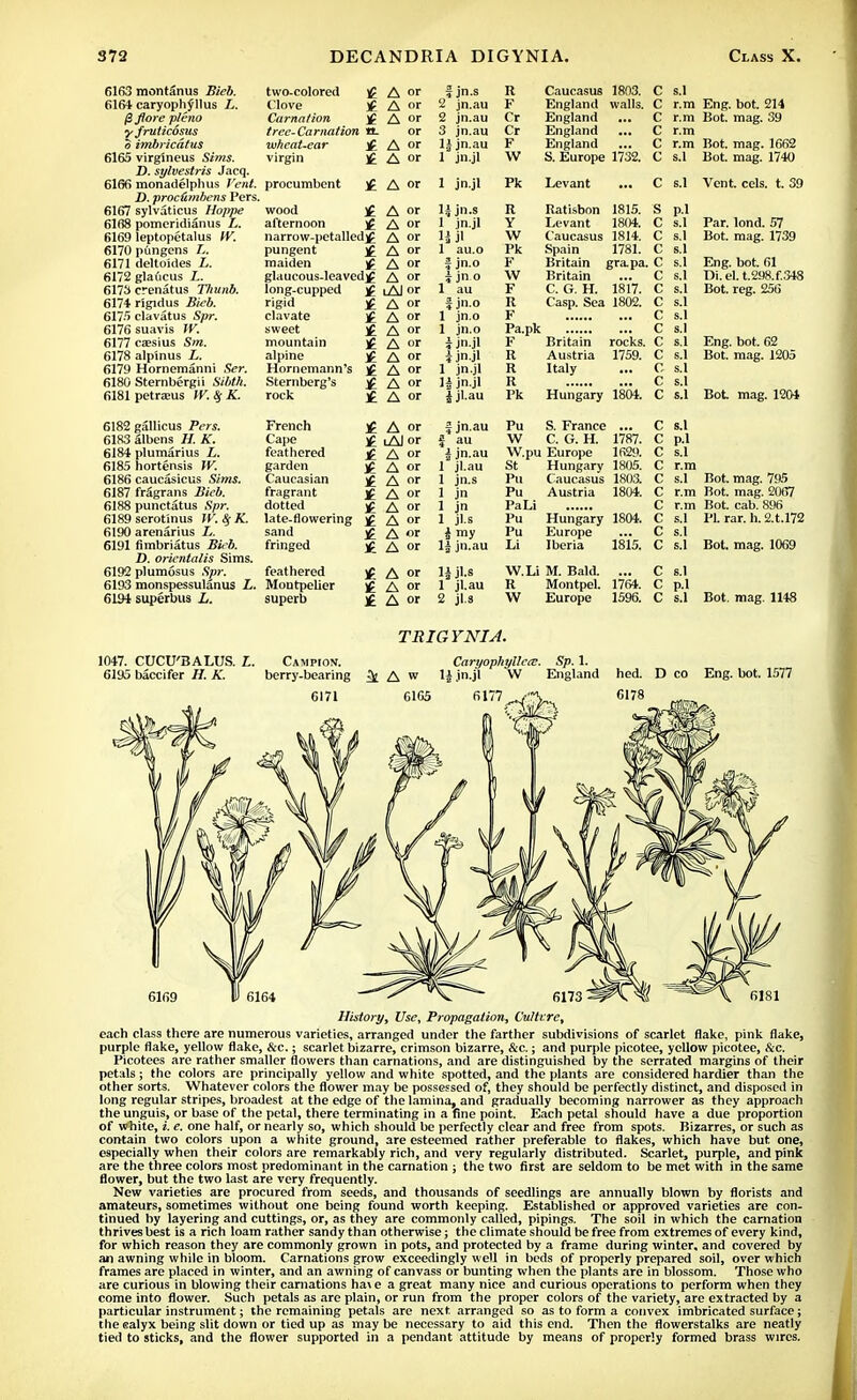 6163 montanus Bieb. 6164 caryoph^llus L. @ Jtore pteno yfruticosus o imbricdtus 6165 virgineus Sims. J), sylvestris Jacq. 6166 monadelphus Vent. D. proctimbens Pers. 6167 sylvaticus Hoppe 6168 pomeridianus L. 6169 leptopetalus W. 6170 pungens 6171 deltoides L. 6172 glaucus I.. 6173 crenatus Thunb. 6174 rigidus Bieb. 6175 clavatus Spr. 6176suavis W. 6177 cebs'ius Sm. 6178 alpinus L. 6179 Hornemanni Ser. 6180 Sternbergii Sibth. 6181 petrams W. # K. 6182 gallicus Pers. 6183 albens H. K. 6184 plumarius L. 6185 hortensis IV. 6186 caucasicus Sims. 6187 fragrans Z&>&. 6188 punctatus Spr. 6189 serotinus fK # K. 6190 arenarius Z. 6191 fimbriatus Bieb. D. oricntalis Sims. 6192 plumosus Spr. 6193 monspessulanus L. 6194 superbus Z. two-colored £ A or f jn-s R Caucasus 1803. C S.1 Clove £ A or 2 jn.au F England walls. C r.m Eng. bot. 214 Carnation £ A or 2 jn.au Cr England ... c r.m Bot. mag. 39 tree-Carnation H- or 3 jn.au Cr England c r.m wheat-ear £ A or 1| jn.au F England c r.m Bot. mag. 1662 virgin £ A or 1 jn.jl W S. Europe 1732. c s.1 Bot. mag. 1740 procumbent £ A or 1 jn.jl Pk Levant c s.1 Vent. eels. t. 39 wood £ A or Ujn.s R Ratisbon 1815. s pi afternoon * A or 1 jn.jl Y Levant 1804. c s.1 Par. lond. 57 narrow-petalledjC A or 1| jl W Caucasus 1814. c s.1 Bot. mag. 1739 pungent £ A or 1 au.o Pk Spain 1781. c s.1 maiden * A or 1 jn.° F Britain grapa. c s.1 Eng. bot. 61 glaucous-leavedtf A or i in ° W Britain c s.1 Di. el. t.298.f.348 long-cupped i Al or 1 au F C. G. H. 1817. c s.1 Bot. reg. 256 rigid £ A or 1 jno R Casp. Sea 1802. (• s.1 clavate £ A or 1 jn.o F c s.1 sweet £ A or Pa pk f- s 1 mountain £ A or i jn.jl F ' Britain rocks. c Eng. bot. 62 alpine If A or i jn.jl R Austria 1759. c s.1 Bot. mag. 1205 Hornemann's A or 1 jn.jl R Italy c s.1 Sternberg's A or 14 jn.jl R (' s.1 rock £ A or ijl.au Pk Hungary 1804. c s.1 Bot. mag. 1204 French £ A or f jn.au Pu S. France ... c s.1 Cape iAI or f au W C. G. H. 1787. c pi feathered A or i jn.au W.pu Europe 1629. c s.1 garden A or 1 jl.au St Hungary 1805. c r.m Caucasian A or 1 jn.s Pu Caucasus 1803. c s.1 Bot. mag. 795 fragrant IE A or 1 jn Pu Austria 1804. c r.m Bot. mag. 2067 dotted A or 1 jn PaLi c r.m Bot. cab. 896 late-flowering £ A or 1 jl.s Pu Hungary 1804. c s.1 PL rar. h. 2.U72 sand £ A »r i my Pu Europe c s.1 fringed £ A °r 1| jn.au Li Iberia 1815. c s.1 Bot. mag. 1069 feathered £ A or H jl.s W.Li M. Bald. ... c s.1 Montpelier £ A or 1 jl.au R Montpel. 1764. c p.l Bot. mag. 1148 superb £ A or 2 jl.s W Europe 1596. c s.1 TRIGYNIA. 1047. CUCU'BALUS. L. Campion. Caryophyllea:. Sp. 1. 6195 baccifer H. K. berry-bearing ^ A w 1J jn.jl W England hed. D co Eng. bot. 1577 6178 History, Use, Propagation, Culture, each class there are numerous varieties, arranged under the farther subdivisions of scarlet flake, pink flake, purple flake, yellow flake, Src.; scarlet bizarre, crimson bizarre, &c.; and purple picotee, yellow picotee, &c. Picotees are rather smaller flowers than carnations, and are distinguished by the serrated margins of their petals; the colors are principally yellow and white spotted, and the plants are considered hardier than the other sorts. Whatever colors the flower may be possessed of, they should be perfectly distinct, and disposed in long regular stripes, broadest at the edge of the lamina, and gradually becoming narrower as they approach the unguis, or base of the petal, there terminating in a fine point. Each petal should have a due proportion of white, i. e. one half, or nearly so, which should be perfectly clear and free from spots. Bizarres, or such as contain two colors upon a white ground, are esteemed rather preferable to flakes, which have but. one, especially when their colors are remarkably rich, and very regularly distributed. Scarlet, purple, and pink are the three colors most predominant in the carnation ; the two first are seldom to be met with in the same flower, but the two last are very frequently. New varieties are procured from seeds, and thousands of seedlings are annually blown by florists and amateurs, sometimes without one being found worth keeping. Established or approved varieties are con- tinued by layering and cuttings, or, as they are commonly called, pipings. The soil in which the carnation thrives best is a rich loam rather sandy than otherwise; the climate should be free from extremes of every kind, for which reason they are commonly grown in pots, and protected by a frame during winter, and covered by an awning while in bloom. Carnations grow exceedingly well in beds of properly prepared soil, over which frames are placed in winter, and an awning of canvass or bunting when the plants are in blossom. Those who are curious in blowing their carnations ha\e a great many nice and curious operations to perform when they come into flower. Such petals as are plain, or run from the proper colors of the variety, are extracted by a particular instrument; the remaining petals are next, arranged so as to form a convex imbricated surface; the calyx being slit down or tied up as may be necessary to aid this end. Then the flowerstalks are neatly tied to sticks, and the flower supported in a pendant attitude by means of properly formed brass wires.