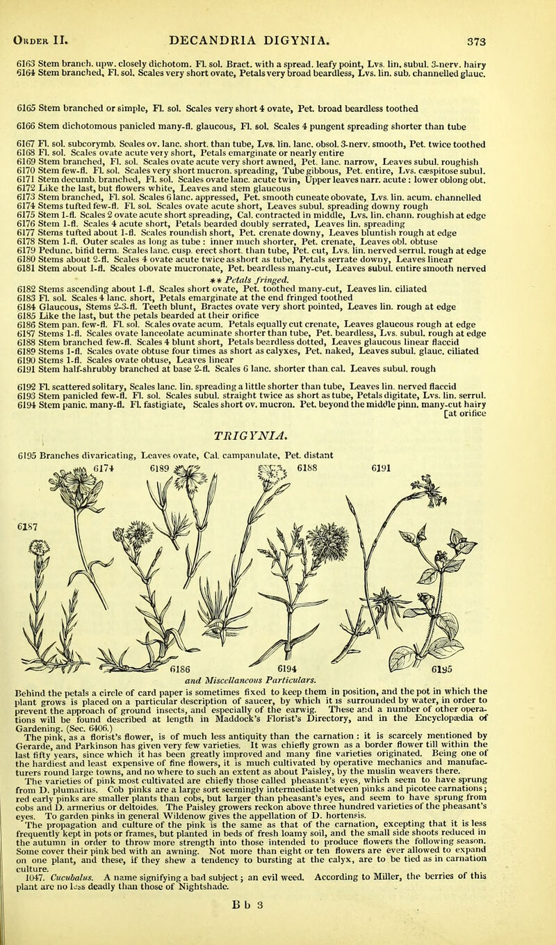 6163 Stem branch, upw. closely dichotom. Fl sol. Bract, with a spread, leafy point, Lvs. lin. subul. 3-nerv. liairy 6161 Stem branched, Fl. sol. Scales very short ovate, Petals very broad beardless, Lvs. lin. sub. channelled glauc. 6165 Stem branched or 6imple, Fl. sol. Scales very short 4 ovate, Pet. broad beardless toothed 6166 Stem dichotomous panicled many-fl. glaucous, Fl. sol. Scales 4 pungent spreading shorter than tube 6167 Fl. sol. subcorymb. Scales ov. lane, short, than tube, Lvs. lin. lane, obsol. 3-nerv. smooth, Pet. twice toothed 6168 Fl. sol. Scales ovate acute very short, Petals emarginate or nearly entire 6169 Stem branched, Fl. sol. Scales ovate acute very short awned, Pet. lane, narrow, Leaves subul. roughish 6170 Stem few-fl. Fl. sol. Scales very short mucron. spreading, Tube gibbous, Pet. entire, Lvs. csespitose subul. 6171 Stem decumb. branched, Fl. sol. Scales ovate lane, acute twin, Upper leaves narr. acute: lower oblong obt. 6172 Like the last, but flowers white, Leaves and stem glaucous 6173 Stem branched, Fl. sol. Scales 6 lane, appressed, Pet. smooth cuneate obovate, Lvs. lin. acum. channelled 6174 Stems tufted few-fl. FL sol. Scales ovate acute short, Leaves subul. spreading downy rough 6175 Stem 1-fl. Scales 2 ovate acute short spreading, Cal. contracted in middle, Lvs. lin. chann. roughish at edge 6176 Stem 1-fl. Scales 4 acute short, Petals bearded doubly serrated, Leaves lin. spreading 6177 Stems tufted about 1-fl. Scales roundish short, Pet. crenate downy, Leaves bluntish rough at edge 6178 Stem 1-fl. Outer scales as long as tube : inner much shorter, Pet. crenate, Leaves obi. obtuse 6179 Pedunc. bifid term. Scales lane. cusp, erect short, than tube, Pet. cut, Lvs. lin. nerved serrul. rough at edge 6180 Stems about 2-fl. Scales 4 ovate acute twice as short as tube, Petals serrate downy, Leaves linear 6181 Stem about 1-fl. Scales obovate mucronate, Pet. beardless many-cut, Leaves subul. entire smooth nerved * * Petals fringed. 6182 Stems ascending about 1-fl. Scales short ovate, Pet. toothed many-cut, Leaves lin. ciliated 6183 Fl. soL Scales 4 lane, short, Petals emarginate at the end fringed toothed 6184 Glaucous, Stems 2-3-fl. Teeth blunt, Bractes ovate very short pointed, Leaves lin. rough at edge 6185 Like the last, but the petals bearded at their orifice 6186 Stem pan. few-fl. FL sol. Scales ovate acum. Petals equally cut crenate, Leaves glaucous rough at edge 6187 Stems 1-fl. Scales ovate lanceolate acuminate shorter than tube, Pet. beardless, Lvs. subul. rough at edge 6188 Stem branched few-fl. Scales 4 blunt short, Petals beardless dotted, Leaves glaucous linear flaccid 6189 Stems 1-fl. Scales ovate obtuse four times as short as calyxes, Pet. naked, Leaves subul. glauc. ciliated 6190 Stems 1-fl. Scales ovate obtuse, Leaves linear 6191 Stem half-shrubby branched at base 2-fl. Scales 6 lane, shorter than cal. Leaves subul. rough 6192 Fl. scattered solitary, Scales lane. lin. spreading a little shorter than tube, Leaves lin. nerved flaccid 6193 Stem panicled few-fl. FL sol. Scales subul. straight twice as short as tube, Petals digitate, Lvs. lin. serrul. 6194 Stem panic, many-fl. FL fastigiate, Scales short ov. mucron. Pet. beyond the middle pinn. many-cut hairy [at orifice TRIGYNIA. 6195 Branches divaricating, Leaves ovate, Cal. campanulate. Pet. distant and Miscellaneous Particulars. Behind the petals a circle of card paper is sometimes fixed to keep them in position, and the pot in which the plant grows is placed on a particular description of saucer, by which it is surrounded by water, in order to prevent the approach of ground insects, and especially of the earwig. These and a number of other opera- tions will be found described at length in Maddock's Florist's Directory, and in the Encyclopaedia of Gardening. (Sec. 6406.) The pink, as a florist's flower, is of much less antiquity than the carnation : it is scarcely mentioned by Gerarde, and Parkinson has given very few varieties. It was chiefly grown as a border flower till within the last fifty years, since which it has been greatly improved and many fine varieties originated. Being one of the hardiest and least expensive of fine flowers, it is much cultivated by operative mechanics and manufac- turers round large towns, and no where to such an extent as about Paisley, by the muslin weavers there. The varieties of pink most cultivated are chiefly those called pheasant's eyes, which seem to have sprung from D. plumarius. Cob pinks are a large sort seemingly intermediate between pinks and picotee carnations; red early pinks are smaller plants than cobs, but larger than pheasant's eyes, and seem to have sprung from cobs and D. armerius or deltoides. The Paisley growers reckon above three hundred varieties of the pheasant's eyes. To garden pinks in general Wildenow gives the appellation of D. hortensis. The propagation and culture of the pink is the same as that of the carnation, excepting that it is less frequently kept in pots or frames, but planted in beds of fresh loamy soil, and the small side shoots reduced in the autumn in order to throw more strength into those intended to produce flowers the following season. Some cover their pink bed with an awning. Not more than eight or ten flowers are ever allowed to expand on one plant, and these, if they shew a tendency to bursting at the calyx, are to be tied as in carnation culture. 1047. Cucubalus. A name signifying a bad subject; an evil weed. According to Miller, the berries of this plant are no loss deadly than those of Nightshade.