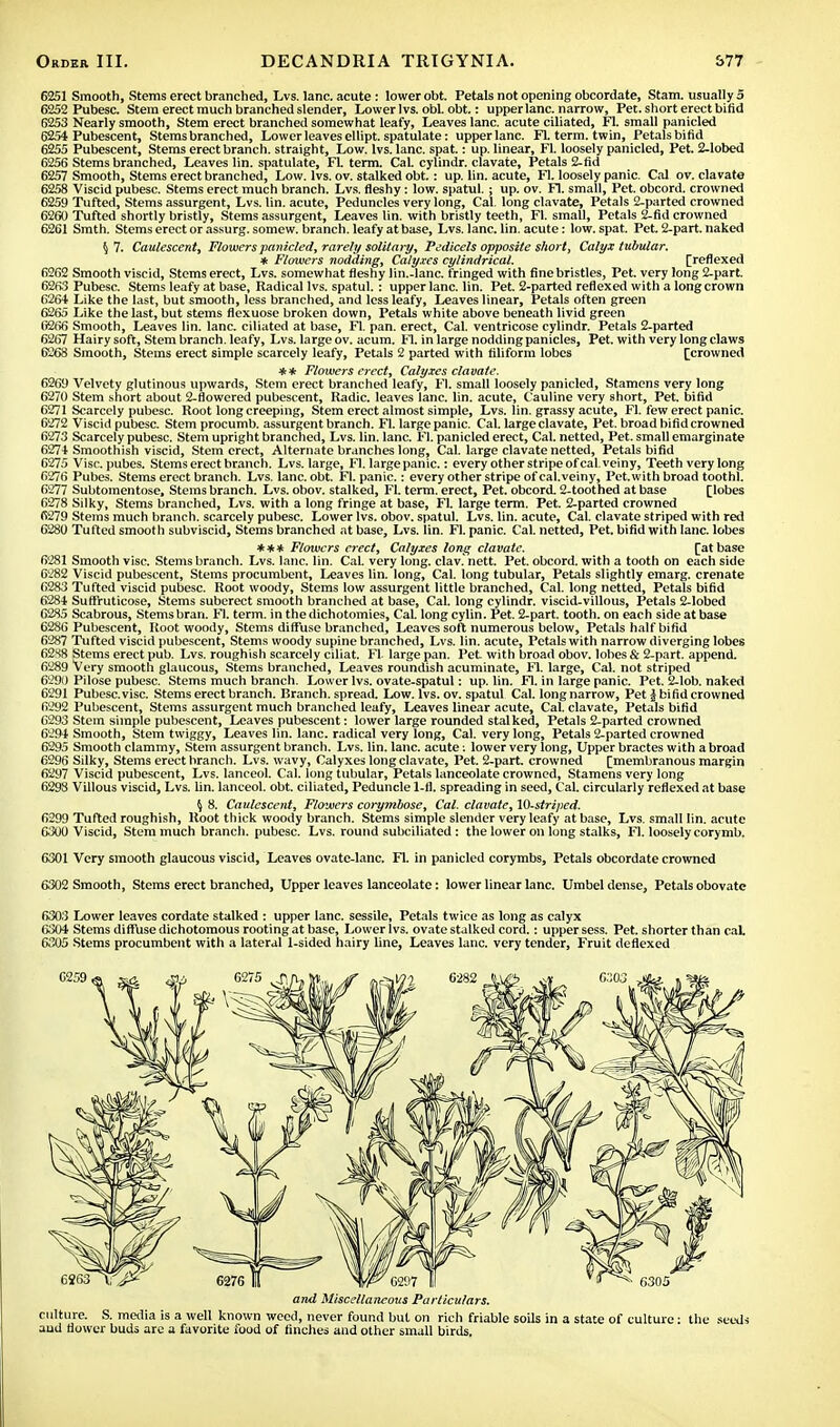 6251 Smooth, Stems erect branched, Lvs. lane, acute : lower obt. Petals not opening obcordate, Stam. usually 5 6252 Pubesc. Stem erect much branched slender, Lower lvs. obi. obt.: upper lane, narrow, Pet. short erect bifid 6253 Nearly smooth, Stem erect branched somewhat leafy, Leaves lane, acute ciliated, Fl. small panicled 6254 Pubescent, Stems branched, Lower leaves ellipt. spatulate: upper lane. Fl. term, twin, Petals bifid 6255 Pubescent, Stems erect branch, straight, Low. lvs. lane. spat.: up. linear, Fl. loosely panicled, Pet. 2-lobed 6256 Stems branched, Leaves lin. spatulate, Fl. term. CaL cylindr. clavate, Petals 2-fid 6257 Smooth, Stems erect branched, Low. lvs. ov. stalked obt.: up. lin. acute, Fl. loosely panic. Cal ov. clavate 6258 Viscid pubesc. Stems erect much branch. Lvs. fleshy: low. spatul.; up. ov. Fl. small, Pet. obcord. crowned 6259 Tufted, Stems assurgent, Lvs. lin. acute, Peduncles very long, Cal. long clavate, Petals 2-parted crowned 6260 Tufted shortly bristly, Stems assurgent, Leaves lin. with bristly teeth, Fl. small, Petals 2-fid crowned 6261 Smth. Stems erect or assurg. somew. branch, leafy at base, Lvs. lane. lin. acute: low. spat. Pet. 2-part. naked §7. Caulescent, Flowers panicled, rarely solitary, Pedicels opposite short, Calyx tubular. * Flowers nodding, Calyxes cylindrical. [reflexed 6262 Smooth viscid, Stems erect, Lvs. somewhat fleshy lin.-lanc. fringed with fine bristles, Pet. very long 2-part. 6263 Pubesc. Stems leafy at base, Radical lvs. spatul.: upper lane. lin. Pet. 2-parted reflexed with a long crown 6264 Like the last, but smooth, less branched, and less leafy, Leaves linear, Petals often green 6265 Like the last, but stems flexuose broken down, Petals white above beneath livid green Ii266 Smooth, Leaves lin. lane, ciliated at base, Fl. pan. erect, Cal. ventricose cylindr. Petals 2-parted 6267 Hairy soft, Stem branch, leafy, Lvs. large ov. acum. Fl. in large nodding panicles, Pet. with very long claws 6268 Smooth, Stems erect simple scarcely leafy, Petals 2 parted with filiform lobes [crowned ** Flowers erect, Calyxes clavate. 6269 Velvety glutinous upwards, Stem erect branched leafy, Fl. small loosely panicled, Stamens very long 6270 Stem short about 2-flowered pubescent, Radio, leaves lane. lin. acute, Cauline very short, Pet. bifid 6271 Scarcely pubesc. Root long creeping, Stem erect almost simple, Lvs. lin. grassy acute, Fl. few erect panic. 6272 Viscid pubesc. Stem procumb. assurgent branch. Fl. large panic. Cal. large clavate, Pet. broad bifid crowned 6273 Scarcely pubesc. Stem upright branched, Lvs. lin. lane. Fl. panicled erect, Cal. netted, Pet. small emarginate 6274 Smoothish viscid, Stem erect, Alternate branches long, Cal. large clavate netted, Petals bifid 6275 Vise, pubes. Stems erect branch. Lvs. large, Fl. large panic.: every other stripe of cal. veiny, Teeth very long 6276 Pubes. Stems erect branch. Lvs. lane. obt. Fl. panic.: every other stripe of cal.veiny, Pet.with broad toothl. 6277 Subtomentose, Stems branch. Lvs. obov. stalked, Fl. term, erect, Pet. obcord. 2-toothed at base [lobes 6278 Silky, Stems branched, Lvs. with a long fringe at base, Fl. large term. Pet. 2-parted crowned 6279 Stems much branch, scarcely pubesc. Lower lvs. obov. spatul. Lvs. lin. acute, Cal. clavate striped with red 6280 Tufted smooth subviscid, Stems branched at base, Lvs. lin. Fl. panic. Cal. netted, Pet. bifid with lane, lobes *** Flowers erect, Calyxes long clavate. [at base 6281 Smooth vise. Stems branch. Lvs. lane. lin. Cal. very long. clav. nett. Pet. obcord. with a tooth on each side 6282 Viscid pubescent, Stems procumbent, Leaves lin. long, Cal. long tubular, Petals slightly emarg. crenate 6283 Tufted viscid pubesc. Root woody, Stems low assurgent little branched, Cal. long netted, Petals bifid 6284 Suffruticose, Stems suberect smooth branched at base, Cal. long cylindr. viscid-villous, Petals 2-lobed 6285 Scabrous, Stems bran. Fl. term, in the dichotomies, Cal. long cylin. Pet. 2-part. tooth, on each side at base 62S6 Pubescent, Root woody, Stems diffuse branched, Leaves soft numerous below, Petals half bifid 62.S7 Tufted viscid pubescent, Stems woody supine branched, Lvs. lin. acute, Petals with narrow diverging lobes <>2ss Stems erect pub. Lvs. roughish scarcely ciliat. Fl. large pan. Pet with broad obov. lobes & 2-part. append. 6289 Very smooth glaucous, Stems branched, Leaves roundish acuminate, Fl. large, Cal. not striped 6290 Pilose pubesc. Stems much branch. Lower lvs. ovate-spatul: up. lin. Fl. in large panic. Pet. 2-lob. naked 6291 Pubesc. vise. Stems erect branch. Branch, spread. Low. lvs. ov. spatul Cal. long narrow, Pet J bifid crowned 6292 Pubescent, Stems assurgent much branched leafy, Leaves linear acute, Cal. clavate, Petals bifid 6293 Stem simple pubescent, Leaves pubescent: lower large rounded stal ked, Petals 2-parted crowned 6294 Smooth, Stem twiggy, Leaves lin. lane, radical very long, Cal. very long, Petals 2-parted crowned 6295 Smooth clammy, Stem assurgent branch. Lvs. lin. lane, acute: lower very long, Upper bractes with a broad 6296 Silky, Stems erect branch. Lvs. wavy, Calyxes long clavate, Pet. 2-part. crowned [membranous margin 6297 Viscid pubescent, Lvs. lanceol. Cal. long tubular, Petals lanceolate crowned, Stamens very long 6293 Villous viscid, Lvs. lin. lanceol. obt. ciliated, Peduncle 1-fl. spreading in seed, Cal. circularly reflexed at base 5 8. Caulescent, Flowers corymbose, Cal. clavate, W-striped. 6299 Tufted roughish, Root thick woody branch. Stems simple slender very leafy at base, Lvs. small lin. acute 6300 Viscid, Stem much branch, pubesc. Lvs. round subciliated : the lower on long stalks, Fl. loosely corymb. 6301 Very smooth glaucous viscid, Leaves ovate-lane. Fl. in panicled corymbs, Petals obcordate crowned 6302 Smooth, Stems erect branched, Upper leaves lanceolate: lower linear lane. Umbel dense, Petals obovatc 630.3 Lower leaves cordate stalked : upper lane, sessile, Petals twice as long as calyx (V304 Stems diffuse dichotomous rooting at base, Lower lvs. ovate stalked cord.: upper sess. Pet. shorter than caL 6305 Stems procumbent with a lateral 1-sided hairy line, Leaves lane, very tender, Fruit deflexed and Miscellaneous Particulars. culture. S. media is a well known weed, never found but on rich friable soils in a state of culture: the seeds aud flower buds are a favorite food of finches and other small birds.