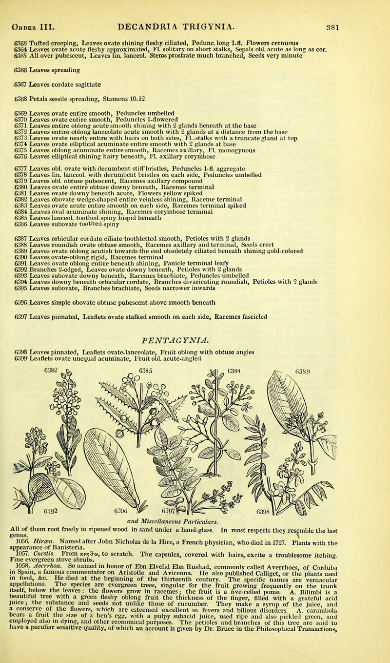 6368 Tufted creeping, Leaves ovate shining fleshy ciliated, Pedunc. long 1-fl. Flowers cernuous 6364 Leaves ovate acute fleshy approximated, Fl. solitary on short stalks, Sepals obi. acute as long as cor. 63fV> All over pubescent, Leaves lin. lanceol. Stems prostrate much branched, Seeds very minute 6366 Leaves spreading 6367 Leaves cordate sagittate 6368 Petals sessile spreading, Stamens 10-12 6369 Leaves ovate entire smooth, Peduncles umbellcd 6370 Leaves ovate entire smooth, Peduncles 1-flowered 6371 Leaves entire oblong acute smooth shining with 2 glands beneath at the base 6372 Leaves entire oblong lanceolate acute smooth with 2 glands at a distance from the base 6373 Leaves ovate nearly entire with hairs on both sides, Fl.-stalks witli a truncate gland at top 6374 Leaves ovate elliptical acuminate entire smooth with 2 glands at base 6375 Leaves oblong acuminate entire smooth, Racemes axillary, Fl. monogynous 6376 Leaves elliptical shining hairy beneath, FL axillary corymbose 6377 Leaves obi. ovate with decumbent stiff bristles, Peduncles 1-fl. aggregate 6378 Leaves lin. lanceol. with decumbent bristles on each side, Peduncles umbelled 6379 Leaves obi. obtuse pubescent, Racemes axillary compound 6380 Leaves ovate entire obtuse downy beneath, Racemes terminal 6381 Leaves ovate downy beneath acute, Flowers yellow spiked 6382 Leaves obovate wedge-shaped entire veinless shining, Raceme terminal 6383 Leaves ovate acute entire smooth on each side, Racemes terminal spiked 6384 Leaves oval acuminate shining, Racemes corymbose terminal 6385 Leaves lanceol. toothed.spiny hispid beneath 6386 Leaves subovate toothed-spiny 6387 Leaves orbicular cordate ciliate toothletted smooth. Petioles with 2 glands 6388 Leaves roundish ovate obtuse smooth, Racemes axillary and terminal, Seeds erect 6389 Leaves ovate oblong acutish towards the end obsoletely ciliated beneath shining gold-colored 6390 Leaves ovate-oblong rigid, Racemes terminal 6391 Leaves ovate oblong entire beneath shining, Panicle terminal leafy 6392 Branches 2-edged, Leaves ovate downy beneath, Petioles with 2 glands 6393 Leaves subovate downy beneath, Racemes brachiate, Peduncles umbelled 6394 Leaves downy beneath orbicular cordate, Branches divaricating roundish, Petioles with 2 glands 6395 Leaves subovate, Branches brachiate, Seeds narrower inwards 6396 Leaves simple obovate obtuse pubescent above smooth beneath 6397 Leaves pinnated, Leaflets ovate stalked smooth on each side, Racemes fascicled PENTAGYNIA. 6398 Leaves pinnated, Leaflets ovate-lanceolate, Fruit oblong with obtuse angles 6399 Leaflets ovate unequal acuminate, Fruit obi. acute-angled and Miscellaneous Particulars. AH of them root freely in ripened wood in sand under a hand-glass. In most respects they resemble the last genus. \ 1056. Hirtea. Named after John Nicholas de la Hire, a French physician, who died in 1727. Plants with the appearance of Banisteria. 1057. Cncstis. From «iJ«, to scratch. The capsules, covered with hairs, excite a troublesome itching Fine evergreen stove shrubs. 1058. Averrhoa. So named in honor of Ebn Elvelid Ebn Rushad, commonly called Averrhoes, of Corduba in Spain, a famous commentator on Aristotle and Avicenna. He also published Calliget, or the plants used in food, &c. He died at the beginning of the thirteenth century. The specific names are vernacular appellations The species are evergreen trees, singular for the fruit growing frequently on the trunk itself, below the leaves: the flowers grow in racemes: the fruit is a five-celled pome. A. Bilimbi is a beautiful tree with a green fleshy oblong fruit the thickness of the finger, filled with a grateful acid juice; the substance and seeds not unlike those of cucumber. They make a syrup of the juice, and a conserve of the flowers, which are esteemed excellent in fevers and bilious disorders. A. carambola bears a fruit the size of a hen's egg, with a pulpy subacid juice, used ripe and also pickled green, and employed also in dying, and other economical purposes. The petioles and branches of this tree are said to have a peculiar sensitive quality, of which an account is given by Dr. Bruce in the Philosophical Transactions,