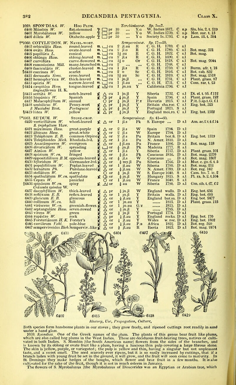 1059. SPON'DIAS. W. 6400 Mombin W. 6401 Myrobalanus IV. 6402dulcis W. t*1060. COTYLE'DON. W. 6403 orbiculata Haw. 6404 ovata Haw. 6405 papillaris L. 6406 oblonga Haw. 6407 curviflora 6408 ramosissima Mill. 6409 fascicularis W. §6410 coccinea W. 6411 decussata Sims. 6412 hemispha?'rica W. 6413 spuria W. § 6414 ca?spitosa i/rm;. imgutejormis H. K. §6415 serrata W. §6416 hispanica W. 6417 Malacophyllum W. §6418 umbilicus W. 13 Mucixdni Brot. |6419 K'ltea IK 1*1061. 6420 Hoo Plum. Terehmtacea. Sp. S—7. flat-stemmed J □ pr 10 ... Y.g W. Indies 1817. yellow V I—l.pr 30 „. Yg W. Indies 1739. Otaheite-apple % □ pr 50 ... Y o Society Is. 1793. C ».p C s.p C s.p Slo. his. 2. t. 219 Mer. sur. 1.13 Lam. ill. t. 384 6421 6422 6423 6424 6425 6426 6427 6428 6429 6430 6431 6432 6433 6434 6435 §6436 6437 6438 6433 6440 6441 6442 6443 6444 6445 6446 6447 SE'DUM. W. verticillatum W. S. triphyllum Haw. maximum Haw. albicans Haw. Telephium E. B. Telephioides Mich. Anacampseros W. divaricatum W. Aizoon W. spurium W. en. oppositifolium B.M. hybridum W. populifolium W. ternatum Ph. stellatum W. spathulatum W. en. Cepa;a W. spinosum W. en. Crassula spindsa W. dasyphyllum W. reflexum E. B. glaucum E. B. coH'mum W. en. virescens W.en. septangulare Haw. virens W. rupestre TV. Forsterianum H. K. ca;ruleum Vahl. sempervivoides Bieb. Navel-wort. round-leaved ovate-leaved conical oblong-leaved curve-flowered many-branched cluster-leaved scarlet cross-leaved thick-leaved narrow-leaved tongue-leaved notch-leaved Spanish annual Penny-wort Portuguese yellow Stone-crop. whorl-leaved j£ great-purple £ great-white j£ common Orpinejg Khodiola-lvd. )£ evergreen j£ spreading )£ yellow £ fringed £ opposite-leaved £ Germander-lvd.)£ Poplar-leaved j£ Purslane-leaved£ starry spathulate £ panicled spiny ]£ thick-leaved reflex-leaved j£ glaucous hill £ greenish- fl ower. £ seven-rowed ]£ green £ rock £ Forster's £ pale-blue £ Semperviv.-like £ tL i I cu «-1 I cu a. i | cu tt- | | cu tt- I J cu a. I | cu a-1 I cu «-1 | cu «-1 I cu tt- I I cu 11- 1 I cu £ lAJ cu Sempervivece. Sp. 17—20. A cu O pr O pr A pr A pr A pr 2 jl.au 2 jl.o 1| au 2 jU li o 2 1 jLs 2 o 1| au 1 jn.jl 1 jl.au 1 jn.au 1 jn.jl i jn.jl i jn.jl i jn.jl i jn.jl I jn.jl R R R R Or r Sc Sc C. G. H. C. G. H. C. G. H. C. G. H. C. G. H. C. G. H. C. G. H. C. G. H. C. G. H. C. G. H. C. G. H. 1789. 1789. 1822. 1690. 1818. 1768. 1759. 1816. 1819. 1731. 1731. California 1796. Siberia 1732. C Spain 1796. C Davuria 1815. C Britain sha.roc. C Portugal 1823. S Bot. mag. 321 Bot. mag. Bot. mag. £044 Burm. afr. 1.18 Bot. cab. 832 Bot. mag. 2518 Plant, grass. 87 Com. rar. t. 23 Di. el. t.95. f.112 Plant, grass. 122 P.it.3.ap.t.G. f.l Eng. bot. 325 England moi.ro. C s.l Eng. bot. 1522 A or 1 jl.s A or A or A or A or A or I | or A or A or A or A or A or A or O or 0> or O or _AJ or 2 jl.s 2 jl.s 2 jl.s 1 jl.s ijl.au i jn.jl 1 jl.s i jl-s i jLs i my.jl 1 jl.au I jl.au i jn.jl J jnjl 1 jl.au i au A pr i jn.jl A or 1 jn.jl A or i jl.au A or 1 jn.au A or 1 jn.au A or i jn.jl A or i jn.jl A pr |jl.au A or i jl.au A or ijl.au A or § jl.au ■vivecc. Sp. 41—60. Pk S. Europe I) S.1 Am. ac.2.t.4.f.l4 W Spain 1794. D S.1 w Europe 1791. I) s.1 Pu Britain bor.fi. 1) s.1 Eng. bot. 1319 Pu N. Amer. 1810. I) s.1 Pu France 1596. D s.l Bot. mag. 118 Pk Madeira 1777. R s 1 Y Siberia 1757. I) s.1 Plant, grass. 101 Pk Caucasus 1816. 1) s.1 Bot. mag. 2370 W Caucasus I) s.1 Bot. mag. 1807 Pu Siberia 1766. D s.1 Mur. c. go. 6. t. 5 W Siberia 1780. I) s.l Bot. mag. 211 W N. Amer. 1789. 1) s.1 Bot reg. 142 w S. Europe 1640. S s.1 Cam. ho. 7. ic. 2 w Hungary 1815. s s.1 PI. ra. h.2. t.104 w France 1640. s s.1 w Siberia 1790. I) s.1 Gm. sib. t. 67. f.2 w England walls. D S.I Eng. bot. 656 Y Britain walls. 1) s.1 Eng. bot. 695 Y England bar.sa. D s.l Eng. bot. 2477 Y 1815. I) s.1 Plant, grass. 115 G.Y 1815. I) s.1 Y 1795. I) s.1 Y Portugal 1774. I) s.1 Y England rocks. D s.1 Eng. bot. 170 Y Wales w. roc. D s.l Eng. bot. 1802 P.B Africa 1822. D s.l Bot. reg. 520 R Iberia 1823. I) s.1 Bot. mag. 2474 6407 History, Use, Propagation, Culture, Both species form handsome plants in our stoves; they grow freely, and ripened cuttings root readily in sand under a hand glass. 1059. Spondias. One of the Greek names of the plum. The plants of this genus bear fruit like plums, which are also called hog plums in the West Indies. These are deciduous fruit-bearing trees, natives or culti- vated in both Indies. S. Mombin (the South American name) flowers from the sides of the branches, and is known by its oblong or ovate fruit like a plum, having a luscious thin pulp covering a large fibrous stone. The skin is yellow, purple, or variegated; the pulp is yellow and thin, having a singular but not unpleasant taste, and a sweet smell. The seed scarcely ever ripens, but it is so easily increased by cuttings, that if a branch laden with young fruit be set in the ground, it will grow, and the fruit will soon come to maturity. In St Domingo they make hedges of the boughs, which flower and bear fruit in a few months. It is also cultivated for the sake of the fruit, though it is not in much esteem in Jamaica. The flowers of S. Myrobalanus (the Myrobalanus of Dioscorides w;is an Egyptian or Arabian tree, which