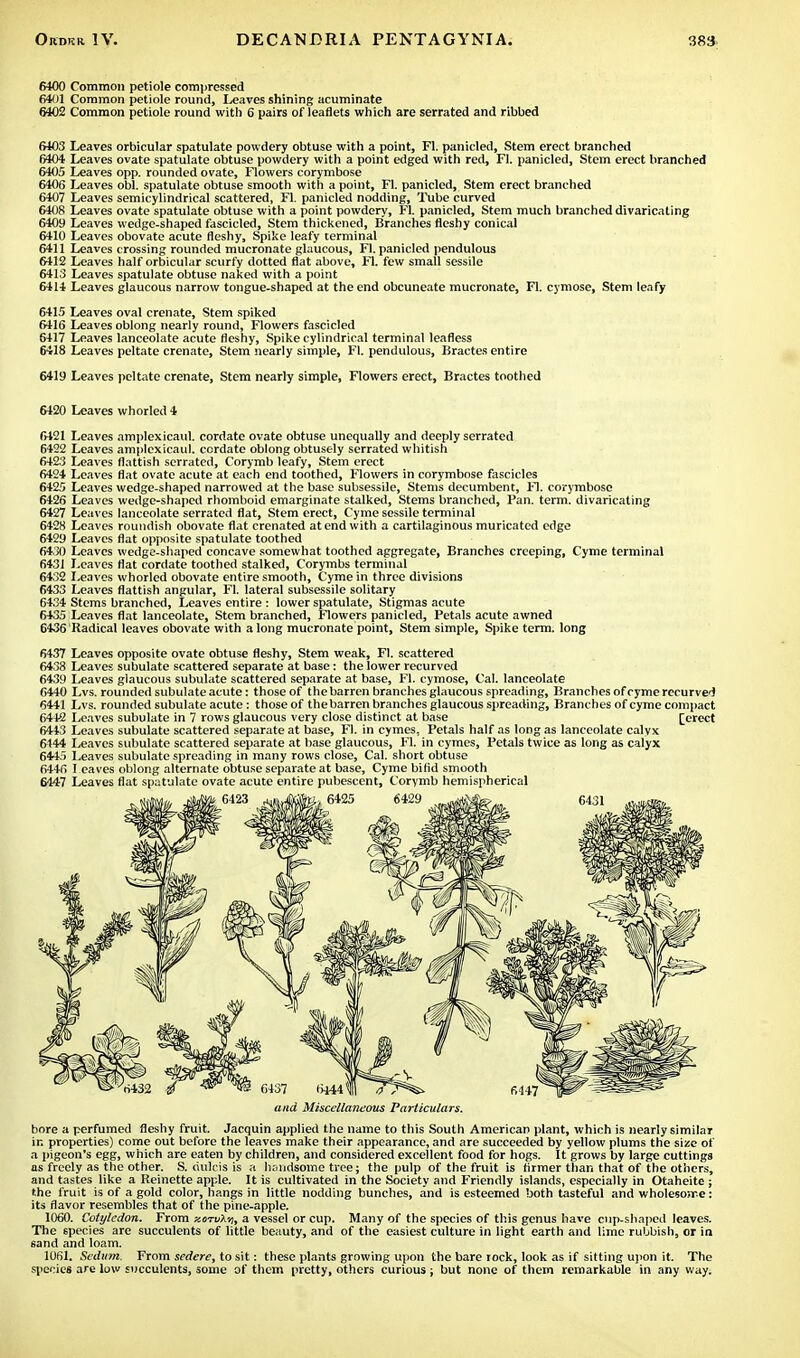 6100 Common petiole compressed 6401 Common petiole round, Leaves shining acuminate 6402 Common petiole round with 6 pairs of leaflets which are serrated and ribbed 6403 Leaves orbicular spatulate powdery obtuse with a point, Fl. panicled, Stem erect branched 6404 Leaves ovate spatulate obtuse powdery with a point edged with red, Fl. panicled, Stem erect branched 6405 Leaves opp. rounded ovate, Flowers corymbose 6406 Leaves obi. spatulate obtuse smooth with a point, Fl. panicled, Stem erect branched 6407 Leaves semicylindrical scattered, Fl. panicled nodding, Tube curved 6408 Leaves ovate spatulate obtuse with a point powdery, FL panicled, Stem much branched divaricating 6409 Leaves wedge-shaped fascicled, Stem thickened, Branches fleshy conical 6410 Leaves obovate acute fleshy, Spike leafy terminal 6411 Leaves crossing rounded mucronate glaucous, Fl. panicled pendulous 6412 Leaves half orbicular scurfy dotted flat above, Fl. few small sessile 6413 Leaves spatulate obtuse naked with a point 6414 Leaves glaucous narrow tongue-shaped at the end obcuneate mucronate, Fl. cymose, Stem leafy 6415 Leaves oval crenate, Stem spiked 6416 Leaves oblong nearly round, Flowers fascicled 6417 Leaves lanceolate acute fleshy, Spike cylindrical terminal leafless 6418 Leaves peltate crenate, Stem nearly simple, Fl. pendulous, Bractes entire 6419 Leaves peltate crenate, Stem nearly simple, Flowers erect, Bractes toothed 6420 Leaves whorled 4 6421 Leaves amplexicaul. cordate ovate obtuse unequally and deeply serrated 6422 Leaves amplexicaul. cordate oblong obtusely serrated whitish 6423 Leaves flatfish serrated, Corymb leafy, Stem erect 6424 Leaves flat ovate acute at each end toothed, Flowers in corymbose fascicles 6425 Leaves wedge-shaped narrowed at the base subsessile, Stems decumbent, Fl. corymbose 6426 Leaves wedge-shaped rhomboid emarginate stalked, Stems branched, Pan. term, divaricating 6427 Leaves lanceolate serrated flat, Stem erect, Cyme sessile terminal 6428 Leaves roundish obovate flat crenated at end with a cartilaginous muricated edge 6429 Leaves flat opposite spatulate toothed 6430 Leaves wedge-shaped concave somewhat toothed aggregate, Branches creeping, Cyme terminal 6431 Leaves flat cordate toothed stalked, Corymbs terminal 6432 Leaves whorled obovate entire smooth, Cyme in three divisions 6433 Leaves flatfish angular, Fl. lateral subsessile solitary 6434 Stems branched, Leaves entire : lower spatulate, Stigmas acute 6435 Leaves flat lanceolate, Stem branched, Flowers panicled, Petals acute awned 6436 Radical leaves obovate with along mucronate point, Stem simple, Spike term, long 6437 Leaves opposite ovate obtuse fleshy, Stem weak, Fl. scattered 6438 Leaves subulate scattered separate at base: the lower recurved 6439 Leaves glaucous subulate scattered separate at base, Fl. cymose, Cal. lanceolate 6440 Lvs. rounded subulate acute: those of the barren branches glaucous spreading, Branches of cyme recurved 6441 Lvs. rounded subulate acute: those of thebarren branches glaucous spreading, Branches of cyme compact 6442 Leaves subulate in 7 rows glaucous very close distinct at base [erect 6443 Leaves subulate scattered separate at base, Fl. in cymes. Petals half as long as lanceolate calyx 6144 Leaves subulate scattered separate at base glaucous, Fl. in cymes, Petals twice as long as calyx 6445 Leaves subulate spreading in many rows close, Cal. short obtuse 6446 I eaves oblong alternate obtuse separate at base, Cyme bifid smooth 6447 Leaves flat spatulate ovate acute entire pubescent, Corymb hemispherical and Miscellaneous Particulars. bore a perfumed fleshy fruit. Jacquin applied the name to this South American plant, which is nearly similar in properties) come out before the leaves make their appearance, and are succeeded by yellow plums the size of a pigeon's egg, which are eaten by children, and considered excellent food for hogs. It grows by large cuttings as freely as the other. S. dulcis is a handsome tree; the pulp of the fruit is firmer than that of the others, and tastes like a Reinette apple. It is cultivated in the Society and Friendly islands, especially in Otaheite; the fruit is of a gold color, hangs in little nodding bunches, and is esteemed both tasteful and wholesorre: its flavor resembles that of the pine-apple. 1060. Cotyledon. From zotv\-/i, a vessel or cup. Many of the species of this genus have cup-shaped leaves. The species are succulents of little beauty, and of the easiest culture in light earth and lime rubbish, or in sand and loam. 1061. Seditm. From sedere, to sit: these plants growing upon the bare lock, look as if sitting upon it. The species are low succulents, some of them pretty, others curious; but none of them remarkable in any way.