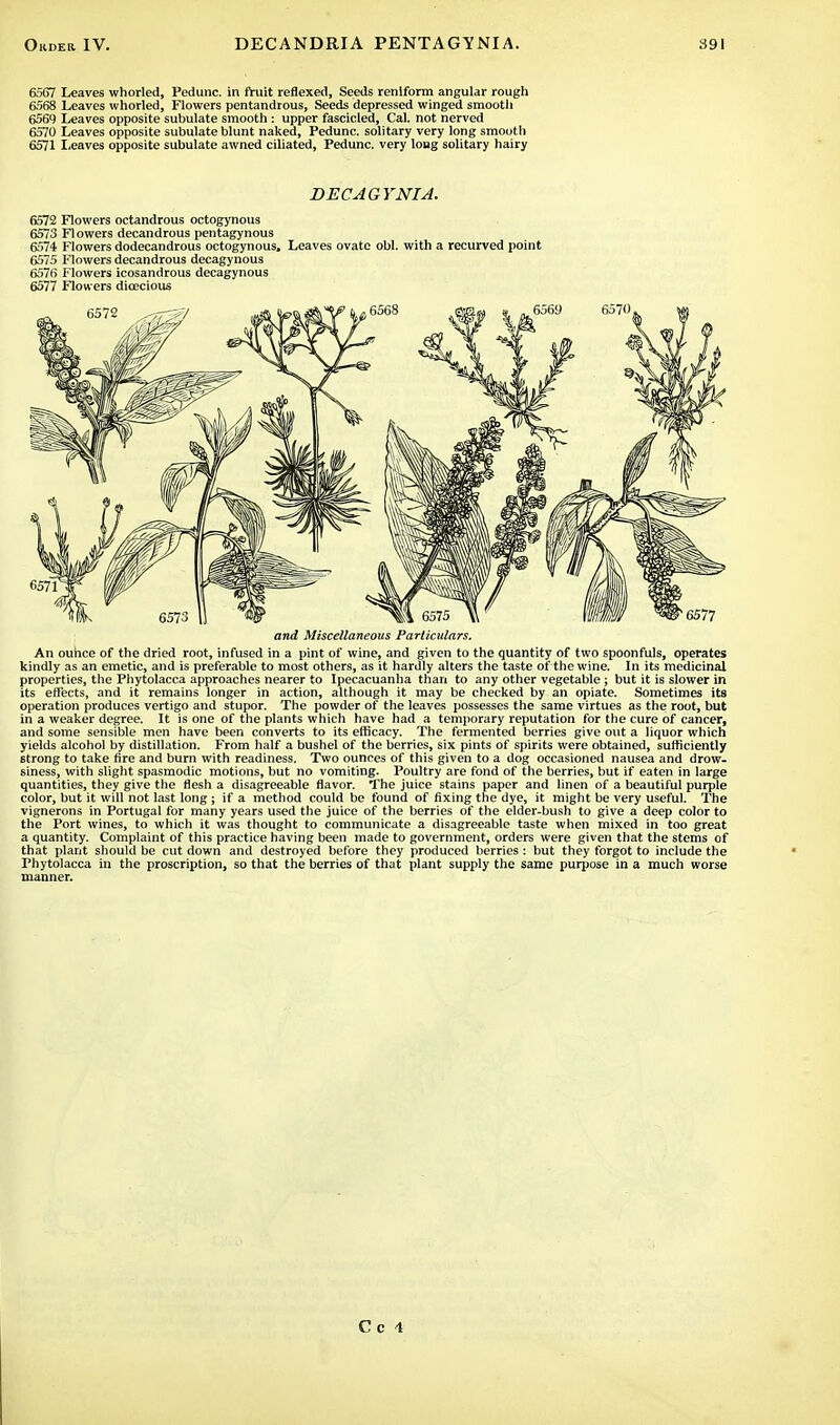 6567 Leaves whorled, Pedunc. in fruit reflexed, Seeds renlform angular rough 6568 Leaves whorled, Flowers pentandrous, Seeds depressed winged smooth 6569 Leaves opposite subulate smooth : upper fascicled, Cal. not nerved 6570 Leaves opposite subulate blunt naked, Pedunc. solitary very long smooth 6571 Leaves opposite subulate awned ciliated, Pedunc. very long solitary hairy DECAGYNIA. 6572 Flowers octandrous octogynous 6573 Flowers decandrous pentagynous 6574 Flowers dodecandrous octogynous. Leaves ovate obi. with a recurved point 6575 Flowers decandrous decagynous 6576 Flowers icosandrous decagynous 6577 Flowers dioecious and Miscellaneous Particulars. An ounce of the dried root, infused in a pint of wine, and given to the quantity of two spoonfuls, operates kindly as an emetic, and is preferable to most others, as it hardly alters the taste of the wine. In its medicinal properties, the Phytolacca approaches nearer to Ipecacuanha than to any other vegetable; but it is slower in its effects, and it remains longer in action, although it may be checked by an opiate. Sometimes its operation produces vertigo and stupor. The powder of the leaves possesses the same virtues as the root, but in a weaker degree. It is one of the plants which have had a temporary reputation for the cure of cancer, and some sensible men have been converts to its efficacy. The fermented berries give out a liquor which yields alcohol by distillation. From half a bushel of the berries, six pints of spirits were obtained, sufficiently strong to take fire and burn with readiness. Two ounces of this given to a dog occasioned nausea and drow- siness, with slight spasmodic motions, but no vomiting. Poultry are fond of the berries, but if eaten in large quantities, they give the flesh a disagreeable flavor. The juice stains paper and linen of a beautiful purple color, but it will not last long; if a method could be found of fixing the dye, it might be very useful. The vignerons in Portugal for many years used the juice of the berries of the elder-bush to give a deep color to the Port wines, to which it was thought to communicate a disagreeable taste when mixed in too great a quantity. Complaint of this practice having been made to government, orders were given that the stems of that plant should be cut down and destroyed before they produced berries : but they forgot to include the Phytolacca in the proscription, so that the berries of that plant supply the same purpose in a much worse manner. Cc 4