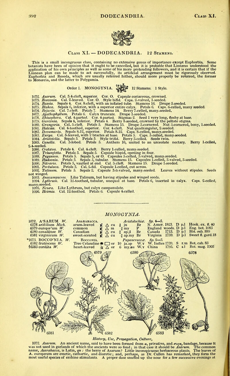 Class XI. — DODECANDRIA. 12 Stamens. This is a small incongruous class, containing no extensive genus of importance except Euphorbia. Some botanists have been of opinion that it ought to be cancelled, but it is probable that Linnaeus understood the application of his own principles as well as some of his more pretending followers, and it is certain that if the Linnean plan can be made to act successfully, its artificial arrangement must be rigorously observed. Euphorbia and Reseda, which are usually referred hither, should more properly be referred, the former to Moncecia, and the latter to Polygamia. Order 1. MONOGYNI A. 12 Stamens. 1 Style. 1072. Asarum. Cal. 3-4-cleft, superior. Cor. O. Capsule coriaceous, crowned. 1073: Bocconia. Cal. 2-leaved. Cor. O. Style bifid. Caps. 2-valved, 1-seeded. 1074. Bassia. Sepals 4. Cor. 8-cleft, with an inflated tube. Stamens 16. Drupe 5-seeded. 1075. Blakea. Sepals fi, inferior, with a superior entire calyx. Petals 6. Caps. 6-celled, many seeded. 1076. Bejaria. Cal. 7-cleft. Petals 7. Stamens 14. Berry 7-celled, many-seeded. 1077. Agathophyllum. Petals 6. Calyx truncate. Drupe 1-seeded. 1078. Ithixophora. Cal. 4-parted. Cor. 4-parted. Stigmas 2. Seed 1 very long, fleshy at base. 1079. Garcinia. Sepals 4, inferior. Petals 4. Berry 8-seeded, crowned by the peltate stigma. 1080. Grangeria. Cal. 5-cleft. Petals 5. Stamens 15. Drupe 3-cornered. Nut 3-cornered, bony, 1-seeded. 1081. Halesia. Cal. 4-toothed, superior. Cor. 4-cleft. Nut quadrangular, 2-seeded. 1082. Decumaria. Sepals 8-12, superior. Petals 8-12. Caps. 8-celled, many-seeded. 1083. Eurya. Cal. 5-leaved, with 2 bractes at base. Petals 5. Caps. 5-celled, many-seeded. 1084. Aristotelia. Sepals 5. Petals 5. Style trifld. Berry 3-celled. Seeds twin. 1085. Canella. Cal. 3-lobed. Petals 5. Anthers 16, united to an urceolate nectary. Berry 1-celled, 2-4-seeded. 1086. Cratceva. Petals 4. Cal. 4-cleft. Berry 1-celled, many-seeded. 1087. Triumfetta. Petals 5. Sepals 5. Capsule hispid, opening in four. 1088. Peganum. Petals 5. Sepals 5, or O. Capsules 5-celled, 3-valved, many-seeded. 1089. Hudsonia. Petals 5. Sepals 3, tubular. Stamens 15. Capsules 1-celled, 3-valved, 3-seeded. 1090. Nitraria. Petals 5, vaulted at end. Cal. 5-cleft. Stamens 15. Drupe 1-seeded. 1091. Poitulaca. Petals 5. Cal. 2-fid. Capsule 1-celled, cut across. 1092. Talinum. Petals 5. Sepals 2. Capsule 3-6-valved, many-seeded. Leaves without stipules. Seeds not winged. 1093. Anacampseros. Like Talinum, but having stipules and winged seeds. 1094. Lythrum. Cal. 12-toothed, tubular, unequal at base. Petals 6, inserted in calyx. Caps. 2-celled, many-seeded. 1095. Nescea. Like Lythrum, but calyx campanulate. 1096. Heimia. CaL 12-toothed. Petals 6. Capsule 4-celled. MONOGYNIA. 1072. A'SARUM. W. 6578 arifulium Mich. 6579 curopse'um W. 6580 canadense W. 6581 virginicum IV. *1073. BOCCO'NIA. W. 6582 frutescens IV. §6583cordata W. ASARABACCA. arum-leaved common Canadian sweet-scented Bocconia. A cu A m A cu A cu Aristolochice. i jn Br f my P f ap.jl Br | ap.my Br PapaveraceiE. Tree Celandine * □ or 10 ja.ap W.y heart-leaved ^ A or 6 my.au W.y Sp. 4—5. N. Amer. 1823. D p.l Hook. ex. fl. 40 England woods. D p.l Eng. bot. 1083 Canada 1713. D p.l Bbt. oab. 889 Virginia 1759. D p.l Sweet fl. gard. 18 S/>.2—3. S r.m Bot. cab. 83 C 8.1 Bot. mag. 1905 Sp.' W. I . Indies 1739. China 1795. 6582 History, Use, Propagation, Culture, 1072. Asarum. An ancient name, said to have been formed from «, privative, and mira, bandage, because It was not used in garlands of which the ancients were so fond; in that case it should be Asarum. The common name, Asarabacca, is Latin, qu : the berry of Asarum ? Little inconspicuous herbaceous plants. The leaves of A. europseum are emetic, cathartic, and diuretic; and, perhaps, as Dr. Cullen has remarked, they form the most useful species of errhine stimulants. A proper dose snuffed up the nose for a few successive evenings at