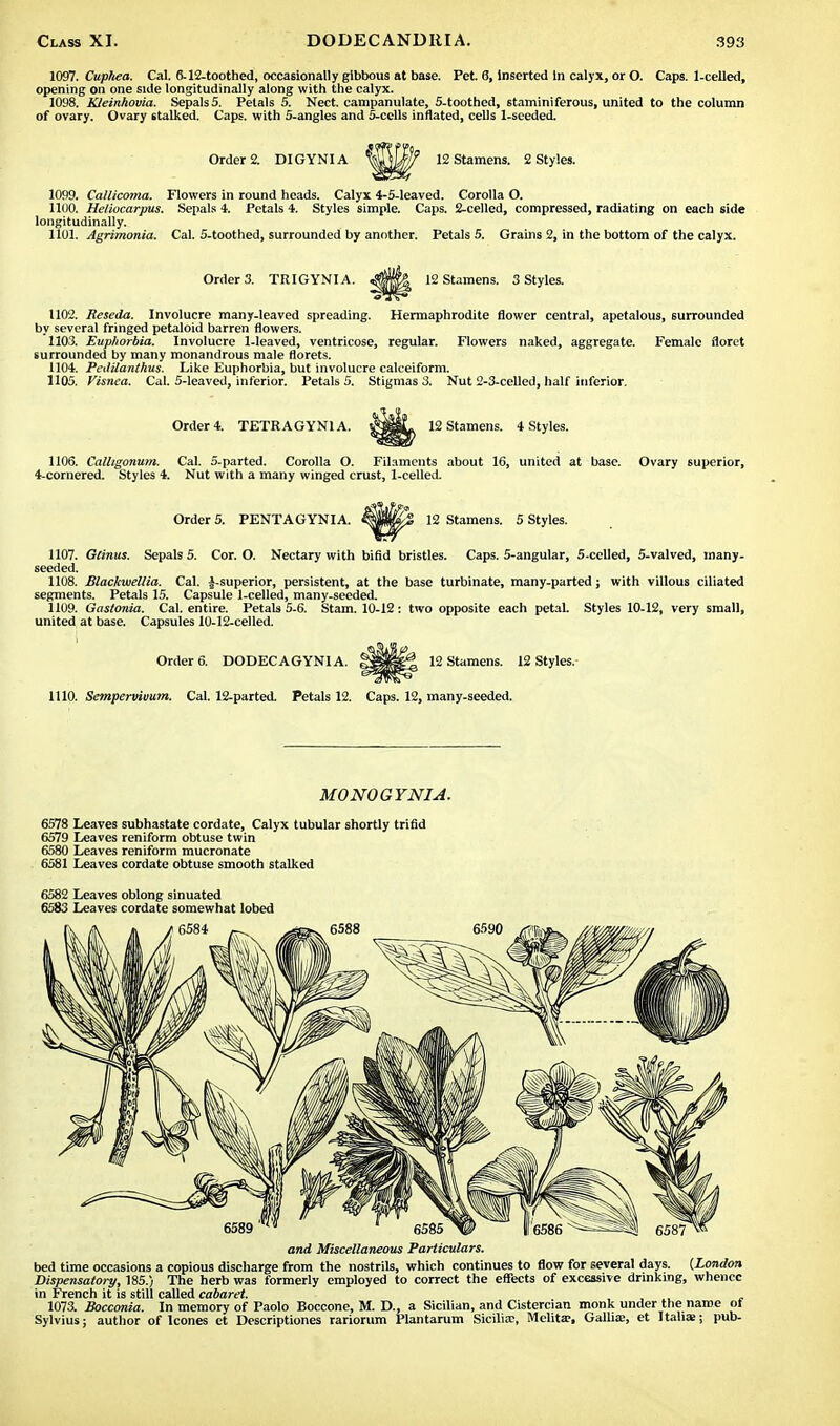 1097. Cupttea. Cal. 6-12-toothed, occasionally gibbous at base. Pet. 6, inserted in calyx, or O. Caps. 1-celled, opening on one side longitudinally along with the calyx. 1098. Kleinhovia. Sepals 5. Petals 5. Nect. campanulate, 5-toothed, staminiferous, united to the column of ovary. Ovary stalked. Caps, with 5-angles and 5-cclls inflated, cells 1-seeded. Order 2. DIGYNIA Wffi? 12 Stamens. 2 Styles. 1099. Callicoma. Flowers in round heads. Calyx 4-5-leaved. Corolla O. 1100. Heliocarpus. Sepals 4. Petals 4. Styles simple. Caps. 2-celled, compressed, radiating on each side longitudinally. 1101. Agrimonia. Cal. 5-toothed, surrounded by another. Petals 5. Grains 2, in the bottom of the calyx. Order 3. TRIGYNI A. 12 Stamens. 3 Styles. 1102. Reseda. Involucre many-leaved spreading. Hermaphrodite flower central, apetalous, surrounded by several fringed petaloid barren flowers. 1103. Euphorbia. Involucre 1-leaved, ventricose, regular. Flowers naked, aggregate. Female floret surrounded by many monandrous male florets. 1104. Pedilanthus. Like Euphorbia, but involucre calceiform. 1105. Visnea. Cal. 5-leaved, inferior. Petals 5. Stigmas 3. Nut 2-3-celled, half inferior. Order 4. TETRAGYN1A. 12 Stamens. 4 Styles. 1106. Calhgonum. Cal. 5-parted. Corolla O. Filaments about 16, united at base. Ovary superior, 4-cornered. Styles 4. Nut with a many winged crust, 1-celled. Order 5. PENTAGYNIA. 12 Stamens. 5 Styles. 1107. Gtinus. Sepals 5. Cor. O. Nectary with bifid bristles. Caps. 5-angular, 5-celled, 5-valved, many- seeded. 1108. Blackwellia. Cal. J-superior, persistent, at the base turbinate, many-parted; with villous ciliated segments. Petals 15. Capsule 1-celled, many-seeded. 1109. Gastonia. Cal. entire. Petals 5-6. stain. 10-12: two opposite each petal. Styles 10-12, very small, united at base. Capsules 10-12-celled. Order 6. DODECAGYNIA. 12 Stamens. 12 Styles. 1110. Sempervivum. Cal. 12-parted. Petals 12. Caps. 12, many-seeded. MONOGYNIA. 6578 Leaves subhastate cordate, Calyx tubular shortly trifid 6579 Leaves reniform obtuse twin 6580 Leaves reniform mucronate 6581 Leaves cordate obtuse smooth stalked 6582 Leaves oblong sinuated 6583 Leaves cordate somewhat lobed and Miscellaneous Particulars. bed time occasions a copious discharge from the nostrils, which continues to flow for several days. (London Dispensatory, 185.) The herb was formerly employed to correct the effects of excessive drinking, whence in French it is still called cabaret. 1073. Bocconia. In memory of Paolo Boccone, M. D., a Sicilian, and Cistercian monk under the name of Sylvius; author of Icones et Descriptiones rariorum Plantarum Sicilian, Mclita?, Gallia;, et Italia*; pub-