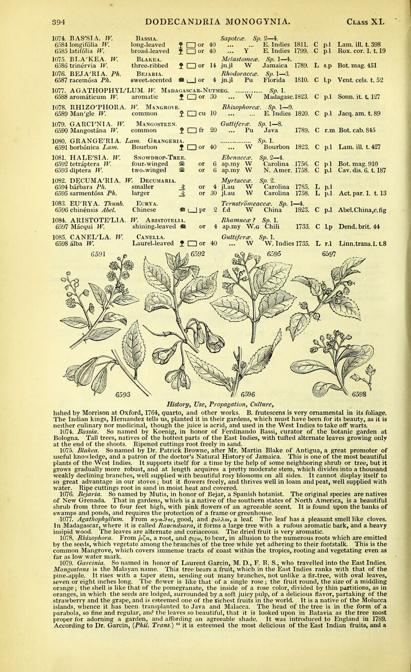 1074. BAS'SIA. W. 6584 longifolia TV. 6585 latifolia W. 1075. BLA'KEA. W. 6586 trinervia W. 1076. BEJA'RI A. Ph. 6587 racemosa Ph. Bassia. Sapotece. Sp. 2—I. long-leaved £ □ or 40 E. Indies 1811. broad-leaved 1 O or 40 ... Y E. Indies 1799. Blakea. Melastomeis. Sp. 1—4. three-ribbed $ □ or 14 jn.jl W Jamaica 1789. Bejaria. Rhodoracece. Sp. 1—3. sweet-scented <t i | or 4 jn.jl Pu Florida 1810. 1077. AGATHOPHYL'LUM. W. Madagascar-Nutmeg Sp. 1. 6588 aromaticum W. 1078. 6589 1079. 6590 1080. 6591 1081. 6592 6593 RHIZO'PHORA. Man'gle W. GARCI'NIA. W. Mangostana W. aromatic i CZ] or W. Mangrove. common J □ cu Mangosteen. common J □ fr 30 W Madagasc.1823. Rh'tmphorecc. Sp. 1—9. E. Indies 1820. Guttiferce. ... Pu GRANGE'RIA. Lam. Grangeria. borbonica Lam. Bourbon J □ or HALE'SI A. W. Snowdrop-Tree. tetraptera IV. four-winged 3£ or diptera W. two-winged S£ or 1082. DECUMA'RIA. W. Decumaria. 6594 6595 ■ barbara Ph. i sarmentosa Ph. K) ... W Ebenacece. 6 ap.my W 6 ap.my W Myrtaccce. Sp. 1—8. Java Sp. 1. Bourbon 1789. 1823. Sp. 2—4. Carolina 175R. N. Amer. 1758. Sp. 2. Carolina Carolina 1785. 1758. or 4 jl.au or 30 jl.au Ternstromeacece. Sp. 1—4. f.d W China 1823. C p.l Lam. ill. t. 398 C p.l Rox. cor. 1.1.19 L s.p Bot. mag. 451 C l.p Vent. eels. t. 52 C p.l Sonn. it. 1127 C p.l Jacq. am. t. 89 C r.m Bot. cab. 845 C p.l Lam. ia t. 427 C p i Bot. mag. 910 C p.l Cav. dis. 6. 1.187 L p.l L p.l Act. par. 1. 1.13 C p.l Abel. China.c. fig C Lp Dend.brit. 44 L r.l I.inn.trans. 1.1.8 6597 History, Use, Propagation, Culture, hshed by Morrison at Oxford, 1764, quarto, and other works. B. frutescens is very ornamental in its foliage. The Indian kings, Hernandez tells us, planted it in their gardens, which must have been for its beauty, as it is neither culinary nor medicinal, though the juice is acrid, and used in the West Indies to take off warts. 1074. Bassia. So named by Koenig, in honor of Ferdinando Bassi, curator of the botanic garden at Bologna. Tall trees, natives of the hottest parts of the East Indies, with tufted alternate leaves growing only at the end of the shoots. Ripened cuttings root freely in sand. 1075. Blakea. So named by Dr. Patrick Browne, after Mr. Martin Blake of Antigua, a great promoter of useful knowledge, and a patron of the doctor's Natural History of Jamaica. This is one of the most beautiful plants of the West Indies. It supports itself for a time by the help of some neighboring shrub or tree, but it grows gradually more robust, and at length acquires a pretty moderate stem, which divides into a thousand weakly declining branches, well supplied with beautiful rosy blossoms on all sides. It cannot display itself to so great advantage in our stoves; but it flowers freely, and thrives well in loam and peat, well supplied with water. Ripe cuttings root in sand in moist heat and covered. 1076. Bejaria. So named by Mutis, in honor of Bejar, a Spanish botanist. The original species are natives of New Grenada. That in gardens, which is a native of the southern states of North America, is a beautiful shrub from three to four feet high, with pink flowers of an agreeable scent. It is found upon the banks of swamps and ponds, and requires the protection of a frame or greenhouse. 1077. Agathophyllum. From ayaS-o;, good, and <pvk\w, a leaf. The leaf has a pleasant smell like cloves. In Madagascar, where it is called Ravendsara, it forms a large tree with a rufous aromatic bark, and a heavy insipid wood. The leaves are alternate and coriaceous. The dried fruit is very aromatic. 1078. Rhixophora. From pi^a, a root, and <pi%w, to bear, in allusion to the numerous roots which are emitted by the seeds, which vegetate among the branches of the tree while yet adhering to their footstalk. This is the common Mangrove, which covers immense tracts of coast within the tropics, rooting and vegetating even as far as low water mark. 1079. Garcinia. So named in honor of Laurent Garcin, M. D., F. R. S., who travelled into the East Indies. Mangostans is the Malayan name. This tree bears a fruit, which in the East Indies ranks with that of the pine-apple. It rises with a taper stem, sending out many branches, not unlike a fir-tree, with oval leaves, seven or eight inches long. The flower is like that of a single rose; the fruit round, the size of a middling orange; the shell is like that of the pomegranate, the inside of a rose color, divided by thin partitions, as in oranges, in which the seeds are lodged, surrounded by a soft juicy pulp, of a delicious flavor, partaking of the strawberry and the grape, and is esteemed one of the richest fruits in the world. It is a native of the Molucca islands, whence it has been transplanted to Java and Malacca. The head of the tree is in the form of a parabola, so fine and regular, and the leaves so beautiful, that it is looked upon in Batavia as the tree most proper for adorning a garden, and affording an agreeable shade. It was introduced to England in 1789. According to Dr. Garcin, (Phil. Trans.)  it is esteemed the most delicious of the East Indian fruits, and a