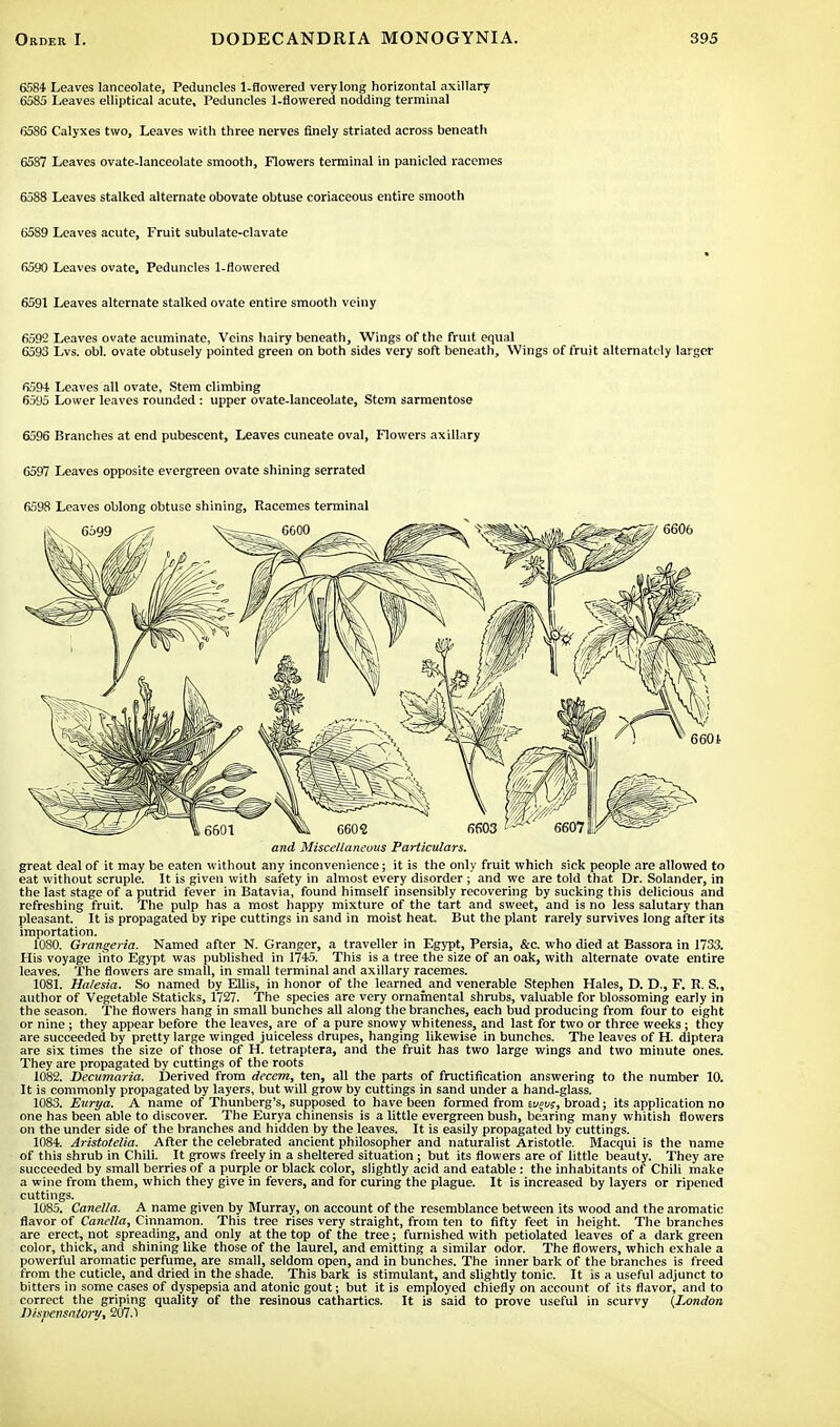 6584 Leaves lanceolate, Peduncles 1-flowered very long horizontal axillary 6585 Leaves elliptical acute. Peduncles 1-flowered nodding terminal 6586 Calyxes two, Leaves with three nerves finely striated across beneath 6587 Leaves ovate-lanceolate smooth, Flowers terminal in panicled racemes 6588 Leaves stalked alternate obovate obtuse coriaceous entire smooth 6589 Leaves acute, Fruit subulate-clavate 6590 Leaves ovate, Peduncles 1-flowered 6591 Leaves alternate stalked ovate entire smooth veiny 6592 Leaves ovate acuminate, Veins hairy beneath, Wings of the fruit equal 6593 Lvs. obi. ovate obtusely pointed green on both sides very soft beneath, Wings of fruit alternately larger 6594 Leaves all ovate, Stem climbing 6595 Lower leaves rounded : upper ovate-lanceolate, Stem sarmentose 6596 Branches at end pubescent, Leaves cuneate oval, Flowers axillary 6597 Leaves opposite evergreen ovate shining serrated 6598 Leaves oblong obtuse shining, Racemes terminal and Miscellaneous Particulars. great deal of it may be eaten without any inconvenience; it is the only fruit which sick people are allowed to eat without scruple. It is given with safety in almost every disorder; and we are told that Dr. Solander, in the last stage of a putrid fever in Batavia, found himself insensibly recovering by sucking this delicious and refreshing fruit. The pulp has a most happy mixture of the tart and sweet, and is no less salutary than pleasant. It is propagated by ripe cuttings in sand in moist heat. But the plant rarely survives long after its importation. 1080. Grangeria. Named after N. Granger, a traveller in Egypt, Persia, &c. who died at Bassora in 1733. His voyage into Egypt was published in 1745. This is a tree the size of an oak, with alternate ovate entire leaves. The flowers are small, in small terminal and axillary racemes. 1081. Halesia. So named by Ellis, in honor of the learned^ and venerable Stephen Hales, D. D., F. R. S., author of Vegetable Staticks, 1727. The species are very ornamental shrubs, valuable for blossoming early in the season. The flowers hang in small bunches all along the branches, each bud producing from four to eight or nine; they appear before the leaves, are of a pure snowy whiteness, and last for two or three weeks; they are succeeded by pretty large winged juiceless drupes, hanging likewise in bunches. The leaves of H. diptera are six times the size of those of H. tetraptera, and the fruit has two large wings and two minute ones. They are propagated by cuttings of the roots 1082. Decumaria. Derived from decern, ten, all the parts of fructification answering to the number 10. It is commonly propagated by layers, but will grow by cuttings in sand under a hand-glass. 1083. Eurya. A name of Thunberg's, supposed to have been formed from weus, broad; its application no one has been able to discover. The Eurya chinensis is a little evergreen bush, bearing many whitish flowers on the under side of the branches and hidden by the leaves. It is easily propagated by cuttings. 1084. Aristotelia. After the celebrated ancient philosopher and naturalist Aristotle. Macqui is the name of this shrub in Chili. It grows freely in a sheltered situation; but its flowers are of little beauty. They are succeeded by small berries of a purple or black color, slightly acid and eatable : the inhabitants of Chili make a wine from them, which they give in fevers, and for curing the plague. It is increased by layers or ripened cuttings. 1085. Canella, A name given by Murray, on account of the resemblance between its wood and the aromatic flavor of Canella, Cinnamon. This tree rises very straight, from ten to fifty feet in height. The branches are erect, not spreading, and only at the top of the tree; furnished with petiolated leaves of a dark green color, thick, and shining like those of the laurel, and emitting a similar odor. The flowers, which exhale a powerful aromatic perfume, are small, seldom open, and in bunches. The inner bark of the branches is freed from the cuticle, and dried in the shade. This bark is stimulant, and slightly tonic. It is a useful adjunct to bitters in some cases of dyspepsia and atonic gout; but it is employed chiefly on account of its flavor, and to correct the griping quality of the resinous cathartics. It is said to prove useful in scurvy (London Dispensatory, 207.1