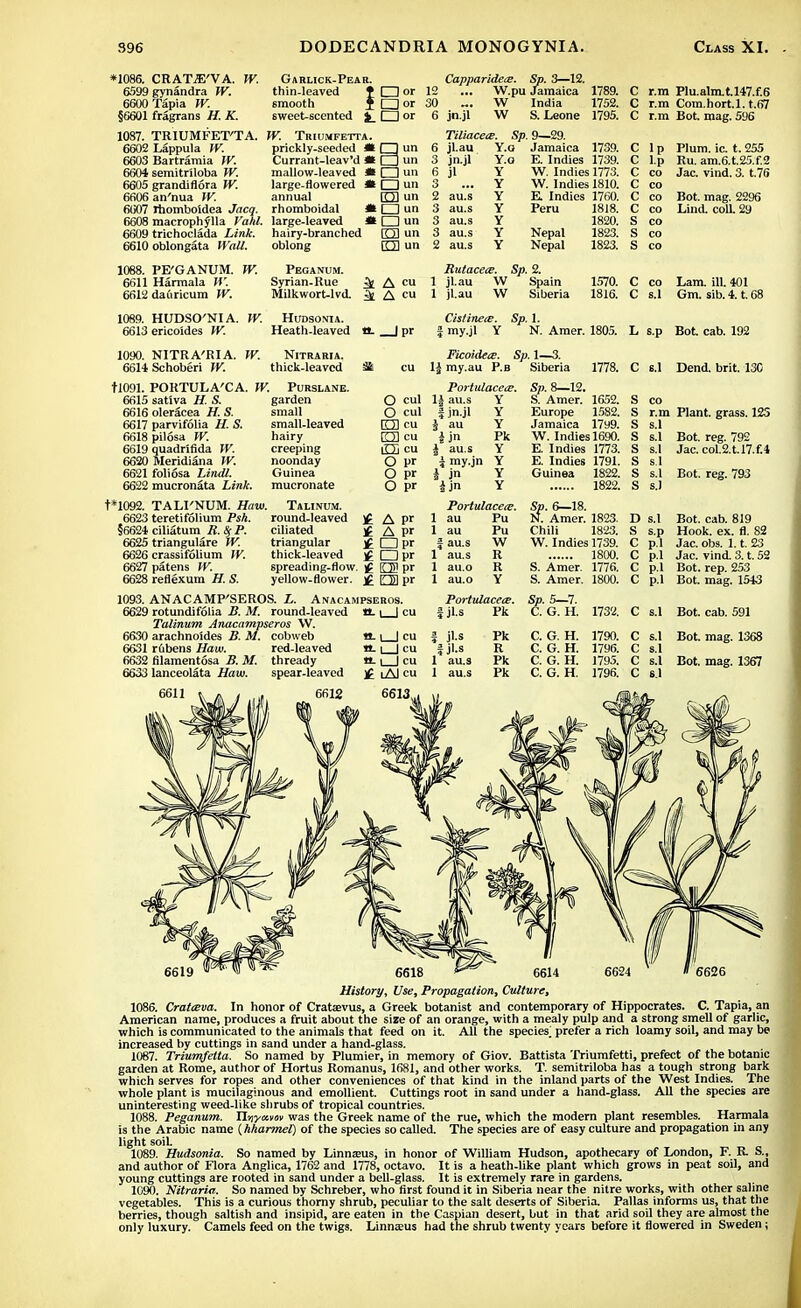 *1086. CRATJE'VA. W. Garlick-Pear. Capparidece. Sp. 3—12. 6599 gynandra W. thin-leaved t O or 12 ... W.pu Jamaica 1789. 6600 Tapia W. smooth f □ or 30 ~. W India 1752. §6601 fragrans H. K. sweet-scented J[_ □ or 6 jn.jl W S. Leone 1795. C r.m Plu.alm.t.l47.f.6 C r.m Com.hort.l. t,67 C r.m Bot. mag. 596 1087. TRIUMFET'TA. 6602 Lappula W. 6603 Bartramia W. 6604 semitriloba W. 6605 grandiftora W. 6606an'nua W. 6607 rhomboidea Jacq. 6608 macrophylla Vahl. 6609 trichoclada Link. 6610 oblongata Wall. 1088. PE'GANUM. W. 6611 Harmala W, 6612 daftricum W. W. Triumfetta. prickly-seeded * Currant-leav'd * mallow-leaved II large-flowered * annual rhomboidal * large-leaved * hairy-branched oblong Peganum. Syrian-Rue ^ Milkwort-lvd. TiliacecE. Sp. 9—2 A cu 1089. HUDSO'NIA. 6613 ericoides W. IV. Hudsonia. Heath-leaved tt. _|pr 1090. NITRA'RIA. W. Nitraria. 6614 Schoberi W. thick-leaved ^ t!091. PORTULA'CA. W. Purslane. 5 jl.au Y.o Jamaica 1739. Q 1 n 1 P I J llll). H . 1. ZOO 3 jn.jl Y.a E. Indies 1739. C lp Ru. am.6.t.25.f.2 6 jl Y W. Indies 1773. C CO Jac. vind. 3. t.76 Y W. Indies 1810. (j 2 au.s Y E. Indies 1760. c CO Bot. mag. 2296 3 au.s Y Peru 1818. c CO Lind. coll. 29 3 au.s Y 1820. s 3 au.s Y Nepal 1823. s CO 2 au.s Y Nepal 1823. s CO Rutaceis. Sp. 2. 1 jl.au vv Spain 1570. c CO Lam. ill. 401 1 jl.au w Siberia 1816. c S.1 Gm. sib. 4. t. 68 CistinetB. Sp. 1. my.jl Y N. Amer. 1805. L S.p Bot. cab. 192 Ficoidete. Sp. 1—3. 1£ my.au P.B Siberia 1778. c 6.1 Dend. brit. 13G 6615 sativa H. S. 6616 oleracea H. S. 6617 parvifolia H. S. 6618 pilosa W. 6619 quadrifida W. 6620 Meridiana W. 6621 foliosa Lindl. 6622 mucronata Link. garden small small-leaved hairy creeping noonday Guinea mucronate O cul O cul rm cu rm cu iTTi cu O pr O pr O pr PoHulacece. \\ au.s Y i jn-jl J au i jn i au.s i my.jn I jn i jn Y Y Pk Y Y Y Y t*1092. TALI'NUM. Haw. Talinum 6623 teretifolium Psh. §6624 ciliatum R.&P. 6625 triangulare W. 6626 crassifolium W. 6627 patens W. 6628 reflexum H. S. round-leaved £ A pr ciliated £ A pr triangular ]£ □ pr thick-leaved ]£ □ pr spreading-flow. ]g (QD pr yellow-flower, Ol pr Portulacere. 1 au 1 au f au.s 1 au.s 1 au.o 1 au.o Pu Pu W R R Y 1093. ANACAMP'SEROS. L. Anacampseros. 6629 rotundifolia B. M. round-leaved a. i_J cu Talinum Anacampseros W. 6630 arachnoides B. M. cobweb «. i | cu 6631 r6bens Haw. red-leaved «. i | cu 6632 filamentosa B. M. thready tt- \ | cu 6633 lanceolata Haw. spear-leaved ]£ iAl cu Potiulacece. f jl.s Pk | jl.s Pk fjl.s R 1 au.s Pk 1 au.s Pk Sp. 8—12. S. Amer. 1652. Europe 1582. Jamaica 17y9. W. Indies 1690. E. Indies 1773. E. Indies 1791. Guinea 1822. 1822. Sp. 6—18. N. Amer. 1823. Chili 1823. W. Indies 1739. 1800. S. Amer. 1776. S. Amer. 1800. Sp. 5—7. C. G. H. 1732. C. G. H. 1790. C. G. H. 1796. C. G. H. 1795. C. G. H. 1796. r.m Plant, grass. 123 s.l s.l Bot. reg. 792 s.l Jac. coL2.t.l7.f.4 s.l Bot. reg. 793 s.l D s.l S s.p Bot. cab. 819 Hook. ex. fl. 82 Jac. obs. 1.1. 23 Jac. vind. 3. t. 52 Bot. rep. 253 Bot. mag. 1543 C s.l Bot. cab. 591 C s.l Bot. mag. 1368 C s.l C s.l Bot. mag. 1367 C s.l 6611 6612 6613 6619 6618 6614 6624 6626 History, Use, Propagation, Culture, 1086. Crattsva. In honor of Cratsvus, a Greek botanist and contemporary of Hippocrates. C. Tapia, an American name, produces a fruit about the size of an orange, with a mealy pulp and a strong smell of garlic, which is communicated to the animals that feed on it. All the species; prefer a rich loamy soil, and may be increased by cuttings in sand under a hand-glass. 1087. Triumfetta. So named by Plumier, in memory of Giov. Battista Triumfetti, prefect of the botanic garden at Rome, author of Hortus Romanus, 1681, and other works. T. semitriloba has a tough strong bark which serves for ropes and other conveniences of that kind in the inland parts of the West Indies. The whole plant is mucilaginous and emollient. Cuttings root in sand under a hand-glass. All the species are uninteresting weed-like shrubs of tropical countries. 1088. Peganum. Th\yavm was the Greek name of the rue, which the modern plant resembles. Harmala is the Arabic name (hharmel) of the species so called. The species are of easy culture and propagation in any light soiL 1089. Hudsonia. So named by Linnjeus, in honor of William Hudson, apothecary of London, F. R. S., and author of Flora Anglica, 1762 and 1778, octavo. It is a heath-like plant which grows in peat soil, and young cuttings are rooted in sand under a bell-glass. It is extremely rare in gardens. 1090. Nitraria. So named by Schreber, who first found it in Siberia near the nitre works, with other saline vegetables. This is a curious thorny shrub, peculiar to the salt deserts of Siberia. Pallas informs us, that the berries, though saltish and insipid, are eaten in the Caspian desert, but in that arid soil they are almost the only luxury. Camels feed on the twigs. Linnsus had the shrub twenty years before it flowered in Sweden;