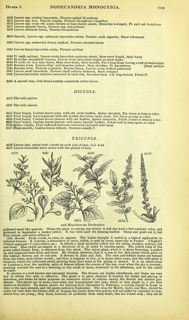 6634 Leaves opp. cordate lanceolate, Flowers spiked 12-androus 6635 Leaves opp. lane. Panicle virgate, Flowers 12-androus 3 together 6636 Leaves opp. ovate obi. acute cordate at base closely sessile, Branches 4-winged, Fl. axil. sol. 6-androus 6637 Leaves opposite linear, Flowers opp. hexandrous 6638 Leaves alternate linear, Flowers hexandrous 6639 Smooth, Leaves opp. subsessile lanceolate entire, Pedunc. axill. opposite, Head 3-flowered 6640 Leaves opp. somewhat downy stalked, Flowers whorled linear 6641 Leaves linear-lanceolate acute, Flowers axillary 6642 Fl. axill, solitary, Leaves ovate-lanceolate scabrous above, Stem erect hispid, Style hairy 6643 Branches decumbent viscous, Leaves ovate lanceolate hispid on short stalks 6644 Fl. axill. sol. Lvs. lane, hairy, Stem erect hairy, Style smooth, The 2 long filam. having a tuft of wool longer 6645 Raceme term. Leaves ellipt. and branches pubesc. Stem shrubby, Fl. decandrous [than anthers 6646 Raceme term. Pedicels scattered, Bractes linear, Leaves ovate stalked pubescent 6647 Leaves small lanceolate, Flowers small solitary terminal, Busli compact 6648 Leaves lanceolate scabrous narrowed at each end, Racemes term. Cal. long bowed, Petals O 6649 A smooth tree, with broad cordate acuminate entire leaves DIGYNIA. 6650 The only species 6G51 The only species 6652 Fruit hispid, Cauline leaves pinn. with obi. ovate leaflets, Spikes elevated, Pet. twice as long as calyx 6653 Fruit hispid, Leaves pinnate with obi. leaflets the lower veiny short, Pet. twice as long as calyx 6654 Fruit hispid, Cauline leaves pinnate with obi. leaflets, Spikes subsessile, Petals 3 times as long as calyx 6655 Fruit hispid, Cauline leaves pinnate with many lanceol. leaflets, Petals half as long again as calyx 6656 Spikes virgate, Fruit refiexed turbinate furrowed crowned with hairs 6657 Fruit smooth, Cauline leaves ternate, Stamens usually 8 T RIGFNIA. 6658 Leaves lane, entire with a tooth on each side at base, Cal. 4-fid 6659 Leaves lanceolate wavy entire with two glands at base and Miscellaneous Particulars. gathered smell like apricots. When the plant is coming into flower it will dye wool a full nankeen color, and gathered in September a darker yellow. It has been used for dressing leather. Sheep and goats eat it, but kine, horses, and swine refuse it. 1102. Reseda. From resedo, to calm, to appease. The Latins thought it useful as a topical application in external bruises. R Luteola, a diminutive of lutea, yellow, is used by dyers, especially in France. (Chaptal's Chimie applique a l'Agriculture, &c.) It affords a most beautiful yellow dye for cotton, woollen, mohair, silk and linen. Blue cloths are dipped in a decoction of it, in order to become green. The yellow color of the paint called Dutch Pink, is obtained from this plant. The entire plant, when it is about flowering, is pulled up and employed both fresh and dried. Mr. Swayne observes, that it is one of the first plants which grow on the rubbish thrown out of coal pits. It flowers in June and July. The root and bottom leaves are formed from the fallen seeds before winter; and thus it happens in this, as in many other cases, that the wild plant is biennial, whilst the cultivated plant, growing from seeds sown in the spring, is annual. It is an observation of LinnaDUs's, that the nodding spike of flowers follows the course of the sun, even when the sky is covered; pointing towards the east in a morning, to the south at noon, westward in the afternoon, and to the north at night, R. odorata is a well known and universal favorite. The flowers are highly odoriferous, and there are very few to whom this odor is offensive. The plant is in great demand in London for rooms and placing in balconies, and forms for these purposes an extensive article of culture among the florists and market gar- deners. The plants are in many cases sown and transplanted into pots, three or four plants to a pot four inches in diameter. To obtain plants for blowing from December to February, a sowing should be made in July in the open ground, and the plants potted in September. The crop for March, April, and May, should be sown not later than the twenty-fifth of August, the plants from this sowing will not suffer by exposure to rain, whilst they are young; they must, however, be protected from early frosts, like the winter crop j they are to