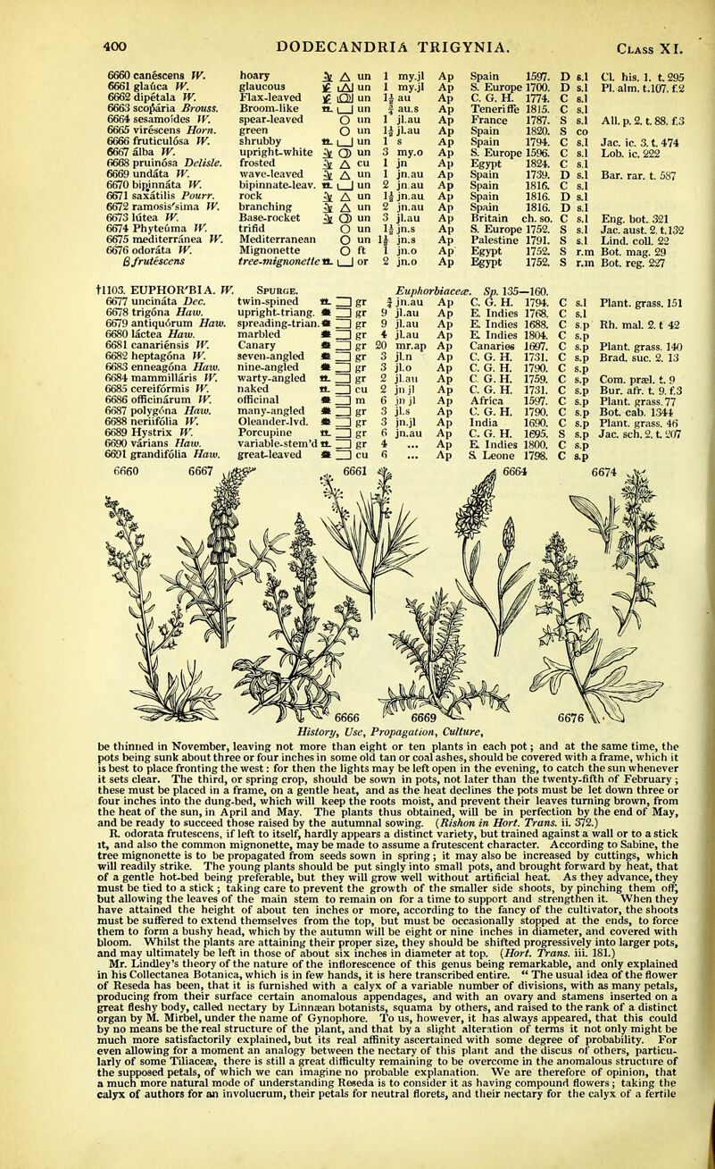 6660 canescens TV. 6661glauca TV. 6662dipetala TV. 6663 scoparia Brouss. 6664 sesamoides TV. 6665 virescens Horn. 6666 fruticulosa TV. 6667 alba TV. 6668 pruinosa Delisle. 6669 undata TV. 6670 bipinnata TV. 6671 saxatilis Pourr. 6672 ramosis'sima TV. 66731utea TV. 6674 Phyte6ma TV. 6675 mediterranea TV. 6676odorata TV. Bfrutescens hoary A tin 1 my.il Ap glaucous iA) un 1 my.jl Ap Flax-leaved Ol un u au Ap Broom-like a. i l un au.s Ap spear-leaved O tin 1* jl.au Ap green o un H jl.au Ap shrubby |_J un l s Ap upright-white Q> un 3 my.o Ap frosted /\ cu 1 jn Ap wave-leaved A un 1 jn.au Ap bipinnate-leav. tt. L_| un 2 jn au Ap rock A un lj jn.au Ap branching A un 2 jn.au Ap Base-rocket a> un 3 jl.au Ap trifid o un jn.s Ap Mediterranean o un 1J jn.s Ap Mignonette o ft 1 jn.o Ap tree-mignonette a. l_l or 2 jn.o Ap Spain 1597. S. Europe 1700. C. G. H. 1774. Teneriffe 1815. France 1787. Spain 1820. Spain 1794. S. Europe 1596. Egypt Spain Spain Spain Spain Britain 1824. 1739. 1816. 1816. 1816. ch. so. S. Europe 1752. Palestine 1791. Egypt 1752. Egypt 1752. D s.l D s.l C 6.1 C s.l S s.l S co C s.l C s.l C s.l D s.l C s.l D s.l D 8.1 C s.l S s.l S s.l S r.m S r.m CL his. 1. t.295 PI. aim. t.107. f.2 All. p. 2. t. 88. f.3 Jac. ic. 3. t. 474 Lob. ic. 222 Bar. rar. t. 587 Eng. bot. 321 Jac. aust. 2. t.132 Lind. coll. 22 Bot. mag. 29 Bot. reg. 227 tll03. EUPHOR'BIA. TV. 6677 uncinata Dec. 6678 trigona Haw. 6679 antiqu6rum Haw. 6680 lactea Haw. 6681 canadensis TV. 6682 heptagona TV. 6683 enneagona Haw. 6684 mammillaris TV. 6685 cereiformis TV. 6686 officinarum TV. 6687 polygona Haw. 6688 neriifolia TV. 6689Hystrix TV. 6690 varians Haw. 6691 grandifolia Haw. 6660 6667 Spurge. twin-spined «. upright-triang. * spreading-trian. * marbled « Canary it seven-angled Ct nine-angled <s warty-angled it- naked a. officinal © many-angled it Oleander-lvd. it Porcupine a. variable-stem'd tL great-leaved it —Igr 3gr ZDgr ZD gr ZDgr □ «r Z3gr ZDgr I cu ZDm Z3gr Z3gt □ g' z:gr Euphorbiacea;. Sp. 135—160. J jn.au 9 jl.au jl.au jl.au mr.ap jln jl.o jl.au jn jl jn jl jl-s jn.jl jn.au Ap Ap Ap Ap Ap Ap Ap Ap Ap Ap Ap Ap Ap Ap C. G. H. 1794. E. Indies 1768. E. Indies 1688. E Indies 1804. Canaries 1697. C. G. H. C. G. H. C G. H. C. G. H. Africa C. G. H. India E Indies 1800. & Leone 1798. 6664 1731. 1790. 1759. 1731. 1597. 1790. 1690. 1695. C s.p C s.p C s.p C s.p S s.p C s.p C s.p Plant, grass. 151 Rh. mal. 2. t 42 Plant, grass. 140 Brad. sue. 2. 13 Com. pra;l. t. 9 Bur. afr. t. 9. f.3 Plant, grass. 77 Bot. cab. 1344 Plant, grass. 46 Jac. sch. 2. t. 207 6669 History, Use, Propagation, Culture, be thinned in November, leaving not more than eight or ten plants in each pot; and at the same time, the pots being sunk about three or four inches in some old tan or coal ashes, should be covered with a frame, which it is best to place fronting the west: for then the lights may be left open in the evening, to catch the sun whenever it sets clear. The third, or spring crop, should be sown in pots, not later than the twenty-fifth of February ; these must be placed in a frame, on a gentle heat, and as the heat declines the pots must be let down three or four inches into the dung-bed, which will keep the roots moist, and prevent their leaves turning brown, from the heat of the sun, in April and May. The plants thus obtained, will be in perfection by the end of May, and be ready to succeed those raised by the autumnal sowing. {Rishon in Hort. Trans, ii. 372.) K. odorata frutescens, if left to itself, hardly appears a distinct variety, but trained against a wall or to a stick it, and also the common mignonette, may be made to assume a frutescent character. According to Sabine, the tree mignonette is to be propagated from seeds sown in spring; it may also be increased by cuttings, which will readily strike. The young plants should be put singly into small pots, and brought forward by heat, that of a gentle hot-bed being preferable, but they will grow well without artificial heat As they advance, they must be tied to a stick; taking care to prevent the growth of the smaller side shoots, by pinching them off', but allowing the leaves of the main stem to remain on for a time to support and strengthen it. When they have attained the height of about ten inches or more, according to the fancy of the cultivator, the shoots must be suffered to extend themselves from the top, but must be occasionally stopped at the ends, to force them to form a bushy head, which by the autumn will be eight or nine inches in diameter, and covered with bloom. Whilst the plants are attaining their proper size, they should be shifted progressively into larger pots, and may ultimately be left in those of about six inches in diameter at top. {Hort. Trans, iii. 181.) Mr. Lindley's theory of the nature of the inflorescence of this genus being remarkable, and only explained in his Collectanea Botanica, which is in few hands, it is here transcribed entire.  The usual idea of the flower of Reseda has been, that it is furnished with a calyx of a variable number of divisions, with as many petals, producing from their surface certain anomalous appendages, and with an ovary and stamens inserted on a great fleshy body, called nectary by Linnamn botanists, squama by others, and raised to the rank of a distinct organ by M. Mirbel, under the name of Gynophore. To us, however, it has always appeared, that this could by no means be the real structure of the plant, and that by a slight alteration of terms it not only might be much more satisfactorily explained, but its real affinity ascertained with some degree of probability. For even allowing for a moment an analogy between the nectary of this plant and the discus of others, particu- larly of some Tiliacea?, there is still a great difficulty remaining to be overcome in the anomalous structure of the supposed petals, of which we can imagine no probable explanation. We are therefore of opinion, that a much more natural mode of understanding Reseda is to consider it as having compound flowers; taking the calyx of authors for an involucrum, their petals for neutral florets, and their nectary for the calyx of a fertile