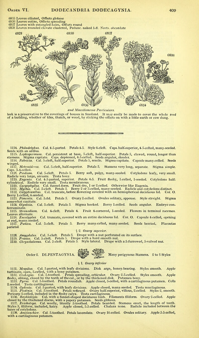 6835 Loaves ciliated, Offsets globose 6836 Leaves entire, Offsets spreading 6837 Leaves with entangled hairs, Offsets round 6838 Leaves rounded clavate clustered, Pedunc. naked 1-fl. Nects. ohcordate and Miscellaneous Particulars. leek is a preservative to the coverings of houses in Smoland. It may easily be made to cover the whole roof of a building, whether of tiles, thatch, or wood, by sticking the offsets on with a little earth or cow dung. 1114. Philadelphus. Cal. 4-5-parted. Petals 4-5. Style 4-cleft. Caps, half-superior, 4-5-eelled, many-seeded. Seeds \yith an arillus. 1115. Leptospermum. Cal. persistent at base, 5-cleft, half-superior. Petals 5, clawed, round, longer than stamens. Stigma capitate. Caps, depressed, 4-5-celled. Seeds angular, slender. 1116. Falrricia. Cal. 5-cleft, half-superior. Petals 5, sessile. Stigma capitate. Capsule many-celled. Seeds winged. 1117. Metrosideros. Cal. 5-cleft, half-superior. Petals 5. Stamens very long, separate. Stigma simple. Caps. 3-4-celled. 1118. Psidium. Cal. 5-cleft. Petals 5. Berry soft, pulpy, many-seeded. Cotyledons leafy, very small. Radicle very large, arcuate. Testa bony. 1119. Eugenia. Cal. 4-5-parted, superior. Petals 4-5. Fruit fleshy, 1-celled, 1-seeded. Cotyledons half- cylindrical. Radicle very small. Testa membranous. 1120. Caryophyllus. Cal. funnel-form. Fruit dry, 1 or 2-celled. Otherwise like Eugenia. 1121. Myrtus. Cal. 5-cleft. Petals 5. Berry 2 or 3-celled, many-seeded. Radicle and cotyledons distinct. 1122. Calyptranthus. Cal. truncate, before flowering covered with an hemispherical deciduous lid. Cor. O. Berry 1-celled, 4-seeded. 1123. Pimenta. Cal. 5-fid. Petals 5. Ovary 2-celled. Ovules solitary, appense. Style straight. Stigma somewhat capitate. 1124. Olyntnia. Cal. 5-cleft. Petals 5. Stigma hooked. Berry 1-celled. Seeds angular. Embryo con- ferruminate. 1125. Stravadium. Cal. 4-cleft. Petals 4. Fruit 4-cornered, 1-seeded. Flowers in terminal racemes. Leaves alternate. 1126. Eucalyptus. Cal. truncate, covered with an entire deciduous lid. Cor. O. Capsule 4-celled, opening at end, many-seeded. 1127. Punica. Cal. 5-cleft. Petals 5. Berry many-celled, many-seeded. Seeds berried. Placentas parietal \ 2. Ovary superior. 1128. Amygdalus. Cal. 5-cleft. Petals 5. Drupe with a nut perforated on its surface. 1129. Prunus. Cal. 5-cleft. Petals 5. Drupe with a hard smooth nut. 1130. Chrysobalanus. Cal. 5-cleft. Petals 5. Style lateral. Drupe with a 5-furrowed, 5-valved nut. Order 2. DI-PENTAGYNIA. Many perigynous Stamens. 2 to 5 Styles § 1. Ovary inferior 1131. Mespilus. Cal. 5-parted, with leafy divisions. Disk arge, honey-bearing. Styles smooth. Apple turbinate, open, 5-celled, with a bony putamen. 1132. Crataegus. Cal. 5-toothed. Petals spreading, orbicular. Ovary 2-5-celled. Styles smooth. Apple fleshy, oblong, closed by the teeth of thecal., or by the thickened disk. Putamen bony. 1133. Pyrus. Cal. 5-toothed. Petals roundish. Apple closed, 5-celled, with a cartilaginous putamen. Cells 2-seeded. Testa cartilaginous. 1134. Cydonia. Cal. 5-parted, with leafy divisions. Apple closed, many-seeded. Testa mucilaginous. 1135. Photinia. Cal. 5-toothed. Petals reflexed. Ovary half-superior, villous, 2-celled. Styles 2, smooth. Pericarp 2-celled, included in the fleshy calyx. Testa cartilaginous. 1136. Raphiolepis. Cal. with a funnel-shaped deciduous limb. Filaments filiform. Ovary 2-celled. Apple closed by the thickened discus, with a papery putamen. Seeds gibbous. 1137. Eriobotrya. Cal. woolly, bluntly 5-toothed. Petals bearded. Stamens erect, the length of teeth. Styles 5, filiform, included, hairy. Apple closed, 3-5-ceUed. Chalaza none. Radicle included between the bases of cotyledons. 1138. Amclanchier. Cal. 5-toothed. Petals lanceolate. Ovary 10-celled. Ovules solitary. Apple 3-5-cellod, with a cartilaginous putamen.