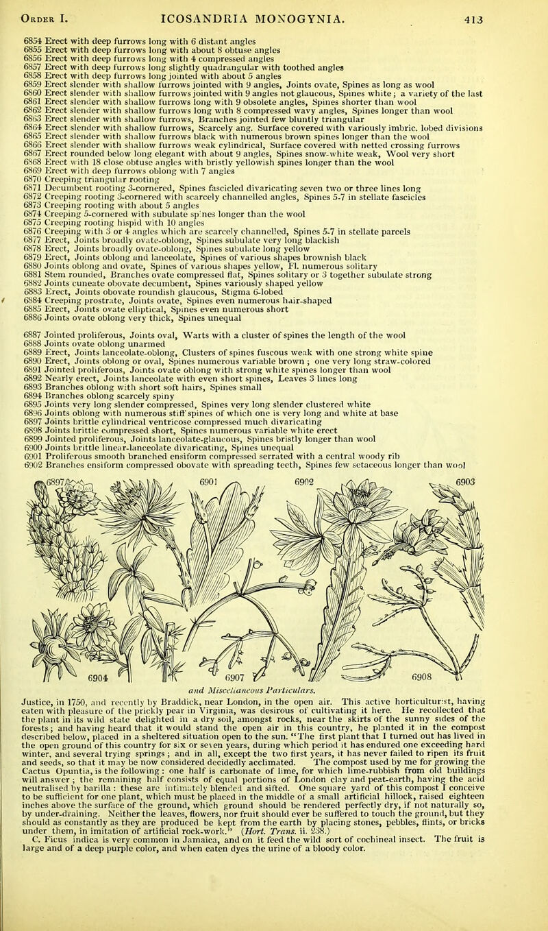 6854 Erect with deep furrows long with 6 distant angles 6855 Erect with deep furrows long with about 8 obtuse angles 6S56 Erect with deep furrows long with 4 compressed angles 6857 Erect with deep furrows long slightly quadrangular with toothed angles 6858 Erect with deep furrows long jointed with about 5 angles 6859 Erect slender with shallow furrows jointed with 9 angles, Joints ovate, Spines as long as wool 6S60 Erect slender with shallow furrows jointed with 9 angles not glaucous, Spines white; a variety of the last 6861 Erect slender with shallow furrows long with 9 obsolete angles, Spines shorter than wool 6862 Erect slender witii shallow furrows long with 8 compressed wavy angles, Spines longer than wool 68i>3 Erect slender with shallow furrows, Branches jointed few bluntly triangular 6864 Erect slender with shallow furrows, Scarcely ang. Surface covered with variously imbric. lobed divisions 6865 Erect slender with shallow furrows black with numerous brown spines longer than the wool 6866 Erect slender with shallow furrows weak cylindrical, Surface covered with netted crossing furrows 68t)7 Erect rounded below long elegant with about 9 angles, Spines snow-white weak, Wool very short 6868 Erect with 18 close obtuse angles with bristly yellowish spines longer than the wool 6869 Erect with deep furrows oblong with 7 angles 6870 Creeping triangular rooting 6871 Decumbent rooting 3-cornered, Spines fascicled divaricating seven two or three lines long 6872 Creeping rooting 3-cornered with scarcely channelled angles, Spines 5-7 in stellate fascicles 6873 Creeping rooting witli about 5 angles 6874 Creeping 5-cornered with subulate sp'nes longer than the wool 6875 Creeping rooting hispid with 10 angles 6876 Creeping with 3 or 4 angles which are scarcely channelled, Spines 5-7 in stellate parcels 6877 Erect, Joints broadly ovate-oblong, Spines subulate very long blackish 6878 Erect, Joints broadly ovate-oblong, Spines subulate long yellow 6879 Erect, Joints oblong and lanceolate, Spines of various shapes brownish black 6880 Joints oblong and ovate, Spines of various shapes yellow, Fl. numerous solitary 6881 Stem rounded, Branches ovate compressed fiat, Spines solitary or 3 together subulate strong 6882 Joints cuneate obovate decumbent, Spines variously shaped yellow 68N3 Erect, Joints obovate roundish glaucous, Stigma 6-lobed 6884 Creeping prostrate, Joints ovate, Spines even numerous hair-shaped 6885 Erect, Joints ovate elliptical, Spines even numerous short 6886 Joints ovate oblong very thick, Spines unequal 6887 Jointed proliferous, Joints oval, Warts with a cluster of spines the length of the wool 6888 Joints ovate oblong unarmed 6889 Erect, Joints lanceolate-oblong, Clusters of spines fuscous weak with one strong white spine 6890 Erect, Joints oblong or oval, Spines numerous variable brown ; one very long straw-colored 6891 Jointed proliferous, Joints ovate oblong with strong white spines longer than wool 6892 Nearly erect, Joints lanceolate with even short spines, Leaves 3 lines long 6893 Branches oblong with short soft hairs, Spines small 6894 Branches oblong scarcely spiny 6895 Joints very long slender compressed, Spines very long slender clustered white 6896 Joints oblong with numerous stiff spines of which one is very long and white at base 6897 Joints brittle cylindrical ventricose compressed much divaricating 6S98 Joints brittle compressed short, Spines numerous variable white erect 6899 Jointed proliferous, Joints lanceolate-glaucous, Spines bristly longer than wool 6900 Joints brittle linear-lanceolate divaricating, Spines unequal 6901 Proliferous smooth branched ensiform compressed serrated with a central woody rib 6902 Branches ensiform compressed obovate with spreading teeth, Spines few setaceous longer than wool and Miscellaneous Particulars. Justice, in 1750, and recently by Braddick, near London, in the open air. This active horticulturist, having eaten with pleasure of the prickly pear in Virginia, was desirous of cultivating it here. He recollected that the plant in its wild state delighted in a dry soil, amongst rocks, near the skirts of the sunny sides of the forests; and having heard that it would stand the open air in this country, he planted it in the compost described below, placed in a sheltered situation open to the sun. The first plant that I turned out has lived in the open ground of this country for six or se\en years, during which period it has endured one exceeding hard winter, and several trying springs ; and in all, except the two first years, it has never failed to ripen its fruit and seeds, so that it may be now considered decidedly acclimated. The compost used by me for growing the Cactus Opuntia, is the following: one half is carbonate of lime, for which lime-rubbish from old buildings will answer ; the remaining half consists of equal portions of London clay and peat-earth, having the acid neutralised by barilla : these are intimately blended and sifted. One square yard of this compost I conceive to be sufficient for one plant, which must be placed in the middle of a small artificial hillock, raised eighteen inches above the surface of the ground, which ground should be rendered perfectly dry, if not naturally so, by under-draining. Neither the leaves, flowers, nor fruit should ever be suffered to touch the ground, but they should as constantly as they are produced be kept from the earth by placing stones, pebbles, flints, or bricks under them, in imitation of artificial rock-work. {Hort. Trans, ii. 238.) C. Ficus indica is very common in Jamaica, and on it feed the wild sort of cochineal insect. The fruit is large and of a deep purple color, and when eaten dyes the urine of a bloody color.