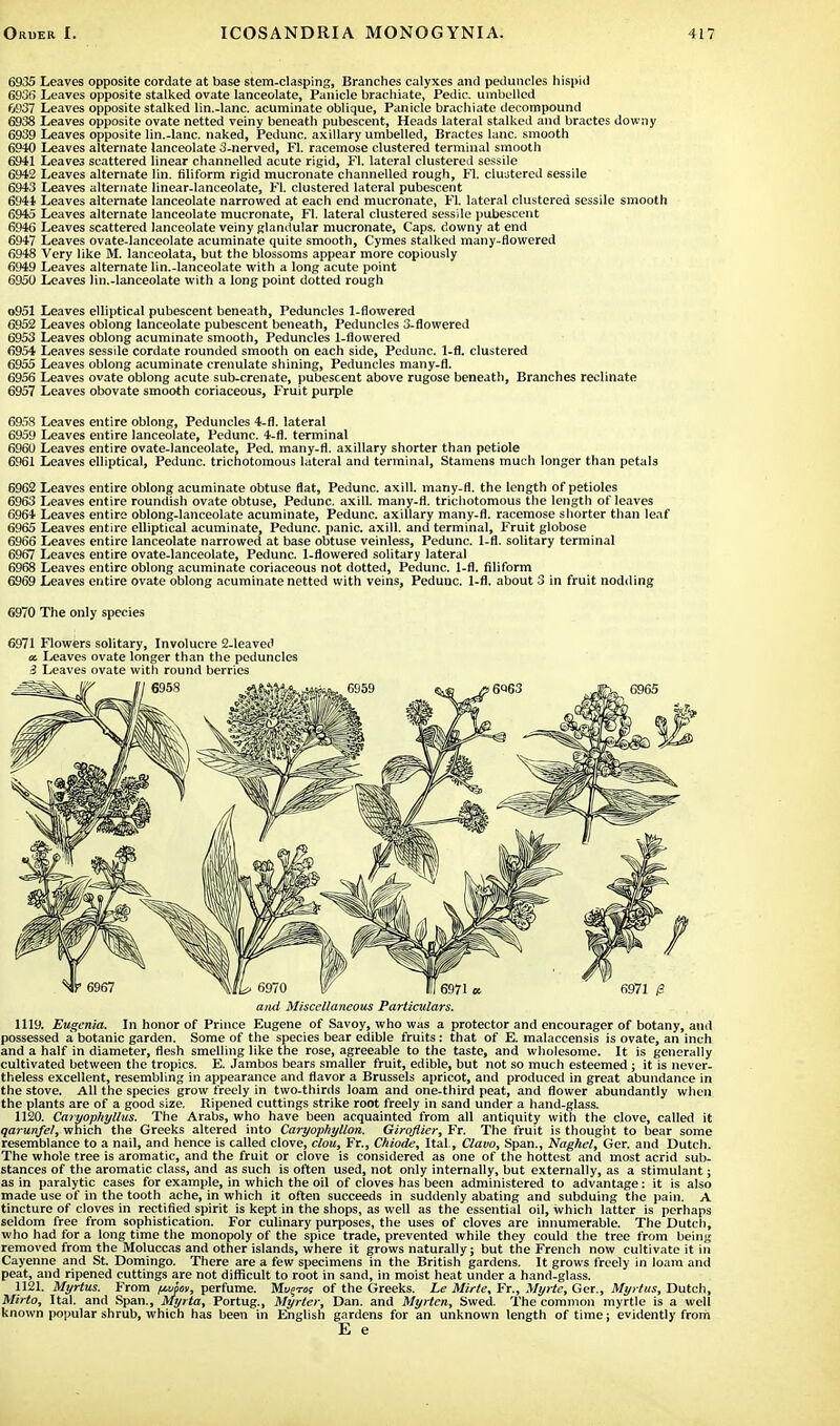6935 Leaves opposite cordate at base stem-clasping, Branches calyxes and peduncles hispid 6936 Leaves opposite stalked ovate lanceolate, Panicle brachiate, Pedic. umbellcd 6937 Leaves opposite stalked lin.-lanc. acuminate oblique, Panicle brachiate decompound 6938 Leaves opposite ovate netted veiny beneath pubescent, Heads lateral stalked and bractes downy 6939 Leaves opposite lin.-lanc. naked, Pedunc. axillary umbelled, Bractes lane, smooth 6940 Leaves alternate lanceolate 3-nerved, Fl. racemose clustered terminal smooth 6941 Leaves scattered linear channelled acute rigid, Fl. lateral clustered sessile 6942 Leaves alternate lin. filiform rigid mucronate channelled rough, Fl. clustered 6essile 6943 Leaves alternate linear-lanceolate, Fl. clustered lateral pubescent 6944 Leaves alternate lanceolate narrowed at each end mucronate, Fl. lateral clustered sessile smooth 6945 Leaves alternate lanceolate mucronate, Fl. lateral clustered sessile pubescent 6946 Leaves scattered lanceolate veiny glandular mucronate, Caps, downy at end 6947 Leaves ovate-lanceolate acuminate quite smooth, Cymes stalked many-flowered 6948 Very like M. lanceolata, but the blossoms appear more copiously 6949 Leaves alternate lin.-lanceolate with a long acute point 6950 Leaves lin.-lanceolate with a long point dotted rough o951 Leaves elliptical pubescent beneath, Peduncles 1-flowered 6952 Leaves oblong lanceolate pubescent beneath, Peduncles 3-flowered 6953 Leaves oblong acuminate smooth, Peduncles 1-flowered 6954 Leaves sessile cordate rounded smooth on each side, Pedunc. 1-fl. clustered 6955 Leaves oblong acuminate crenulate shining, Peduncles many-fl. 6956 Leaves ovate oblong acute sub-crenate, pubescent above rugose beneath, Branches reclinate 6957 Leaves obovate smooth coriaceous, Fruit purple 695S Leaves entire oblong, Peduncles 4-fl. lateral 6959 Leaves entire lanceolate, Pedunc. 4-fl. terminal 6960 Leaves entire ovate-lanceolate, Ped. many-fl. axillary shorter than petiole 6961 Leaves elliptical, Pedunc. trichotomous lateral and terminal, Stamens much longer than petals 6962 Leaves entire oblong acuminate obtuse flat, Pedunc. axill. many-fl. the length of petioles 6963 Leaves entire roundish ovate obtuse, Pedunc. axill. many-fl. trichotomous the length of leaves 6964 Leaves entire oblong-lanceolate acuminate, Pedunc. axillary many-fl. racemose shorter than leaf 6965 Leaves entire elliptical acuminate, Pedunc. panic, axill. and terminal, Fruit globose 6966 Leaves entire lanceolate narrowed at base obtuse veinless, Pedunc. 1-fl. solitary terminal 6967 Leaves entire ovate-lanceolate, Pedunc. 1-flowered solitary lateral 6968 Leaves entire oblong acuminate coriaceous not dotted, Pedunc. 1-fl. filiform 6969 Leaves entire ovate oblong acuminate netted with veins, Pedunc. 1-fl. about 3 in fruit nodding 6970 The only species 6971 Flowers solitary, Involucre 2-leaved a. Leaves ovate longer than the peduncles 3 Leaves ovate with round berries and Miscellaneous Particulars. 1119. Eugenia. In honor of Prince Eugene of Savoy, who was a protector and encourager of botany, and possessed a botanic garden. Some of the species bear edible fruits: that of E. malaccensis is ovate, an inch and a half in diameter, flesh smelling like the rose, agreeable to the taste, and wholesome. It is generally cultivated between the tropics. E. Jambos bears smaller fruit, edible, but not so much esteemed; it is never- theless excellent, resembling in appearance and flavor a Brussels apricot, and produced in great abundance in the stove. All the species grow freely in two-thirds loam and one-third peat, and flower abundantly when the plants are of a good size. Ripened cuttings strike root freely in sand under a hand-glass. 1120. Caryophyllus. The Arabs, who have been acquainted from all antiquity with the clove, called it qarunfel, which the Greeks altered into Caryophyllon. Giroflier, Fr. The fruit is thought to bear some resemblance to a nail, and hence is called clove, clou, Fr., Chiode, Ital, Clavo, Span., Naghel, Ger. and Dutch. The whole tree is aromatic, and the fruit or clove is considered as one of the hottest and most acrid sub- stances of the aromatic class, and as such is often used, not only internally, but externally, as a stimulant; as in paralytic cases for example, in which the oil of cloves has been administered to advantage: it is also made use of in the tooth ache, in which it often succeeds in suddenly abating and subduing the pain. A tincture of cloves in rectified spirit is kept in the shops, as well as the essential oil, which latter is perhaps seldom free from sophistication. For culinary purposes, the uses of cloves are innumerable. The Dutch, who had for a long time the monopoly of the spice trade, prevented while they could the tree from being removed from the Moluccas and other islands, where it grows naturally; but the French now cultivate it in Cayenne and St. Domingo. There are a few specimens in the British gardens. It grows freely in loam and peat, and ripened cuttings are not difficult to root in sand, in moist heat under a hand-glass. 1121. Myrtus. From /mom, perfume. Mt^-ra; of the Greeks. Le Mirte, Fr., Myrte, Ger., Myrius, Dutch, Mirto, Ital. and Span., Myrta, Portug., Myrter, Dan. and Myrten, Swed. The common myrtle is a well known popular shrub, which has been in English gardens for an unknown length of time j evidently from E e