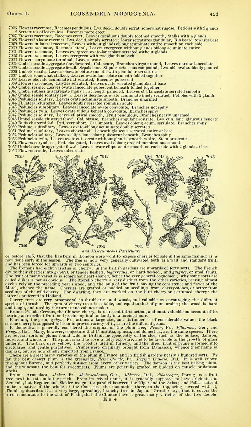 7026 Flowers racemose, Racemes pendulous, Lvs. decid. doubly serrat somewhat rugose, Petioles with 2 glands /3 Serratures of leaves less, Racemes more erect 7027 Flowers racemose, Racemes erect, Leaves deciduous doubly toothed smooth, Stalks with 4 glands 7028 Flowers in loose racemes, Lvs. decid. simply serrated : lower serratures glandular, Rib beard, towards base 7029 Flowers in lateral racemes, Leaves without glands oblong acuminate entire smooth on each side 7030 Flowers racemose, Racemes lateral, Leaves evergreen without glands oblong acuminate entire 7031 Flowers racemose, Leaves evergreen ovate-lanceolate serrated without glands 7032 Flowers racemose, Leaves evergreen with two glands at back 7033 Flowers corymbose terminal, Leaves ovate 7034 Umbels sessile aggregate few-flowered, Cal. acute, Branches virgate round, Leaves narrow lanceolate 7035 Umbels sessile aggregate few-fl. Sepals lane. Stipules setaceous compound, Lvs. obi. oval suddenly pointed 7036 Umbels sessile, Leaves obovate obtuse smooth with glandular serratures 7037 Umbels somewhat stalked, Leaves ovate-lanceolate smooth folded together 7038 Leaves obovate acuminate flat serrated, Racemes pubescent 7039 Flowers racemose, Calyxes serrated, Leaves ovate serrated glandular at base 7040 Umbel sessile, Leaves ovate-lanceolate pubescent beneath folded together 7041 Umbel subsessile aggregate many-fl. at length panicled. Leaves obi. lanceolate serrated smooth 7042 Umbel sessile solitary few-fl. Leaves deciduous ovate acuminate finely serrated, Petioles with 2 glands 7043 Peduncles solitary, Leaves ovate acuminate smooth, Brandies unarmed 7044 FL lateral clustered, Leaves doubly serrated roundish acute 7045 Peduncles subsotitary, Leaves lanceolate ovate convolute, Branches not spiny 7046 Peduncles twin, Leaves ovate villous beneath convolute, Branches spiny 7047 Peduncles solitary, Leaves elliptical smooth, Fruit pendulous, Branches nearly unarmed 7048 Umbel sessile clustered few-fl. Cal. obtuse, Branches angular prostrate, Lvs. cun. lane, glaucous beneath 7049 Buds clustered 2-fl. Ped. very short, Cal. smooth, Leaves oblong acum. serrulate, Brandies spiny 7050 Pedunc. subsolitary, Leaves ovate-oblong acuminate doubly serrated 7051 Peduncles solitary, Leaves obovate obi. beneath glaucous serrated entire at base 7052 Peduncles solitary, Leaves ellipt. lanceolate pubescent beneath, Branches spiny 7053 Peduncles twin, Leaves ovate cut serrate without glands beneath white, Stem prostrate 7054 Flowers corymbose, Ped. elongated, Leaves oval oblong eroded membranous smooth 7055 Umbels sessile aggregate few-fl. Leaves ovate ellipt. acute smooth on each side with 2 glands at base 7056 Flowers sessile, Leaves subcoruate and Miscellaneous Particulars. or before 1415, that the hawkers in London were wont to expose cherries for sale in the same manner as is now done early in the season. The tree is now very generally cultivated both as a wall and standard fruit, and has been forced for upwards of two centuries. The Romans had eight varieties of cherry: in the British gardens are upwards of forty sorts. The French divide their cherries into grioites, or tender-fleshed ; bigarreaux, or hard-fleshed ; and guignes, or small fruits. The fruit of many varieties is somewhat heart-shaped/hence the very general cognomen ; why some sorts are called dukes is not as obvious. The Morello cherry is very distinct from the other varieties, bearing almost exclusively on the preceding year's wood, and the pulp of the fruit having the consistence and flavor of the Morel, whence the name. Cherries are grafted or budded on seedlings from cherry-stones, or better from seedlings of the wild cherry. For dwarfing, they are worked on the bird cherry or perfumed cherry: the latter is preferred in Holland. Cherry trees are very ornamental in shrubberies and woods, and valuable as encouraging the different species of thrush. The gum of cherry trees is eatable, and equal to that of gum arabic ; the wood is hard and tough, and used by the turner and cabinet maker. Prunus Pseudo-Cerasus, the Chinese cherry, is of recent introduction, and most valuable on account of its bearing an excellent fruit, and producing it abundantly in a forcing-house. P. avium, the gean, guigne, Fr., attains a large size, and its timber is of considerable value : the black corone cherry is supposed to be an improved variety of it, as are the different geans. P. domestica is generally considered the original of the plum tree, Prune, Fr., Pflaumen, Ger., and Prugno, Ital. Many, however, conjecture that P. insititia, spinosa, and domestica, are the same species. There are several sorts of plums found wild in Britain, independently of the sloe, such as the bullace, damson, muscle, and winesour. The plum is said to love a lofty exposure, and to be favorable to the growth of grass under it. The bark dyes yellow, the wood is used in turnery, and the dried fruit or prune is formed into electuaries and gentle purgatives. Prunes were originally brought from Damascus, whence their name of damask, but are now chiefly imported from France. There are a great many varieties of the plum in France, and in British gardens nearly a hundred sorts. By far the best dessert plum is the greengage, Heine Claude, Fr., Regina Claudio, Ital. It is well known throughout Europe, and perfectly distinct from every other variety. The damson is the best baking plum, and the winesour the best for sweetmeats. Plums are generally grafted or budded on muscle or damson stocks. Prunus Armeniaca, Abricot, Fr., Abricosenbaum, Ger., Albicocco, Ital., Albarcoque, Portug. is a fruit tree next in esteem to the peach. From its trivial name, it is generally supposed to have originated in Armenia, but Regnier and Sickler assign it a parallel between the Niger and the Atlas ; and Pallas states it to be a native of the whole of the Caucasus; the mountains there, to the top, being covered with it, Thunberg describes it as a very large, spreading, branchy tree in Japan. Grossier says, that it covers the b rren mountains to the west of Pekin, that the Chinese have a great many varieties of the tree double-