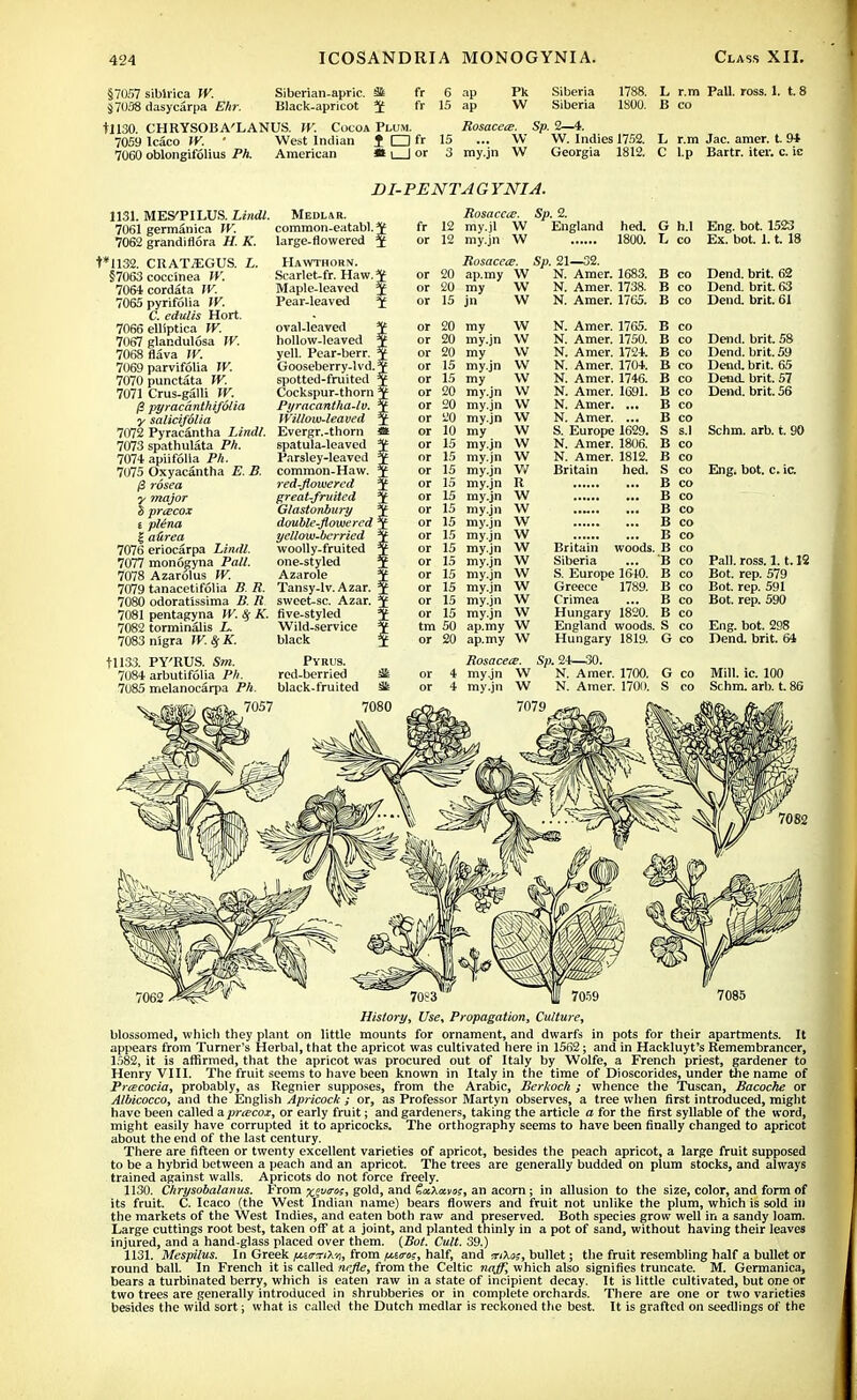 §7057 siblrica W. Siberian-apric. 34 fr $7038 dasycarpa Ehr. Black.apricot 5C fr tll30. CHRYSOBA'LANUS. W. Cocoa Plum. 7059 lcaco W. ' West Indian f D fr 7060 oblongifolius Ph. American » i I or 6 ap Pk Siberia 1788. L r.m Pall. ross. 1. t. 8 15 ap W Siberia 1800. B co Rosacea. Sp. 2—4. 15 ... W W. Indies 1752. L r.m Jac. amer. t. 94 3 my.jn W Georgia 1812. C l.p Bartr. iter. c. ic 1131. MES'PILUS. Lindl. 7061 germanica W. 7062 grandiflora H. K. +*1I32. CRATAEGUS. L. §7063 coccinea W. 7064cordata IV. 7065 pyrifolia IV. C. edulis Hort. 7066 elliptica W. 7067 glandulosa W. 7068flava W. 7069 parvifolia W. 7070 punctata W. 7071 Crus-galli W. /? pyracanthijolia y salicifolia 7072 Pyracantha Lindl. 7073 spathulata Ph. 7074 apiifolla Ph. 7075 Oxyacantha E. B. rosea y major 5 pracox t pUna | aUrea 7076 eriocarpa Lindl. 7077 monogyna Pall. 7078 Azarolus W. 7079 tanacetifolia B. R. 7080 odoraMssima B. R 7081 pentagyna W. # K. 7082 torminalis L. 7083 nigra W.SfK. tll33. PY'RUS. Sm. Pyrus. 7084 arbutifolia Ph. red-berried 7085 melanocarpa Ph. black-fruited 7057 Medlar. common-eatabl.J large-flowered 5 Hawthorn. Scarlet-fr. Haw. ¥ Maple-leaved J Pear-leaved ^ oval-leaved ¥ hollow-leaved ¥ yell. Pear-berr. J Gooseberry-lvd. J spotted-fruited J Cockspur-thorn 3; Pyracantha-lv. ? IVillow-leaved $ Evergr.-thorn at spatula-leaved ¥ Parsley-leaved Tf common-Haw. T red-flowered 5 great-fruited 3f Glastonbury $ double-flowered $ yellow-berried y woolly-fruited $ one-styled $ Azarole 5 Tansy-lv. Azar. 5 sweet-sc. Azar. ? five-styled 5f Wild-service 5 black Y DI-PENTA G YNIA. Rosacea. Sp. 2. fr 12 my.jl W England hed. G h.l or 12 my.jn W 1800. L co Rosacea. Sp. 21—32. or 20 ap.my W N. Amer. 1683. B or 20 my or 15 jn W W N. Amer. 1738. B co N. Amer. 1765. B co or 20 or 20 or 20 or 15 or 15 or 20 or 20 or 20 or 10 or 15 or 15 or 15 or 15 or 15 or 15 or 15 or 15 or 15 or 15 or 15 or 15 or 15 or 15 tm 50 or 20 my W my.jn W my W my.jn W my W my.jn VV my.jn VV my.jn W my W my.jn W my.jn W my.jn W my.jn R my.jn W my.jn W my.jn W my.jn W my.jn W my.jn W my.jn W my.jn W my.jn W my.jn W ap.my W ap.my W N. Amer. 1765. N. Amer. 1750. N. Amer. 1724. N. Amer. 1704. N. Amer. 1746. N. Amer. 1691. N. Amer. ... N. Amer. ... S. Europe 1629. N. Amer. 1806. N. Amer. 1812. Britain hed. Britain woods. Siberia S. Europe 1610. Greece 1789. Crimea Hungary 1820. England woods. Hungary 1819. B co B co B co B co B co B co B co B co S s.l B co B co S co B co B co B co B co B co B co B co B co B co B co B co S co G co Eng. bot. 1523 Ex. bot. 1.1. 18 Dend. brit. 62 Dend. brit. 63 Dend. brit. 61 Dend. brit. 58 Dend. brit. 59 Dend. brit. 65 Dend. brit. 57 Dend. brit. 56 Schm. arb. t. 90 Eng. bot. c. ic. Pall. ross. 1.1.12 Bot. rep. 579 Bot. rep. 591 Bot. rep. 590 Eng. bot. 298 Dend. brit. 64 Rosacea. Sp. 24—30. my.jn W N. Amer. 1700. my.jn W 7079 N. Amer. 1700. G co S co Mill. ic. 100 Schm. arb. t. S 7082 History, Use, Propagation, Culture, blossomed, which they plant on little mounts for ornament, and dwarfs in pots for their apartments. It appears from Turner's Herbal, that the apricot was cultivated here in 1562; and in Hackluyt's Remembrancer, 1582, it is affirmed, that the apricot was procured out of Italy by Wolfe, a French priest, gardener to Henry VIII. The fruit seems to have been known in Italy in the time of Dioscorides, under the name of Pracocia, probably, as Regnier supposes, from the Arabic, Berkoch ; whence the Tuscan, Bacoche or Albicocco, and the English Apricock; or, as Professor Martyn observes, a tree when first introduced, might have been called apracox, or early fruit; and gardeners, taking the article a for the first syllable of the word, might easily have corrupted it to apricocks. The orthography seems to have been finally changed to apricot about the end of the last century. There are fifteen or twenty excellent varieties of apricot, besides the peach apricot, a large fruit supposed to be a hybrid between a peach and an apricot. The trees are generally budded on plum stocks, and always trained against walls. Apricots do not force freely. 1130. Chrysobalanus. From x?^> gold, and GxXxvk, an acorn; in allusion to the size, color, and form of its fruit. C. Icaco (the West Indian name) bears flowers and fruit not unlike the plum, which is sold ill the markets of the West Indies, and eaten both raw and preserved. Both species grow well in a sandy loam. Large cuttings root best, taken off at a joint, and planted thinly in a pot of sand, without having their leaves injured, and a hand-glass placed over them. {Bot. Cult. 39.) 1131. Mespilus. In Greek ^eitt/X-/), from (turos, half, and iriXo;, bullet; the fruit resembling half a bullet or round ball. In French it is called nefle, from the Celtic najf, which also signifies truncate. M. Germanica, bears a turbinated berry, which is eaten raw in a state of incipient decay. It is little cultivated, but one or two trees are generally introduced in shrubberies or in complete orchards. There are one or two varieties besides the wild sort; what is called the Dutch medlar is reckoned the best. It is grafted on seedlings of the