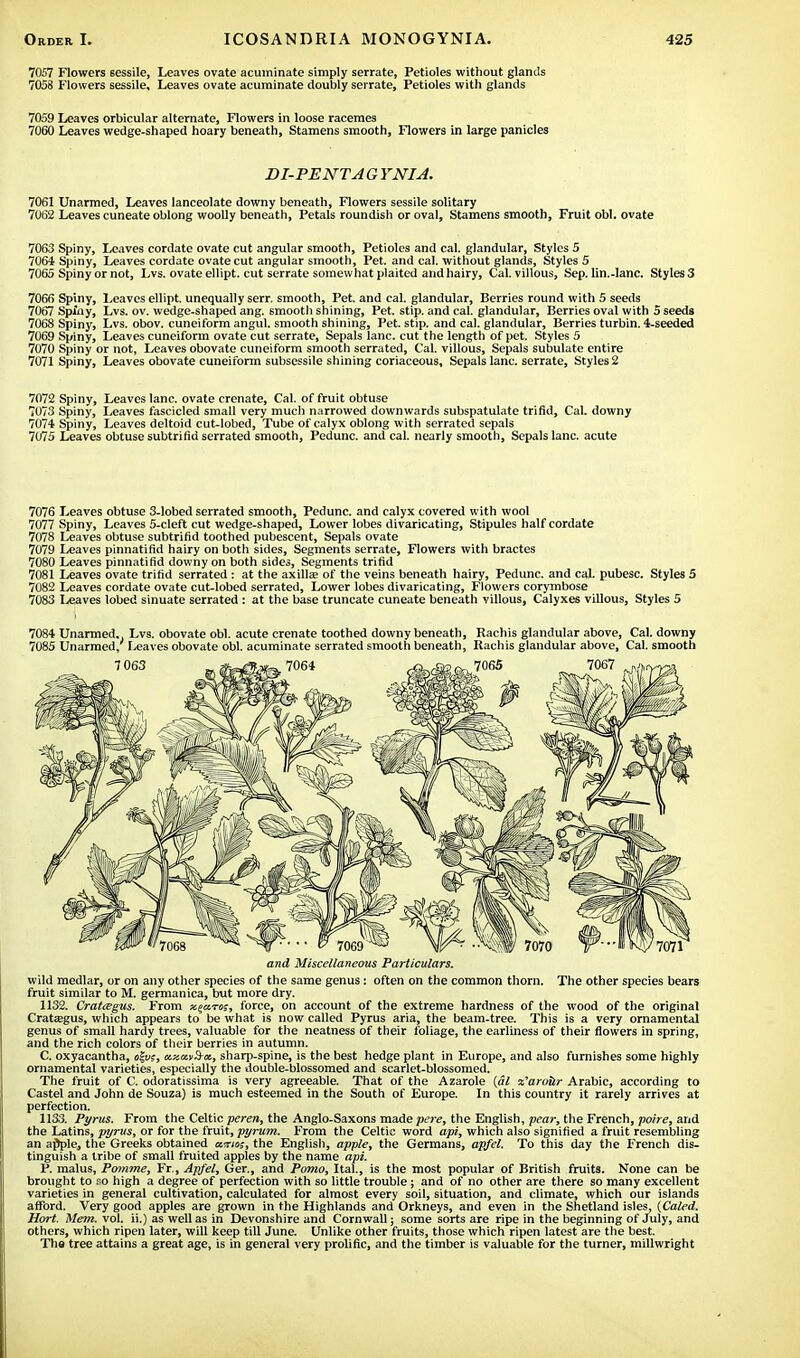 7057 Flowers sessile, Leaves ovate acuminate simply serrate, Petioles without glands 7058 Flowers sessile. Leaves ovate acuminate doubly serrate, Petioles with glands 7059 Leaves orbicular alternate, Flowers in loose racemes 7060 Leaves wedge-shaped hoary beneath, Stamens smooth, Flowers in large panicles DI-PENTA G YNIA. 7061 Unarmed, Leaves lanceolate downy beneath, Flowers sessile solitary 7062 Leaves cuneate oblong woolly beneath, Petals roundish or oval, Stamens smooth, Fruit obi. ovate 7063 Spiny, Leaves cordate ovate cut angular smooth, Petioles and cal. glandular, Styles 5 7064 Spiny, Leaves cordate ovate cut angular smooth, Pet. and cal. without glands, Styles 5 7065 Spiny or not, Lvs. ovate ellipt. cut serrate somewhat plaited and hairy, Cal. villous, Sep. lin.-lane. Styles3 7066 Spiny, Leaves ellipt. unequally serr. smooth, Pet. and cal. glandular, Berries round with 5 seeds 7067 Spiny, Lvs. ov. wedge-shaped ang. smooth shining, Pet. stip. and cal. glandular, Berries oval with 5 seeds 7068 Spiny, Lvs. obov. cuneiform angul. smooth shining, Pet. stip. and cal. glandular, Berries turbin. 4-seeded 7069 Spiny, Leaves cuneiform ovate cut serrate, Sepals lane, cut the length of pet. Styles 5 7070 Spiny or not, Leaves obovate cuneiform smooth serrated, Cal. villous, Sepals subulate entire 7071 Spiny, Leaves obovate cuneiform subsessile shining coriaceous, Sepals lane, serrate, Styles 2 7072 Spiny, Leaves lane, ovate crenate, Cal. of fruit obtuse 7073 Spiny, Leaves fascicled small very much narrowed downwards subspatulate trifid, Cal. downy 7074 Spiny, Leaves deltoid cut-lobed, Tube of calyx oblong with serrated sepals 7075 Leaves obtuse subtrifid serrated smooth, Pedunc. and cal. nearly smooth, Sepals lane, acute 7076 Leaves obtuse 3-lobed serrated smooth, Pedunc. and calyx covered with wool 7077 Spiny, Leaves 5-cleft cut wedge-shaped, Lower lobes divaricating, Stipules half cordate 7078 Leaves obtuse subtrifid toothed pubescent, Sepals ovate 7079 Leaves pinnatifid hairy on both sides, Segments serrate, Flowers with bractes 7080 Leaves pinnatifid downy on both sides, Segments trifid 7081 Leaves ovate trifid serrated : at the axilla? of the veins beneath hairy, Pedunc. and cal. pubesc. Styles 5 7082 Leaves cordate ovate cut-lobed serrated, Lower lobes divaricating, Flowers corymbose 7083 Leaves lobed sinuate serrated : at the base truncate cuneate beneath villous, Calyxes villous, Styles 5 and Miscellaneous Particulars. wild medlar, or on any other species of the same genus: often on the common thorn. The other species bears fruit similar to M. germanica, but more dry. 1132. Cratiegus. From x^ans, force, on account of the extreme hardness of the wood of the original Crataegus, which appears to be what is now called Pyrus aria, the beam-tree. This is a very ornamental genus of small hardy trees, valuable for the neatness of their foliage, the earliness of their flowers in spring, and the rich colors of their berries in autumn. C. oxyacantha, o%v;, axcuS-a, sharp-spine, is the best hedge plant in Europe, and also furnishes some highly ornamental varieties, especially the double-blossomed and scarlet-blossomed. The fruit of C. odoratissima is very agreeable. That of the Azarole (al %'arour Arabic, according to Castel and John de Souza) is much esteemed in the South of Europe. In this country it rarely arrives at perfection. 1133. Pyrus. From the Celtic peren, the Anglo-Saxons made pere, the English, pear, the French, poire, and the Latins, pyrus, or for the fruit, pyrum. From the Celtic word apt, which also signified a fruit resembling an ajiple, the Greeks obtained uwias, the English, apple, the Germans, apfel. To this day the French dis- tinguish a tribe of small fruited apples by the name api. P. malus, Pomme, Fr., Apfel, Ger., and Porno, Ital., is the most popular of British fruits. None can be brought to so high a degree of perfection with so little trouble; and of no other are there so many excellent varieties in general cultivation, calculated for almost every soil, situation, and climate, which our islands afford. Very good apples are grown in the Highlands and Orkneys, and even in the Shetland isles, (Caled. Hort. Mem. vol. ii.) as well as in Devonshire and Cornwall j some sorts are ripe in the beginning of July, and others, which ripen later, will keep till June. Unlike other fruits, those which ripen latest are the best. Tha tree attains a great age, is in general very prolific, and the timber is valuable for the turner, millwright