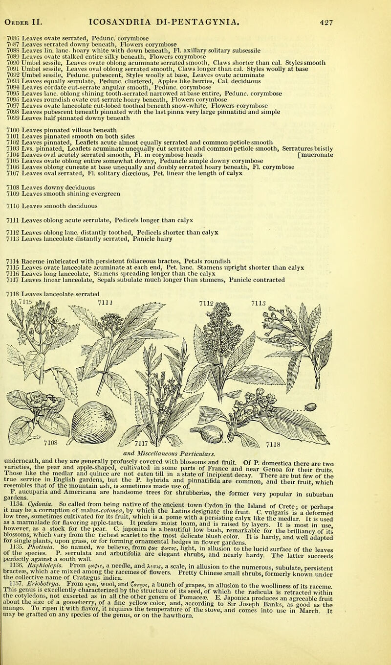 708(5 Leaves ovate serrated, Pedunc. corymbose V' '87 Leaves serrated downy beneath, Flowers corymbose 7088 Leaves lin. lane, hoary white with down beneath, Fl. axillary solitary subsessile 7089 Leaves ovate stalked entire silky beneath, Flowers corymbose 7090 Umbel sessile, Leaves ovate oblong acuminate serrated smooth, Claws shorter than cal. Styles smooth 7091 Umbel sessile, Leaves oval oblong serrated smooth, Claws longer than cal. Styles woolly at base 7092 Umbel sessile, Pedunc. pubescent, Styles woolly at base, Leaves ovate acuminate 7093 Leaves equally serrulate, Pedunc. clustered, Apples like berries, Cal. deciduous 7094 Leaves cordate cut-serrate angular smooth, Pedunc. corymbose 7095 Leaves lane, oblong shining tooth-serrated narrowed at base entire, Pedunc. corymbose 7095* Leaves roundish ovate cut serrate hoary beneath, Flowers corymbose 7097 Leaves ovate lanceolate cut-lobed toothed beneath snow-white, Flowers corymbose 7098 Leaves pubescent beneath pinnated with the last pinna very large pinnatirid and simple 7099 Leaves half pinnated downy beneath 7100 Leaves pinnated villous beneath 7101 Leaves pinnated smooth on both sides 7102 Leaves pinnated, Leaflets acute almost equally serrated and common petiole smooth 7103 Lvs. pinnated, Leaflets acuminate unequally cut serrated and common petiole smooth, Serratures bristly 7104 Leaves oval acutely serrated smooth, Fl. in corymbose heads [mucronate 7105 Leaves ovate oblong entire somewhat downy, Peduncle simple downy corymbose 7106 Leaves oblong cuneate at base unequally and doubly serrated hoary beneath, Fl. corymbose 7107 Leaves oval serrated, Fl. solitary dioecious, Pet. linear the length of calyx 7108 Leaves downy deciduous 7109 Leaves smooth shining evergreen 7110 Leaves smooth deciduous 7111 Leaves oblong acute serrulate, Pedicels longer than calyx 7112 Leaves oblong lane, distantly toothed, Pedicels shorter than calyx 7113 Leaves lanceolate distantly serrated, Panicle hairy 7114 Raceme imbricated with persistent foliaceous bractes, Petals roundish 7115 Leaves ovate lanceolate acuminate at each end, Pet. lane. Stamens upright shorter than calyx 7116 Leaves long lanceolate, Stamens spreading longer than the calyx 7117 Leaves linear lanceolate, Sepals subulate much longer than stamens, Panicle contracted 7118 Leaves lanceolate serrated and Miscellaneous Particulars. underneath, and they are generally profusely covered with blossoms and fruit. Of P. domestica there are two varieties, the pear and apple-shaped, cultivated in some parts of France and near Genoa for their fruits Those like the medlar and quince are not eaten till in a state of incipient decay. There are but few of the true service in English gardens, but the P. hybrida and pinnatifida are common, and their fruit which resembles that of the mountain ash, is sometimes made use of. gaP(iaucuparia and Americana are handsome trees for shrubberies, the former very popular in suburban 1134. Cydonia. So called from being native of the ancient town Cydon in the Island of Crete ■ or nerhat>s it may be a corruption of malus-cotonea, by which the Latins designate the fruit. C. vulgaris is' a deformed low tree, sometimes cultivated for its fruit, which is a pome with a persisting calyx like the medlar It is used as a marmalade for flavoring apple-tarts. It prefers moist loam, and is raised by layers It is most in use however, as a stock for the pear. C. japonica is a beautiful low bush, remarkable for the brilliancy of its blossoms, which vary from the richest scarlet to the most delicate blush color. It is hardy and well adanted for single plants, upon grass, or for forming ornamental hedges in flower gardens 1135. Photinia So named, we: believe, from <pas auros, light, in allusion to the lucid surface of the leaves of the species. P. serrulata and arbutitoha are elegant shrubs, and nearly hardy. The latter succeeds perfectly against a south wall. * 1136. Raphiolepis. From ^cupis, a needle, and *ar«, a scale, in allusion to the numerous, subulate persistent bractes, which are mixed among the racemes of flowers. Pretty Chinese small shrubs, formerly known under the collective name ot Cratajgus indica. ' °u,v ucl 1137. Eriobotrya From e<»», wool, and £tr$vs, a bunch of grapes, in allusion to the woolliness of its raceme This genus is excellently characterized by the structure of its seed, of which the radicula is retracted within the cotyledons, not exserted as in all the other genera of Pomacea?. E. Japonica produces an agreeable fruit about the size of a gooseberry, of a fine yellow color, and, according to Sir Joseph Banks, as good as the mango. To ripen it with flavor, it requires the temperature of the stove, and comes into use in March It may be grafted on any species of the genus, or on the hawthorn.