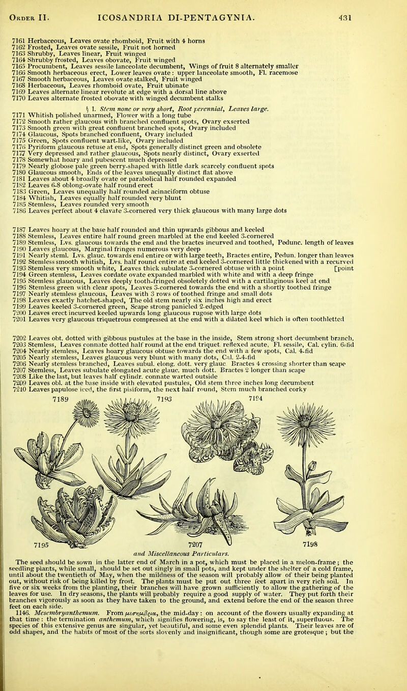 7161 Herbaceous, Leaves ovate rhomboid, Fruit with 4 horns 7162 Frosted, Leaves ovate sessile, Fruit not horned 7163 Shrubby, Leaves linear, Fruit winged 7164 Shrubby frosted, Leaves obovate, Fruit winged 7165 Procumbent, Leaves sessile lanceolate decumbent, Wings of fruit 8 alternately smaller 7166 Smooth herbaceous erect, Lower leaves ovate: upper lanceolate smooth, Fl. racemose 7167 Smooth herbaceous, Leaves ovate stalked, Fruit winged 7168 Herbaceous, Leaves rhomboid ovate, Fruit ubinate 7169 Leaves alternate linear revolute at edge with a dorsal line above 7170 Leaves alternate frosted obovate with winged decumbent stalks $ 1. Stein none or very short, Boot perennial, Leaves large. 7171 Whitish polished unarmed, Flower with a long tube 7172 Smooth rather glaucous with branched confluent spots, Ovary exserted 7173 Smooth green with great confluent branched spots, Ovary included 7174 Glaucous, Spots branched confluent, Ovary included 7175 Green, Spots confluent wart-like, Ovary included 7176 Pyriform glaucous refuse at end, Spots generally distinct green and obsolete 7177 Very depressed and rather glaucous, Spots nearly distinct, Ovary exserted 7178 Somewhat hoary and pubescent much depressed 7179 Nearly globose pale green berry-shaped with little dark scarcely confluent spots 7180 Glaucous smooth, Ends of the leaves unequally distinct flat above 7181 Leaves about 4 broadly ovate or parabolical half rounded expanded 71S2 Leaves 6-8 oblong-ovate half round erect 7183 Green, Leaves unequally half rounded acinaciform obtuse 7184 Whitish, Leaves equally half rounded very blunt 71M5 Stemless, Leaves rounded very smooth 7186 Leaves perfect about 4 clavate 3-cornered very thick glaucous with many large dots 7187 Leaves hoary at the base half rounded and thin upwards gibbous and keeled 7188 Stemless, Leaves entire half round green marbled at the end keeled 3-cornered 7189 Stemless, Lvs. glaucous towards the end and the bractes incurved and toothed, Pedunc. length of leaves 7190 Leaves glaucous, Marginal fringes numerous very deep 7191 Nearly steml. Lvs. glauc. towards end entire or with large teeth, Bractes entire, Pedun. longer than leaves 7192 Stemless smooth whitish, Lvs. half round entire at end keeled 3-cornered little thickened with a recurved 7193 Stemless very smooth white, Leaves thick subulate 3-cornered obtuse with a point [point 7194 Green stemless, Leaves cordate ovate expanded marbled with white and with a deep fringe 7195 Stemless glaucous, Leaves deeply tooth-fringed obsoletely dotted with a cartilaginous keel at end 7196 Stemless green with clear spots, Leaves 3-cornered towards the end with a shortly toothed fringe 7197 Nearly stemless glaucous, Leaves with 3 rows of toothed fringe and small dots 7198 Leaves exactly hatchet-shaped, The old stem nearly six inches high and erect 7199 Leaves keeled 3-cornered green, Scape strong panicled 2-edged 7200 Leaves erect incurved keeled upwards long glaucous rugose with large dots 7201 Leaves very glaucous triquetrous compressed at the end with a dilated keel which is often toothletted 7202 Leaves obt. dotted with gibbous pustules at the base in the inside, Stem strong short decumbent branch. 7203 Stemless, Leaves connate dotted half round at the end triquet. reflexed acute, Fl. sessile, Cal. oylin. Bsrid 7204 Nearly stemless, Leaves hoary glaucous obtuse towards the end with a few spots, Cal. 4-fid 7205 Nearly stemless, Leaves glaucous very blunt with many dots, Cal. 2-4-fid 7206 Nearly stemless branched, Leaves subul. elong. dott. very glauc Bractes 4 crossing shorter than scape 7207 Stemless, Leaves subulate elongated acute glauc. much dott. Bractes 2 longer than scape 7208 Like the last, but leaves half cylindr. connate warted outside 7209 Leaves obi. at the base inside with elevated pustules, Old stem three inches long decumbent 7210 Leaves papulose ic ed, the first pisiform, the next half round, Stem much branched corky and Miscellaneous Particulars. The seed should be sown in the latter end of March in a pot, which must be placed in a melon-frame ; the seedling plants, while small, should be set out singly in small pots, and kept under the shelter of a cold frame, until about the twentieth of May, when the mildness of the season will probably allow of their being planted out, without risk of being killed by frost. The plants must be put out three feet apart in very rich soil. In five or six weeks from the planting, their branches will have grown sufficiently to allow the gathering of the leaves for use. In dry seasons, the plants will probably require a good supply of water. They put forth their branches vigorously as soon as they have taken to the ground, and extend before the end of the season three feet on each side. 1146. Mesembryanthemum. From f^arrnjL^^ia, the mid-day: on account of the flowers usually expanding at that time : the termination anthemum, which signifies flowering, is, to say the least of it, superfluous. The species of this extensive genus are singular, yet beautiful, and some even splendid plants. Their leaves are of odd shapes, and the habits of most of the sorts slovenly and insignificant, though some are grotesque ; but the