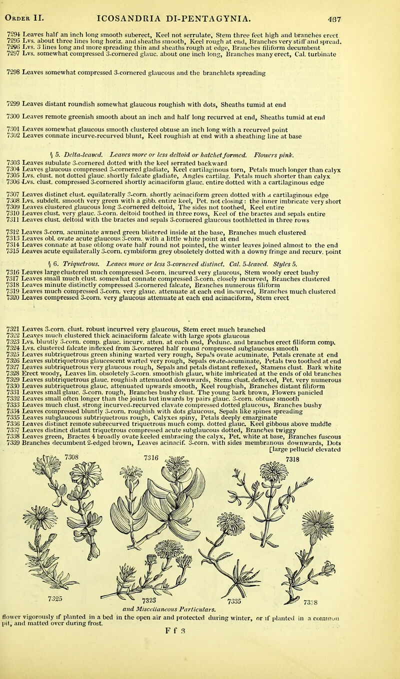 7294 Leaves half an inch long smooth suberect, Keel not serrulate. Stem three feet high and branches erect 7295 Lvs. about three lines long horiz. and sheaths smooth, Keel rough at end, Branches very stiff'and spread, 7296 Lvs. 3 lines long and more spreading thin and sheaths rough at edge, Branches filiform decumbent 7297 Lvs. somewhat compressed 3-cornered glauc. about one inch long, Branches many erect, Cal. turbinate 7298 Leaves somewhat compressed 3-cornered glaucous and the branchlets spreading 7299 Leaves distant roundish somewhat glaucous roughish with dots, Sheaths tumid at end 7300 Leaves remote greenish smooth about an inch and half long recurved at end, Sheaths tumid at end 7301 Leaves somewhat glaucous smooth clustered obtuse an inch long with a recurved point 7302 Leaves connate incurve-recurved blunt, Keel roughish at end with a sheathing line at base $ 5. Delta-leaved. Leaves more or less deltoid or hatchet formed. Flowers pink. 7303 Leaves subulate 3-cornered dotted with the keel serrated backward 7304 Leaves glaucous compressed 3-cornered gladiate, Keel cartilaginous torn, Petals much longer than calyx 7305 Lvs. clust. not dotted glauc. shortly falcate gladiate, Angles cartilag. Petals much shorter than calyx 7306 Lvs. clust. compressed 3-cornered shortly acinaciform glauc. entire dotted with a cartilaginous edge 7307 Leaves distinct clust equilatcrally 3-corn. shortly acinaciform green dotted with a cartilaginous edge 7308 Lvs. subdelt. smooth very green with a gibb. entire keel, Pet. not closing : the inner imbricate very short 7309 Leaves clustered glaucous long 3-cornered deltoid, The sides not toothed, Keel entire 7310 Leaves clust. very glauc. 3-corn. deltoid toothed in three rows, Keel of the bractes and sepals entire 7311 Leaves clust. deltoid with the bractes and sepals 3-cornered glaucous toothletted in three rows 7312 Leaves 3-corn. acuminate awned green blistered inside at the base, Branches much clustered 7313 Leaves obi. ovate acute glaucous 3-corn. with a little white point at end 7314 Leaves connate at base oblong ovate half round not pointed, the winter leaves joined almost to the end 7315 Leaves acute equilaterally 3-corn. cymbiform grey obsoletely dotted with a downy fringe and recurv. point \ 6. Triquetrous. Leaves more or less 3-cornered distinct. Cal. 5-leavcd. Styles 5. 7316 Leaves large clustered much compressed 3-corn. incurved very glaucous, Stem woody erect bushy 7317 Leaves small much clust. somewhat connate compressed 3-corn. closely incurved, Branches clustered 7318 Leaves minute distinctly compressed 3-cornered falcate, Branches numerous filiform 7319 Leaves much compressed 3-corn. very glauc. attenuate at each end incurved, Branches much clustered 7320 Leaves compressed 3-corn. very glaucous attenuate at each end acinaciform, Stem erect 7321 Leaves 3-corn. clust. robust incurved very glaucous, Stem erect much branched 7322 Leaves much clustered thick acinaciform falcate with large spots glaucous 7323 Lvs. bluntly 3-corn. comp. glauc. incurv. atten. at each end, Pedunc. and branches erect filiform comp. 7324 Lvs. clustered falcate inHexed from 3-cornered half round rompressed subglaucous smooth 7325 Leaves subtriquetrous green shining warted very rough, Sepa!s ovate acuminate, Petals crenate at end 7326 Leaves subtriquetrous glaucescent warted very rough, Sepals ovate-acuminate, Petals two toothed at end 7327 Leaves subtriquetrous very glaucous rough, Sepals and petals distant reflexed, Stamens clust. Bark white 7328 Erect woody, Leaves lin. obsoletely 3-com. smoothish glauc. white imbricated at the ends of old branches 7329 Leaves subtriquetrous glauc. roughish attenuated downwards, Stems clust. deflexed, Pet. very numerous 7330 Leaves subtriquetrous glauc. attenuated upwards smooth, Keel roughish, Branches distant filiform 7331 Leaves small glauc. 3-corn. rough, Branches bushy clust. The young bark brown, Flowers panicled 7332 Leaves small often longer than the joints but inwards by pairs glauc. 3-corn. obtuse smooth 7333 Leaves much clust. strong incurved-recurved clavate compressed dotted glaucous, Branches bushy 7334 Leaves compressed bluntly 3-corn. roughish with dots glaucous, Sepals like spines spreading 7335 Leaves subglaucous subtriquetrous rough, Calyxes spiny, Petals deeply emarginate 7336 Leaves distinct remote subrecurved triquetrous much comp. dotted glauc Keel gibbous above middle 7337 Leaves distinct distant triquetrous compressed acute subglaucous dotted, Branches twiggy 7338 Leaves green, Bractes 4 broadly ovate keeled embracing the calyx, Pet. white at base, Branches fuscous 7339 Branches decumbent 2-edged brown, Leaves acinacif. 3-corn. with sides membranous downwards, Dots [large pellucid elevated and Miscellaneous Particulars. flower vigorously if planted in a bed in the open air and protected during winter, or if planted in a common pit, and matted over during frost.