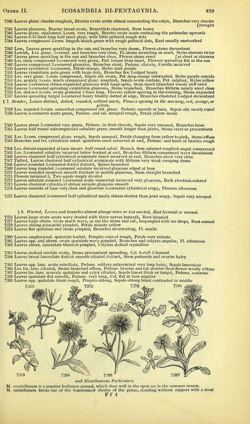 7340 Leaves glauc. slender roughish, Bractes ovate acute almost surrounding the calyx, Branches very slender [straight 7341 Leaves glaucous, Bractes broad ovate, Branchlets clustered, Stem hoary 7342 Leaves glauc. equilateral 3-corn. very rough, Bractes ovate acute embracing the peduncles upwards 7343 Leaves 6-12 lines long half erect glauc. with little pellucid rough dots 7344 Leaves compressed 3-corn. longish bluish-green with rough pellucid dots, Keel usually onetoothed 7345 Low, Leaves green sparkling in the sun and branches very dense, Flower-stems decumbent 7346 Lowish, Lvs. glauc. 3-corner. and branches very close, Fl.-stems ascending or erect, Styles obovate twice 7347 Leaves green sparkling in the sun and branches close, Flower-stems erect [as short as stamens 7348 Lvs. close compressed 3-cornered very green, Ped. longer than bract, Flowers spreading flat in the sun 7349 Leaves compressed 3-cornered glaucous, Branches stout, Pedunc. clavate, Corolla incurved 7350 Leaves cylindrical 3-cornered, Petals orange, Styles dark purple 7351 Leaves cymbiform pale-green with large dots, Branches few 2-edged hoary 7352 Lvs. very glauc. 3-corn. compressed, Sepals obi. ovate, Pet. deep orange imbricated, Styles purple outside 7353 Lvs. acutely 3-corn. much compressed glauc. roughish, Sepals ovate cordate, Pet. sulphur, Styles yellow 7354 Leaves 3-cornered obtuse expanded glaucous with large spots, Stem much branched woody stiff erect 7355 Leaves 3-cornered spreading cymbiform glaucous, Stems branched, Branches filiform nearly erect close 7356 Lvs. distinct 3-corn. ovate granular 3 lines long, Flowers yellow opening in the evening, Stems expanded 7357 Leaves spreading turgid 3-cornered hoary bluntly dotted at edge, Branches clustered 2-edged decumbent $ 7. Slender, Leaves distinct, dotted, rounded, without warts, Flowers opening in the morning, red, orange, or yellow. 7358 Lvs. rounded 3-corn. somewhat compressed obt. glauc. Pedunc. smooth at base, Sepals obt. nearly equal 7359 Leaves 3-cornered acute green, Pedunc. and cal. unequal rough, Petals yellow inside 7360 Leaves about 3-cornered very green, Pedunc. in fruit clavate, Sepals very unequal, Branches loose 7361 Leaves half round subcompressed subulate green smooth longer than joints, Stems erect or procumbent 7362 Lvs. 3-corn. compressed glauc. rough, Sepals unequal, Petals changing from yellow to pink, Stems effuse 7363 Branches and lvs. cylindrical subul. spiniform erect recurved at end, Pedunc. and keels of bractes rough 7364 Lvs. distant expanded at base incurv. half round subul. Branch, firm suberect roughish angul. compressed 7365 Lvs. 3-cornered subulate incurved below hooked at end, Branches filiform compressed wavy decumbent 7366 Leaves clustered half cylindrical acuminate much recurved at end, Branches erect very close 7367 Tufted, Leaves clustered half cylindrical acuminate with filiform very weak creeping stems 7368 Leaves rounded 3-cornered dotted distinct, Spines branched 7369 Leaves long rounded 3-cornered subulate incurved glaucous edged at base 7370 Leaves rounded incurved smooth thickest in middle glaucous, Stem straight branched 7371 Flowers terminal 3, Two sepals deeply divided 7372 Leaves subulate rounded 3-cornered acute somewhat incurved very glaucous, Bark chestnut-colored 7373 Leaves clustered cylindrical obtuse arcuate glaucous smooth 7374 Leaves connate at base very close and glaucous 3-cornered cylindrical soapy, Flowers afternoon 7375 Leaves clustered 3-cornered half cylindrical mealy obtuse shorter than joint soapy, Sepals very unequal $ 8. Warted, Leaves and branches almost always more or less wai ted. Boot biennial or annual. 7376 Leaves large ovate acute wavy frosted with three nerves beneath, Root biennial 7377 Leaves large altern. ovate much wavy, as are the stems and cal., bespangled with ice drops, Root annual 7378 Leaves oblong pinnatifid pimpled, Petals minute yellow 7379 Leaves flat spatulate and stems pimpled, Branches divaricating, Fl. sessile 7380 Leaves amplexicaul. spatulate keeled, Pimples conical rough, Petals very minute 7381 Leaves opp. and altern. ovate spatulate wavy pimpled, Branches and calyxes angular, Fl. afternoon 7382 Leaves altern. lanceolate bluntish pimpled, Calyxes stalked crystalline 7383 Leaves stalked cordate ovate, Stems procumbent spreading, Cal. 4-cleft 2-horned 7384 Leaves broad lanceolate flattish smooth ciliated distinct, Stem peduncle and ovaries hairy 7385 Leaves opp. lane, acute subciliate, Pedunc. solitary subterminal very long hairy, Sepals lanceolate 7386 Lvs. 11ll.-lane, ciliated, Stems branched effuse, Pedunc. bractes and cal. shorter than flower woolly villous 7387 Leaves lin.-lanc. scarcely spatulate and calyx ciliated, Sepals linear thick or turgid, Pedunc. scabrous 7388 Leaves spatulate flat smooth, Pedunc. very long, Cal. flat at base angular 7389 Leaves opp. spatulate blunt rough, Pimples oblong, Sepals oblong blunt contracted in middle and Miscellaneous Particulars. M. crystallinum is a popular hothouse annual, which does well in the open air in the summer season. M. umbellatum forms one of the handsomest shrubs of the genus, standing without support with a stout F f 4