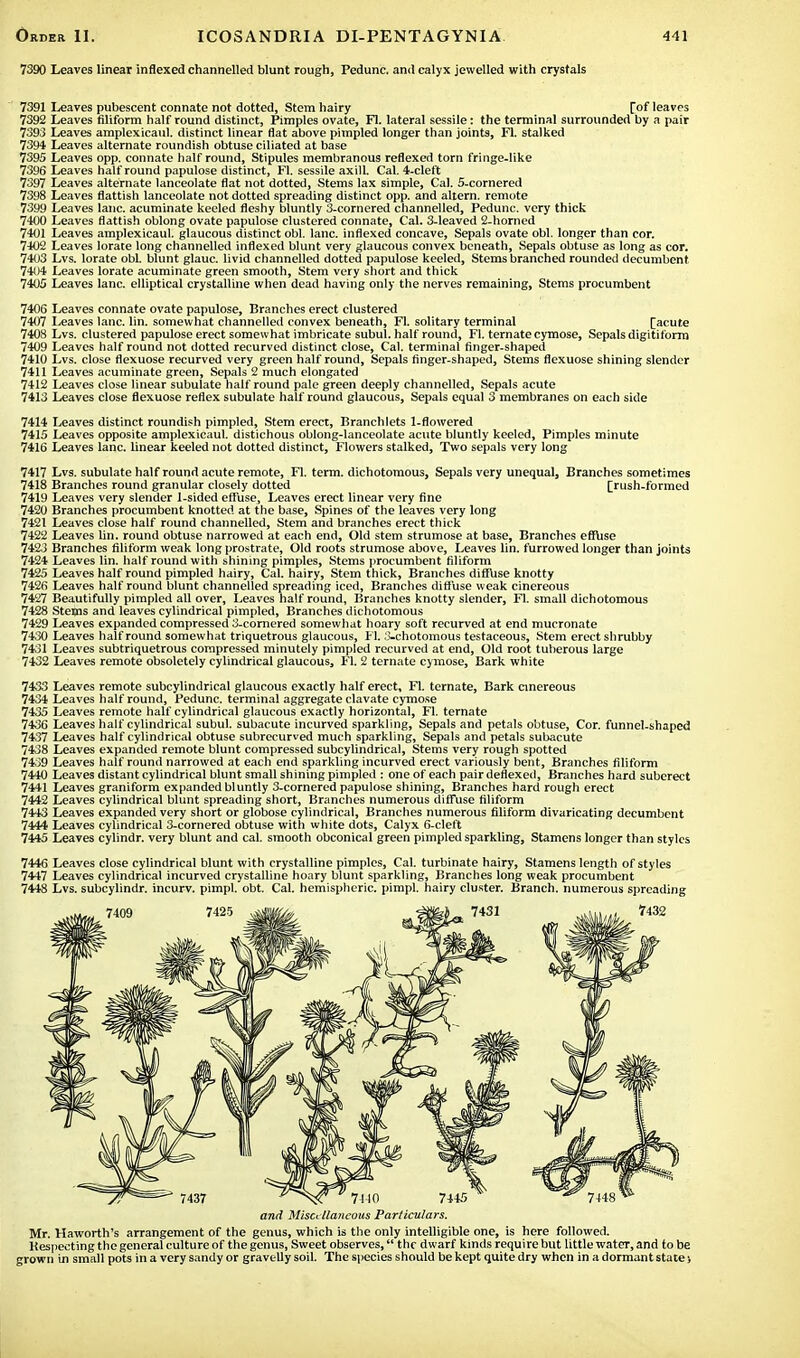 7390 Leaves linear inflexed channelled blunt rough, Pedunc. and calyx jewelled with crystals 7391 Leaves pubescent connate not dotted, Stem hairy [of leaves 7392 Leaves filiform half round distinct, Pimples ovate, FL lateral sessile: the terminal surrounded by a pair 7393 Leaves amplexicaul. distinct linear flat above pimpled longer than joints, Fl. stalked 7394 Leaves alternate roundish obtuse ciliated at base 7395 Leaves opp. connate half round, Stipules membranous reflexed torn fringe-like 7396 Leaves half round papulose distinct, Fl. sessile axilL Cal. 4-cleft 7397 Leaves alternate lanceolate flat not dotted, Stems lax simple, Cal. 5-cornered 7398 Leaves flattish lanceolate not dotted spreading distinct opp. and altern. remote 7399 Leaves lane, acuminate keeled fleshy bluntly 3-cornered channelled, Pedunc. very thick 7400 Leaves flattish oblong ovate papulose clustered connate, Cal. 3-leaved 2-horned 7401 Leaves amplexicaul. glaucous distinct obi. lane, inflexed concave, Sepals ovate obi. longer than cor. 740'2 Leaves lorate long channelled inflexed blunt very glaucous convex beneath, Sepals obtuse as long as cor. 7403 Lvs. lorate obL blunt glauc. livid channelled dotted papulose keeled, Stems branched rounded decumbent 7404 Leaves lorate acuminate green smooth, Stem very short and thick 7405 Leaves lane, elliptical crystalline when dead having only the nerves remaining, Stems procumbent 7406 Leaves connate ovate papulose, Branches erect clustered 7407 Leaves lane. lin. somewhat channelled convex beneath, Fl. solitary terminal [acute 7408 Lvs. clustered papulose erect somewhat imbricate subul. half round, Fl. ternate cymose, Sepals digitiform 7409 Leaves half round not dotted recurved distinct close, Cal. terminal finger-shaped 7410 Lvs. close flexuose recurved very green half round, Sepals finger-shaped, Stems flexuose shining slender 7411 Leaves acuminate green, Sepals 2 much elongated 7412 Leaves close linear subulate half round pale green deeply channelled, Sepals acute 7413 Leaves close flexuose reflex subulate half round glaucous, Sepals equal 3 membranes on each side 7414 Leaves distinct roundish pimpled, Stem erect, Branchlets 1-flowered 7415 Leaves opposite amplexicaul. distichous oblong-lanceolate acute bluntly keeled, Pimples minute 7416 Leaves lane, linear keeled not dotted distinct, Flowers stalked, Two sepals very long 7417 Lvs. subulate half round acute remote, Fl. term, dichotomous, Sepals very unequal, Branches sometimes 7418 Branches round granular closely dotted [rush-formed 7419 Leaves very slender 1-sided effuse, Leaves erect linear very fine 7420 Branches procumbent knotted at the base, Spines of the leaves very long 7421 Leaves close half round channelled, Stem and branches erect thick 7422 Leaves lin. round obtuse narrowed at each end, Old stem strumose at base, Branches effuse 742.3 Branches filiform weak long prostrate, Old roots strumose above, Leaves lin. furrowed longer than joints 7424 Leaves lin. half round with shining pimples, Stems procumbent filiform 7425 Leaves half round pimpled hairy, Cal. hairy, Stem thick, Branches diffuse knotty 7426 Leaves half round blunt channelled spreading iced, Branches diffuse weak cinereous 7427 Beautifully pimpled all over, Leaves half round, Branches knotty slender, Fl. small dichotomous 7428 Stems and leaves cylindrical pimpled, Branches dichotomous 7429 Leaves expanded compressed 3-comered somewhat hoary soft recurved at end mucronate 7430 Leaves half round somewhat triquetrous glaucous, Fl. 3-chotomous testaceous, Stem erect shrubby 7431 Leaves subtriquetrous compressed minutely pimpled recurved at end, Old root tuherous large 7432 Leaves remote obsoletely cylindrical glaucous, Fl. 2 ternate cymose, Bark white 7433 Leaves remote subcylindrical glaucous exactly half erect, Fl. ternate, Bark cinereous 7434 Leaves half round, Pedunc. terminal aggregate clavate cymose 7435 Leaves remote half cylindrical glaucous exactly horizontal, Fl. ternate 7436 Leaves half cylindrical subul. subacute incurved sparkling, Sepals and petals obtuse, Cor. funnel-shaped 7437 Leaves half cylindrical obtuse subrccurved much sparkling, Sepals and petals subacute 7438 Leaves expanded remote blunt compressed subcylindrical, Stems very rough spotted 7439 Leaves half round narrowed at each end sparkling incurved erect variously bent, Branches filiform 7440 Leaves distant cylindrical blunt small shining pimpled : one of each pair deflexed, Branches hard subcrect 7441 Leaves graniform expanded bluntly 3-cornered papulose shining. Branches hard rough erect 7442 Leaves cylindrical blunt spreading short, Branches numerous diffuse filiform 7443 Leaves expanded very short or globose cylindrical, Branches numerous filiform divaricating decumbent 7444 Leaves cylindrical 3-cornered obtuse with white dots, Calyx 6-cleft 7445 Leaves cylindr. very blunt and cal. smooth obconical green pimpled sparkling, Stamens longer than styles 7446 Leaves close cylindrical blunt with crystalline pimples, Cal. turbinate hairy, Stamens length of styles 7447 Leaves cylindrical incurved crystalline hoary blunt sparkling, Branches long weak procumbent 7448 Lvs. subcylindr. incurv. pimpl. obt. Cal. hemispheric, pimpl. hairy cluster. Branch, numerous spreading Mr. Haworth's arrangement of the genus, which is the only intelligible one, is here followed. Respecting the general culture of the genus, Sweet observes, the dwarf kinds require but little water, and to be grown in small pots in a very sandy or gravelly soil. The species should be kept quite dry when in a dormant state s and Miscellaneous Particulars.