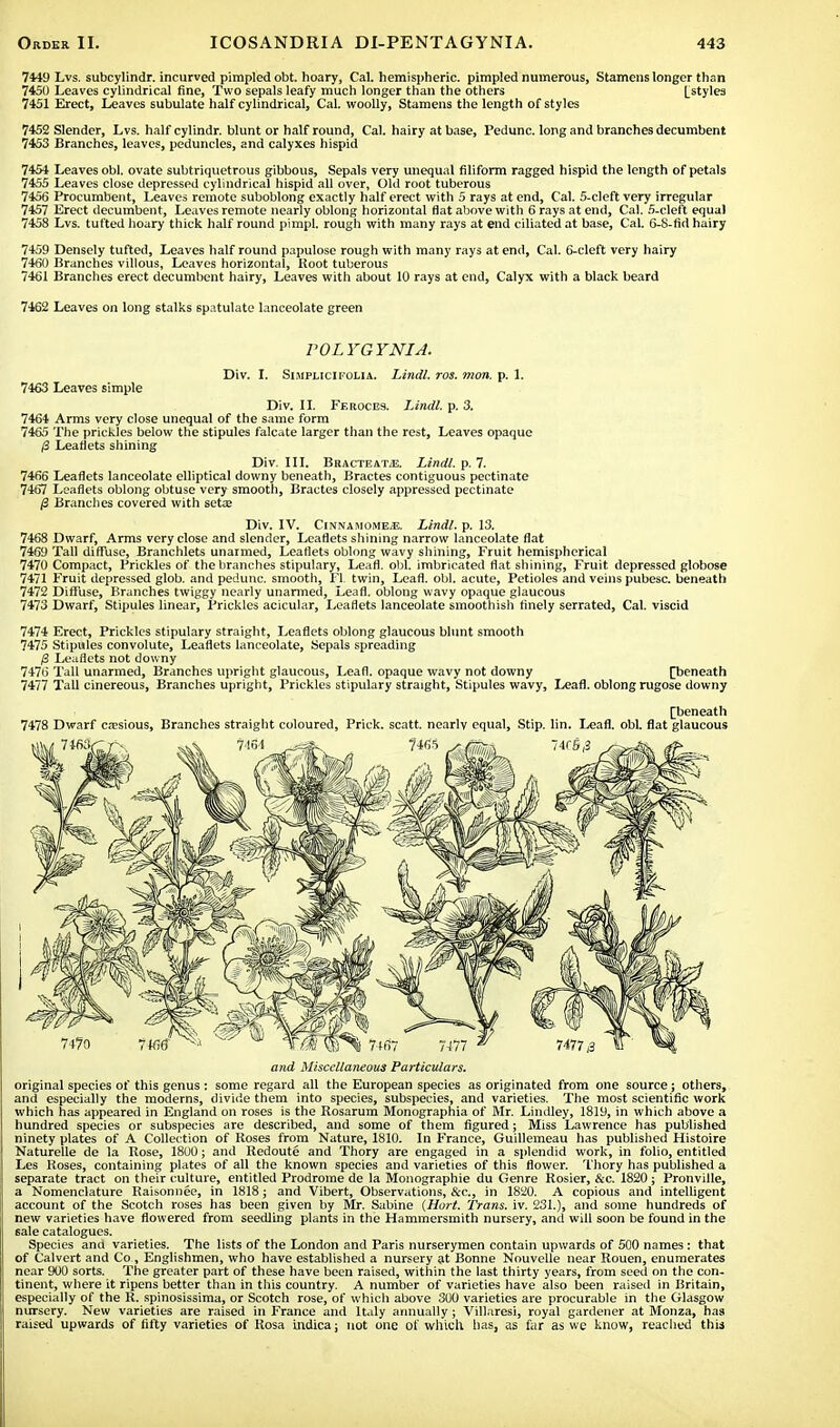 7449 Lvs. subcylindr. incurved pimpled obt. hoary, Cal. hemispheric, pimpled numerous, Stamens longer than 7450 Leaves cylindrical fine, Two sepals leafy much longer than the others [styles 7451 Erect, Leaves subulate half cylindrical, Cal. woolly, Stamens the length of styles 7452 Slender, Lvs. half cylindr. blunt or half round, Cal. hairy at base, Pedunc. long and branches decumbent 7453 Branches, leaves, peduncles, and calyxes hispid 7454 Leaves obi. ovate subtriquetrous gibbous, Sepals very unequal filiform ragged hispid the length of petals 7455 Leaves close depressed cylindrical hispid all over, GUI root tuberous 7456 Procumbent, Leaves remote suboblong exactly half erect with 5 rays at end, Cal. 5-cleft very irregular 7457 Erect decumbent, Leaves remote nearly oblong horizontal flat above with 6 rays at end, Cal. 5-cleft equal 7458 Lvs. tufted hoary thick half round pimpl. rough with many rays at end ciliated at base, Cal. 6-8-fid hairy 7459 Densely tufted, Leaves half round papulose rough with many rays at end, Cal. 6-cleft very hairy 7460 Branches villous, Leaves horizontal, Hoot tuberous 7461 Branches erect decumbent hairy, Leaves with about 10 rays at end, Calyx with a black beard 7462 Leaves on long stalks spatulate lanceolate green VOLYGYNIA. Div. I. Shiplicifolia. Lindl. ros. mon. p. 1. 7463 Leaves simple Div. II. Feroce9. Lindl. p. 3. 7464 Arms very close unequal of the same form 7465 The prickles below the stipules falcate larger than the rest, Leaves opaque (3 Leaflets shining Div. III. Bracteatjj. Lindl. p. 7. 7466 Leaflets lanceolate elliptical downy beneath, Bractes contiguous pectinate 7467 Leaflets oblong obtuse very smooth, Bractes closely appressed pectinate fi Branches covered with seta; Div. IV. CINNAMOME.E, Lindl. p. 13. 7468 Dwarf, Arms very close and slender, Leaflets shining narrow lanceolate flat 7469 Tall diffuse, Branchlets unarmed, Leaflets oblong wavy shining, Fruit hemispherical 7470 Compact, Prickles of the branches stipulary, Leafl. obi. imbricated flat shining, Fruit depressed globose 7471 Fruit depressed glob, and pedunc. smooth, Fl twin, Leafl. obi. acute, Petioles and veins pubesc. beneath 7472 Diffuse, Branches twiggy nearly unarmed, Leafl. oblong wavy opaque glaucous 7473 Dwarf, Stipules linear, Prickles acicular, Leaflets lanceolate smoothish finely serrated, Cal. viscid 7474 Erect, Prickles stipulary straight, Leaflets oblong glaucous blunt smooth 7475 Stipules convolute, Leaflets lanceolate, Sepals spreading /3 Leaflets not downy 7476 Tall unarmed, Branches upright glaucous, Leafl. opaque wavy not downy [beneath 7477 Tall cinereous, Branches upright, Prickles stipulary straight, Stipules wavy, Leafl. oblong rugose downy [beneath 7478 Dwarf ca?sious, Branches straight coloured, Prick, scatt. nearly equal, Stip. lin. Leafl. obi. flat glaucous and Miscellaneous Particulars. original species of this genus : some regard all the European species as originated from one source; others, and especially the moderns, divide them into species, subspecies, and varieties. The most scientific work which has appeared in England on roses is the Rosarum Monographia of Mr. Lindley, 1819, in which above a hundred species or subspecies are described, and some of them figured; Miss Lawrence has published ninety plates of A Collection of Roses from Nature, 1810. In France, Guillemeau has published Histoire Naturelle de la Rose, 1800; and Redoute and Thory are engaged in a splendid work, in folio, entitled Les Roses, containing plates of all the known species and varieties of this flower. Thory has published a separate tract on their culture, entitled Prodrome de la Monographie du Genre Rosier, &c. 1820; Pronville, a Nomenclature Raisonnee, in 1818; and Vibert, Observations, &c, in 1820. A copious and intelligent account of the Scotch roses has been given by Mr. Sabine (Hort. Trans, iv. 231.), and some hundreds of new varieties have flowered from seedling plants in the Hammersmith nursery, and will soon be found in the sale catalogues. Species and varieties. The lists of the London and Paris nurserymen contain upwards of 500 names: that of Calvert and Co., Englishmen, who have established a nursery at Bonne Nouvelle near Rouen, enumerates near 9O0 sorts. The greater part of these have been raised, within the last thirty years, from seed on the con- tinent, where it ripens better than in this country. A number of varieties have also been raised in Britain, especially of the R. spinosissima, or Scotch rose, of which above 300 varieties are procurable in the Glasgow nursery. New varieties are raised in France and Italy annually ; Villaresi, royal gardener at Monza, has raised upwards of fifty varieties of Rosa indica; not one of which has, as far as we know, reached this