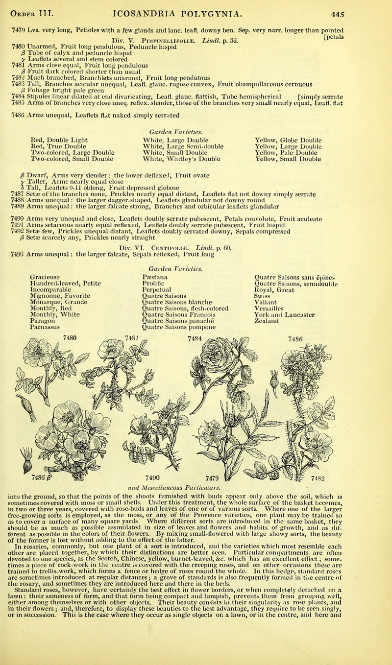 7479 Lvs. very long, Petioles with a few glands and lane, leafl. downy ben. Sep. very narr. longer than pointed Div. V. PiupiNHLLiFOLiiE. Limit, p. 36. [petals 7480 Unarmed, Fruit long pendulous, Peduncle hispid ,3 Tube of calyx and peduncle hispid y Leaflets several and stem colored 7481 Arms close equal, Fruit long pendulous 0 Fruit dark colored shorter than usual 748'2 Much branched, Branchlets unarmed, Fruit long pendulous 7483 Tall, Branches acicular unequal, Leafl. glauc. rugose convex, Fruit obampullaceous cernuous /3 Foliage bright pale green 748+ Stipules linear dilated at end divaricating, Leafl. glauc. flatfish, Tube hemispherical [simply serrate 7485 Arms of branches very close uneq. reflex, slender, those of the branches very small nearly equal, Leafl. flat 7486 Arms unequal, Leaflets flat naked simply serrated Red, Double Light Red, True Double Two-colored, Large Double Two-colored, Small Double Garden Varieties. White, Large Double White, Large Semi-double White, Small Double White, Whitley's Double Yellow, Globe Double Yellow, Large Double Yellow, Pale Double Yellow, Small Double @ Dwarf, Arms very slender : the lower deflexeil, Fruit ovate y Taller, Arms nearly equal close 3 Tall, Leaflets 9-11 oblong, Fruit depressed globose 7487 Seta? of the branches none, Prickles nearly equal distant, Leaflets flat not downy simply serrate 7488 Arms unequal: the larger dagger-shaped, Leaflets glandular not downy round 7489 Arms unequal: the larger falcate strong, Branches and orbicular leaflets glandular 7490 Arms very unequal and close, Leaflets doubly serrate pubescent, Petals convolute, Fruit aculeate 7491 Arms setaceous nearly equal reflexed, Leaflets doubly serrate pubescent, Fruit hispid 7492 Seta; few, Prickles unequal distant, Leaflets doubly serrated downy, Sepals compressed /3 Seta? scarcely any, Piickles nearly straight Div. VI. Centifoli/e. Lindl. p. 60. 7493 Arms unequal: the larger falcate, Sepals reflexed, Fruit long Gracieuse Hundred-leaved, Petite Incomparable Mignonne, Favorite Monarque, Grande Monthly, Red Monthly, White Paragon Parnassus 7480 7481 Garden Varieties. Pastana Prolific Perpetual Quatre Saisons Quatre Saisons blanche (Quatre Saisons, flesh-colored Quatre Saisons Francois Quatre Saisons panache Quatre Saisons pompone 7484 Quatre Saisons sans opines Quatre Saisons, semidouble Royal, Great Swiss Valiant Versailles York and Lancaster Zealand 7-186 and Miscellaneous Particulars. into the ground, so that the points of the shoots furnished with buds appear only above the soil, which ia sometimes covered with moss or small shells. Under this treatment, the whole surface of the basket becomes, in two or three years, covered with rose-buds and leaves of one or of various sorts. Where one of the larger free-growing sorts is employed, as the moss, or any of the Provence varieties, one plant may be trained so as to cover a surface of many square yards Where different sorts are introduced in the same basket, they should be as much as possible assimilated in size of leaves and flowers and habits of growth, and as dif- ferent as possible in the colors of their flowers. By mixing small-flowered with large showy sorts, the bcautv of the former is lost without adding to the effect of the latter. In rosaries, commonly, but one plant of a sort is introduced, and the varieties which most resemble each other are placed together, by which their distinctions are better seen. Particular compartments are often devoted to one species, as the Scotch, Chinese, yellow, burnet-leaved, &c. which has an excellent effect; some- times a piece of rock-work in the centre is covered with the creeping roses, and on other occasions these are trained to trellis-work, which forms a fence or hedge of roses round the whole. In this hedge, standard roses are sometimes introduced at regular distances; a grove of standards is also frequently formed in the centre of the rosary, and sometimes they are introduced here and there in the beds. Standard roses, however, have certainly the best effect in flower borders, or when completely detached on a lawn : their sameness of form, and that form being compact and lumpish, prevents them from grouping well, either among themselves or with other objects. Their beauty consists in their singularity as rose plants, and in their flowers ; and, therefore, to display these beauties to the best advantage, they require to be seen singly, or in succession. This is the case where they occur as single objects or. a lawn, or in the centre, and here and