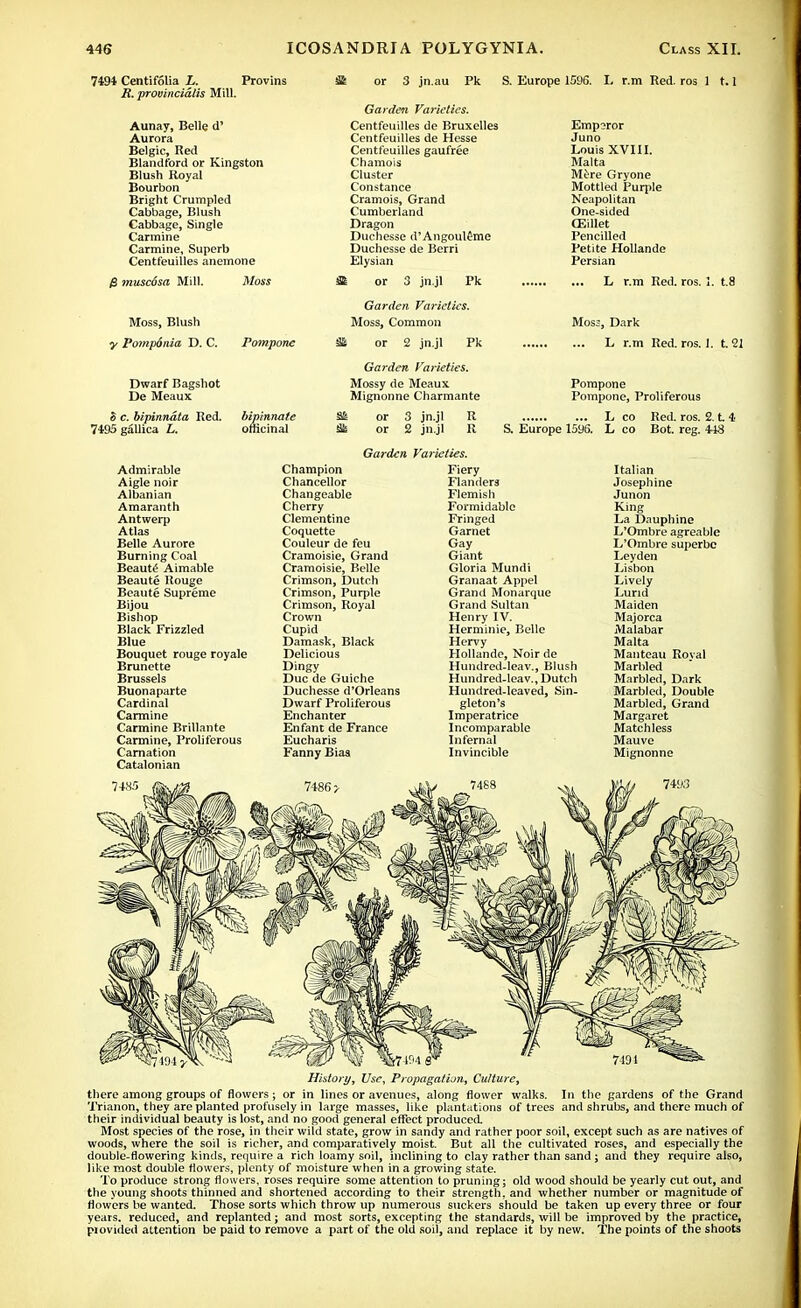 7494 Centifolia L. Provins R. provincialis Mill. Aunay, Belle d' Aurora Belgic, Red Blandford or Kingston Blush Royal Bourbon Bright Crumpled Cabbage, Blush Cabbage, Single Carmine Carmine, Superb Centfeuilles anemone or 3 jn.au Pk S. Europe 1596. I, r.m Red. ros 1 1.1 0 muscdsa Mill. Moss, Blush y Pomponia D. C. Dwarf Bagshot De Meaux o c. bipinndta Red. 7495gallica L. Moss Pompone bipinnate officinal Garden Varieties. Centfeuilles de Bruxelles Centfeuilles de Hesse Centfeuilles gaufree Chamois Cluster Constance Cramois, Grand Cumberland Dragon Duchesse d'Angouleme Duchesse de Berri Elysian I or 3 jn.jl Pk Garden Varieties. Moss, Common i or 2 jn.jl Pk Garden Varieties. Mossy de Meaux Mignonne Charmante Emp?ror Juno Louis XVIII. Malta Mire Gryone Mottled Purple Neapolitan One-sided CEillet Pencilled Petite Hollande Persian L r.m Red. ros. 1. t.8 Moss, Dark L r.m Red. ros. I. t. 21 St or 3 jn.jl or 2 jn.jl Pompone Pompone, Proliferous L co Red. ros. 2. t 4 S. Europe 15y6. L co Bot. reg. 448 Admirable Aigle noir Albanian Amaranth Antwerp Atlas Belle Aurore Burning Coal Beauts Aimable Beaute Rouge Beaute Supreme Bijou Bishop Black Frizzled Blue Bouquet rouge royale Brunette Brussels Buonaparte Cardinal Carmine Carmine Brillante Carmine, Proliferous Carnation Catalonian Garden Champion Chancellor Changeable Cherry Clementine Coquette Couleur de feu Cramoisie, Grand Cramoisie, Belle Crimson, Dutch Crimson, Purple Crimson, Royal Crown Cupid Damask, Black Delicious Dingy Due de Guiche Duchesse d'Orleans Dwarf Proliferous Enchanter Enfant de France Eucharis Fanny Bias Fiery Flanders Flemish Formidable Fringed Garnet Gay Giant Gloria Mundi Granaat Appel Grand Monarque Grand Sultan Henry IV. Herminie, Belle Hervy Hollande, Noir de Hundred-lea v., Blush Hundred-leav., Dutch Hundred-leaved, Sin- gleton's Imperatrice Incomparable Infernal Invincible Italian Josephine Junon King La Dauphine L'Ombre agreable L'Ombre superbc Leyden Lisbon Lively Lurid Maiden Majorca Malabar Malta Manteau Royal Marbled Marbled, Dark Marbled, Double Marbled, Grand Margaret Matchless Mauve Mignonne History, Use, Propagation, Culture, there among groups of flowers ; or in lines or avenues, along flower walks. In the gardens of the Grand Trianon, they are planted profusely in large masses, like plantations of trees and shrubs, and there much of their individual beauty is lost, and no good general effect produced. Most species of the rose, in their wild state, grow in sandy and rather poor soil, except such as are natives of woods, where the soil is richer, and comparatively moist. But all the cultivated roses, and especially the double-flowering kinds, require a rich loamy soil, inclining to clay rather than sand; and they require also, like most double flowers, plenty of moisture when in a growing state. To produce strong flowers, roses require some attention to pruning; old wood should be yearly cut out, and the young shoots thinned and shortened according to their strength, and whether number or magnitude of flowers be wanted. Those sorts which throw up numerous suckers should be taken up every three or four years, reduced, and replanted; and most sorts, excepting the standards, will be improved by the practice, piovided attention be paid to remove a part of the old soil, and replace it by new. The points of the shoots