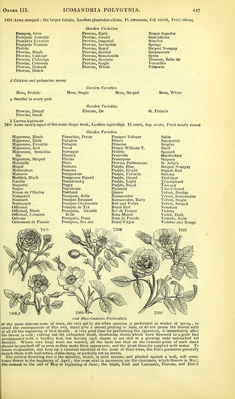 7491 Arms unequal: the larger falcate, Leaflets glandular-ciliate, Fl. cemuous, Cal. viscid, Fruit oblong Pompon, Gros Pourpree Aimable Pourpree Favorite Pourpree Violette Proline Provins, Blush Provins, Cabbage Provins, Chiklings Provins, Common Provins, Damask Provins, Dutch Provins, Early Provins, Grand Provins, Imperial Provins, Invincible Provins, Royal Provins, Scarlet Provins, Semidouble Provins, Shailers Provins, Single Provins, White Rouge Superbe Sans petales Souchet Spongs Striped Nosegay Surpassante Syren Trianon, Belle de Versailles Vilmorin /3 Calyxes and peduncles mossy Garden Varieties. Moss, Prolific Moss, Single Moss, Striped Moss, White •y Smaller in every part Garden Varieties. Provins, Dwarf Rheims, De St. Francis Provins, Small 3 Leaves bipinnate 7495 Arms nearly equal of the same shape weak, Leaflets rigid ellipt. Fl. erect, Sep. ovate, Fruit nearly round Garden Varieties. Mignonne, Blush Panachee, Petite Pourpre Velours Sable Mignonne, Dark Paradise Prince Sanspareil Mignonne, Favorite Paragon Princess Sceptre Mignonne, Red Pavot Prince William V. Shell Mignonne, Semidou- Perruque Prolific Spanish ble Phoenix Pronville Stadtholder Mignonne, Striped Plicate Proserpine Stepney St. John's Mirabelle Pluto Provins Pulmonaire Mogul Pa?stana Purple, Blue Striped Nosegay Montauban Pomona Purple, Bright Superb Red Morocco Pompadour Purple, Favorite Sultana Mottled, Black Pomponne Bizard Purple, Grand 'IVafalgar Natalie Poniatowsky Purple, Light Triumphant Negrette Poppy Purple, Royal Tuscany Negro Porcelaine Pyramid Two-Colored Ninon de l'Enclos Portland Queen Velvet, Double Nonpareil Pourpree, Belle Ranunculus Velvet, Semidouble Nonsuch Pourpre Bouquet Ranunculus, Early Velvet, Single Normandy Pourpre Charmante Red and Violet Velvet, Striped Officinal Pourpre de Tyr Royal Red Venetian Officinal, Blush Pourpree, Grande Roi de France Victory Officinal, Carmine Belle Rosa Mundi Violet, Dark Orleans Pourpree, Point Rose de Parade Violette, Belle Ornement de Parade Pourpres, Roi de6 Royal Virgin Violette and Rouge and Miscellaneous Particulars. of the more delicate sorts of roses, are very apt to die when pruning is performed in winter or spring; to avoid the consequences of this evil, many give a second pruning in June, or do not prune the tender sorts at all till the beginning of that month. A very good time for performing the operation, is immediately after the bloom is over; cutting out old exhausted wood, shortening shoots which have flowered to a good bud accompanied with a healthy leaf, but leaving such shoots as are still in a growing state untouched till October. Where very large roses are wanted, all the buds but that on the extreme point of each shoot should be pinched off as soon as they make their appearance, and the plant liberally supplied with water. To lessen evaporation, and keep up a constant moisture at the roots of their roses, the Paris gardeners generally mulch them with half-rotten stable-dung, or partially rot-en leaves. The earliest flowering rose is the monthly, which, in mild seasons, and planted against a wall, will some- I times flower in the beginning of April; the roses next in succession are the cinnamon, which flowers in May; [ thedamask in the end of May or beginning of June; the blush, York and Lancaster, Provins, and Dutch