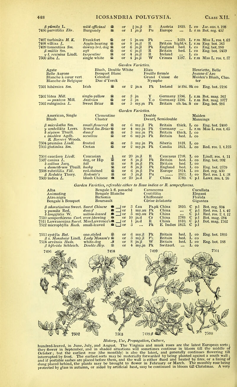 /3 p&mila L. wild officinal or i jn-jl R Austria 1810. L CO Jac. aus. 1.198 7496 parvifolia Eht. Burgundy Sk or 1 jn jl Pu Europe ■•■ L r.m Bot. reg. 45? 7497 turbinata H. K. Frankfort m or 5 jn.au Pk 1629. L r.m Miss L. ros. t. 63 7498 villosa L. Apple-bearing m or 8 jn.jl R Britain highl.v. L r.m Eng. bot. 583 7499 tomentosa Sm. downy-lvd. dog sk or 6 jn.jl Pk England hed. L CO Eng. bot. 990 /3 mollis Sm. soft Sk or 6 jn.jl R Britain hed. L CO Eng. bot. 2459 y t. reshwsa Lindl. turpentine sk or 4 jn.jl R Ireland L CO 7500 alba L. single white sk or 4 jn.jl W Crimea 1597. L r.m Miss L. ros. t. 37 Agate Belle Aurore Blanche a coeur vert Blanche de Belgique 7501 hibernica Sm. 1 Garden Varieties. Blush, Double White Eliza Bouquet Blanc Feuille fermee Celestial Grand Cuisse Due d'Yorck Nymphe Henriette, Belle Joanne d'Arc Maiden's Blush, Clus- ter or 2 jn.n Pk Ireland ir.thi. Sk co Eng. bot. 2196 7502 lutea Mill. — punicea Mill. 7503 rubiginosa L. single-yellow Sk Austrian Sk Sweet Briar Sk American, Single Blush /3 micrantha Sm. y umbcllata Leers. 8 septum Thuill. t inoddra Agdh. R. Borreri Woods. 7504 pruinosa Lindl. 7505 glutinosa Sm. Clementine Cluster or 3 jn Y Germany 1596. L r.m Bot. mag. 363 or 3 jn Y.o Germany 1596. L r.m Bot. mag. 1077 or 5 my.jn Pk Britain ch. ba. S co Eng. bot. 991 Garden Varieties. Double Maiden Dwarf, Semidouble Mannings small-flowered or 6 my.jl Pk Britain thick. L CO Eng. bot. 2490 tie mid. Sw. Bria rSk or 4 my.jn Pk Germany L r.m Miss L. ros. t. 65 dwarf Sk or 3 my.jn Pk Britain thick. L CO scentless Sk or 6 my.jn Pk Britain hed. L CO frosted Sk or 3 my.jn Pk Siberia 1818. L CO Cretan Sk or 2 my.jn Pk Candia 1821. L CO Red. ros. 1. t.125 7506 caucasea Lindl, 7507 canina L. b collina Jacq. i dumetdrum Thuill. bushy 7508 rubrifolia Vill. (3 Rcdutea Thory. 7509 indica L. Caucasian or 20 jn.jl R Caucasus 1798. 1/ CO dog, or Hip or 8 jn.jl Pk Britain hed. I, co hill Sk or 8 jn.jl Pk Britain hed. L CO bushy Sk or 8 jn.jl Pk England hed. L CO red-stained Sk or 6 jn.jl Pu Europe 1814. L CO Redoute's Sk or 3 jn.jl Pu 182-2. L CO blush Chinese m or 20 ja.d F China 1789. C p-1 Garden Varieties, referable cither to Rosa indica or R. sempcrftorens. Lindl. ros. t. 11 Eng. bot. 992 Eng. bot. 2579 Bot. reg. 430 Red. ros. 1.1. 38 Lawr. ros. t. 26 Alba Animating Atro-nigra Bengale a Bouquet Bengale a fl. panache Bengale Blanche Bichonia Boursault Carnescens Centifolia Chiffonnee Cerise eclatante /3 odoratissima Sweet. Sweet Chinese « I or 3 f.au Pa.pk China ypumila Red. dwarf M | or 1 my.au Pk China S longifolia W. willow-leaved * | or 5 my.au Pk China 7510 semperflorens Curt, ever-blowing St or 10 ja.d Cr China 7511 Lawranceana Suie<tf. MissLawrence's* | or 1 ja.d R China 7512 microphylla Roxb. small-leaved St i | or 3 ... Pk E. Indies 1823. 1789. 1810. Cucullata Elegant Florida Gigantea C p.l Bot. reg. 804 C p.l Red. ros. 1.1. 42 C p.l Red. ros. 2. 1.12 C p.l Bot. mag. 284 C p.l Bot. mag. 1762 C p.l 7513 systyla Bat. one-styled Sk or 6 my.jl Pk Britain hed. L co Eng. bot. 1895 /3 s. Monsdniie Lindl. Lady Monson's Sk or 3 my.jl Pk Britain hed. L co 7514 arvensis Huds. white-dog or 8 jn.jl W Britain hed. L co Eng. bot. 188 p hyhrida Schleich. Double-Hep. Sk or 4 my.jn Pk Switzerl. ... L co History, Use, Propagation, Culture, hundred-leaved, in June, July, and August. The Virginia and musk roses are the latest European sorts; they flower in September, and in shaded situations will sometimes continue in bloom till the middle of October; but the earliest rose (the monthly) is also the latest, and generally continues flowering till interrupted by frost. The earliest sorts may be materially forwarded by being planted against a south wall ; and if portable sashes are placed before them, and the wall is either flued and heated by tires, or a lining of dung placed behind, the plants may be brought to flower in February or March. The monthly rose being protected by glass in autumn, or aided by artificial heat, may be continued in bloom till Christmas. A very