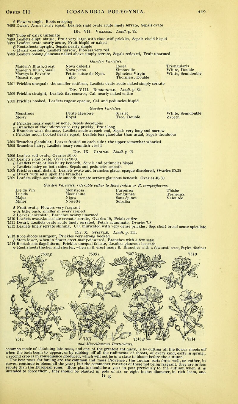 0 Flowers single, Roots creeping 7196 Dwarf, Arms nearly equal, Leaflets rigid ovate acute finely serrate, Sepals ovate Div. VII. Villosjs. Lindl. p. 72. 7497 Tube of calyx turbinate 7498 Leaflets ellipt. obtuse, Fruit very large with close stiff prickles, Sepals viscid hispid 7499 Leaflets ovate nearly acute, Fruit hispid or naked $ Root-shoots upright, Sepals nearly simple y Dwarf caesious, Leaflets narrow, Flowers very red 7500 Leaflets oblong glaucous naked above simply serrate, Sepals reflexed, Fruit unarmed Maiden's Blush,Great Maiden's Blush, Small Moraga la Favorite Muscat rouge Garden Varieties. Nova ca?lestis Rosea Nova plena Simonville Petite cuisse de Nym- Spineless Virgin phe Thornless, Double Triangularis White, Double ■White, Semidoublc 7501 Prickles unequal: the smaller setiform, Leaflets ovate acute naked simply serrate Div. VIII. Rubiginos^. Lindl. p. 84. 7502 Prickles straight, Leaflets flat concave, Cal. nearly naked entire 7503 Prickles hooked, Leaflets rugose opaque, Cal. and peduncles hispid Monstrous Mossy Garden Varieties. Petite Hessoise Scarlet Royal Tree, Double White, Semidouble Zabeth /3 Prickles nearly equal or none, Sepals deciduous y Branches of the inflorescence very prickly, Fruit long S Branches weak flexuose, Leaflets acute at each end, Sepals very long and narrow e Prickles much hooked nearly equal, Leaflets less glandular than usual, Sepals deciduous 7504 Branches glandular, Leaves frosted on each side: the upper somewhat whorled 7505 Branches hairy, Leaflets hoary roundish viscid Div. IX. Canin/E. Lindl. p. 97. 7506 Leaflets soft ovate, Ovaries 50-60 7507 Leaflets rigid ovate, Ovaries 20-30 (3 Leaflets more or less hairy beneath, Sepals and peduncles hispid y Leaflets hairy on both sides, Sepals and peduncles smooth 7508 Prickles small distant, Leaflets ovate and branches glauc. opaque discolored, Ovaries 20-30 /3 Dwarf with seta; upon the branches 7509 Leaflets ellipt. acuminate smooth crenate serrate glaucous beneath, Ovaries 40-50 Garden Varieties, referable either to Rosa indiea or It. semperflorens. Lie de Vin Monstrosa Purpurea Thisbe Lucida Moonshine Sanguinea Terneaux Major Nigra Sans epines Veloutee Minor Noisette Subalba S Fruit ovate, Flowers very fragrant rA little bush, smaller in every respect Leaves lanceolate, Branches nearly unarmed 7510 Leaflets ovate-lanceolate crenate serrate, Ovaries 15, Petals entire 7511 Dwarf, Leaflets ovate acute finely serrated, Petals acuminate, Ovaries 7-8 7512 Leaflets finely serrate shining, Cal. muricated with very dense prickles, Sep. short broad acute apiculate Div. X. Systvlje. Lindl. p. 111. 7513 Root-shoots assurgent, Prickles very strong hooked /3 Stem lower, when in flower erect many-flowered, Branches with a few seta; 7514 Root-shoots flagelliform, Prickles unequal falcate, Leaflets glaucous beneath y Root-shoots thicker and shorter, when in fl. erect many-fl. Branches with a few scat, seta;, Styles distinct V 7507 and Miscellaneous Particulars. common mode of obtaining late roses, and one of the greatest antiquity, is by cutting all the flower shoots off when the buds begin to appear, or by rubbing off all the rudiments of shoots, of every kind, early in spring; a second crop is in consequence produced, which will not be in a state to bloom before the autumn. The best roses for forcing are the common and moss Provence; the Indian sorts force well, or rather, in stoves, continue in bloom all the year; but the commoner varieties of these not being fragrant, they are in less repute than the European roses. Rose plants should be a year in pots previously to the autumn when it is intended to force them ; they should be planted in pots of six or eight inches diameter, in rich loam, and G g