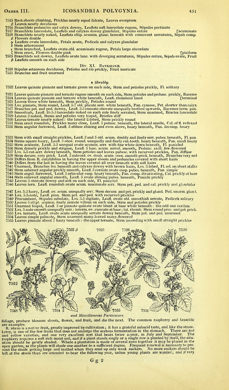 7515 Root-shoots climbing, Prickles nearly equal falcate, Leaves evergreen p Leaves nearly deciduous 7516 Branchlets peduncles and calyx downy, Leaflets soft lanceolate rugose, Stipules pectinate 7517 Branchlets lanceolate, Leaflets and calyxes downy glandular, Stipules entire [acuminate 7518 Branchlets nearly naked, Leaflets ellip. acumin. glauc beneath with connivent serratures, Sepals comp. 13 Flowers double •y Leaflets ovate lanceolate, Petals acute, Pedicels and calyxes glandular j Stem arborescent t Stem branched, Leaflets ovate-obL acuminate rugose, Petals large obcordate £ Stem erect, Flowers double pink [pisiform 7519 Branchlets not downy, Leaflets ovate lane, with diverging serratures, Stipules entire, Sepals ovate, Fruit (S Leaflets smooth on each side Div. XI. Banksianje. 7520 Stipules setaceous deciduous, Petioles and rib prickly, Fruit muricate 7521 Branches and fruit unarmed * Shrubby. 7522 Leaves quinate pinnate and ternate green on each side, Stem and petioles prickly, Fl. solitary 7523 Leaves quinate pinnate and ternate rugose smooth on each side, Stem petioles and pedunc. prickly, Raceme 7524 Leaves quinate pinnate and ternate white beneath, Leafl. rhomboid lined [terminal 7525 Leaves three white beneath, Stem prickly, Petioles round 7526 Lvs. pinnate, Stem round, Leafl. 5-7 obi. plicate serr. white beneath, Pan. cymose, Pet. shorter than calyx 7527 Branches pet. and ped. downy, Leafl. 3-5 cuneate obovate unequally toothed upwards, Racemes term. pan. 7528 Smoothish, Leafl. 10-5-3 lanceolate naked on each side finely serrated, Stem unarmed, Bractes lanceolate 7529 Leaves 3 naked, Stems and petioles very hispid, Bristles stiff 7530 Leaves ternate nearly naked: the lateral 2-lobed, Stem prickly round 7531 Stem erect roundish, Prickles many close, Leafl. 5 pubesc. beneath, the lateral sessile, Cal. of fl. reflexed 7532 Stem angular furrowed, Leafl. 5 obtuse shining and even above, hoary beneath, Pan. decomp. hoary 7533 Stem with small straight prickles, Leafl. 3 and 5 obi. acum. doubly and finely serr. pubes. beneath, Fl. pan. 7534 Stems square hoary, Leafl. 3 obov. round, unequally and finely cut-tooth, hoary beneath, Pan. small hoary 7535 Stem aculeate, Leafl. 3-5 unequal ovate acumin. serr. with fine white down beneath, Fl. panicled 7536 Stem densely prickly and strigose, Leafl. 5 lane. acum. serrul. smooth, Pedunc. axill. few-flowered 7537 Lvs. 3-5 cut-serr. downy beneath, Stem petioles and leaves pubesc with recurved prickles, Pan. diffuse 7538 Stem decum. very prick. Leafl. 3 subcord. ov. doub. acute, cren. smooth prick, beneath, Branches very red 7539 Differs from R corylifolius in having the upper shoots and peduncles covered with short hairs 7540 Differs from the last in having the leaves covered all over beneath with soft hairs 7541 Unarmed, Branches lvs. beneath and calyxes downy with brown hairs, Lvs. 3-lobed, Fl. sol. on short stalks 7542 Stem suberect angular prickly smooth, Leafl. 5 cordate ovate cusp, pubes. beneath, Pan. simple 7543 Stem angul. furrowed, Leafl. 5 orbicular cusp, hoary beneath, Pan. comp. divaricating, Cal. prickly at base 7544 Stem suberect angular smooth, Leafl. 5 ovate shining pubes. beneath, Panicle prickly 7545 Leaves 3 obovate downy and soft on each side, Fl. panicled 7546 Leaves tern. Leafl. roundish ovate acum. mucronate serr. Stem pet. ped. and cal. prickly and glandular 7547 Lvs. 5-3 hairy, Leafl. ov. acum. unequally serr. Stem decum and pet. prickly and gland. Pod. unarm, gland. 7548 Lvs. 3-5-nate, Leafl. pinn. Stem pet. and ped. with recurved prickles 7549 Procumbent, Stipules subulate, Lvs. 3-5 digitate, Leafl. ovate obi. smoothish serrate, Pedicels solitary 7550 Leaves 5 ellipt. acumin. finely serrate villous on each side, Stem and petioles prickly 7551 Unarmed hispid, Leafl. 3 or pinnate quinate ovate blunt at base white beneath : the odd one cordate 7552 Lvs. 3-nate smooth unequally serr.: interna, ov.-cuneate at base; lat rhomb. Stem round proc. and pet. prick. 7553 Lvs. ternate, Leafl. ovate acute unequally serrate downy beneath, Stem pet. and ped. unarmed 7554 Leaves simple palmate, Stem unarmed many-leaved many-flowered 7555 Leaves pinnate about 7 hairy beneath : the upper ternate, Stem ascending with small straight prickle.' and Miscellaneous Particulars. foliage, produce blossom shoots, flower, and fruit, and die the next. The common raspberry and bramble arR6i(teus ?s a native fruit, greatly improved by cultivation; it has a grateful subacid taste, and like the straw- Lerry, is one of the few fruits that does not undergo the acetous fermentation in the stomach. There are red and yellow varieties, and one very excellent sort that bears twice a-year, in July and September. The raspberry requires a soft rich moist soil, and if a plant stands singly or a single row is planted by itself, the situ- ation should be gently shaded. Where a plantation is made of several rows together it may be placed in the open garden, as the plants will shade one another to a sufficient degree. Frequent renewal is necessary to pre- vent the stools getting large and matted when they send up only weak suckers. No more suckers should be left at the stools than are intended to bear the following year, unless young plants are wanted; and if very