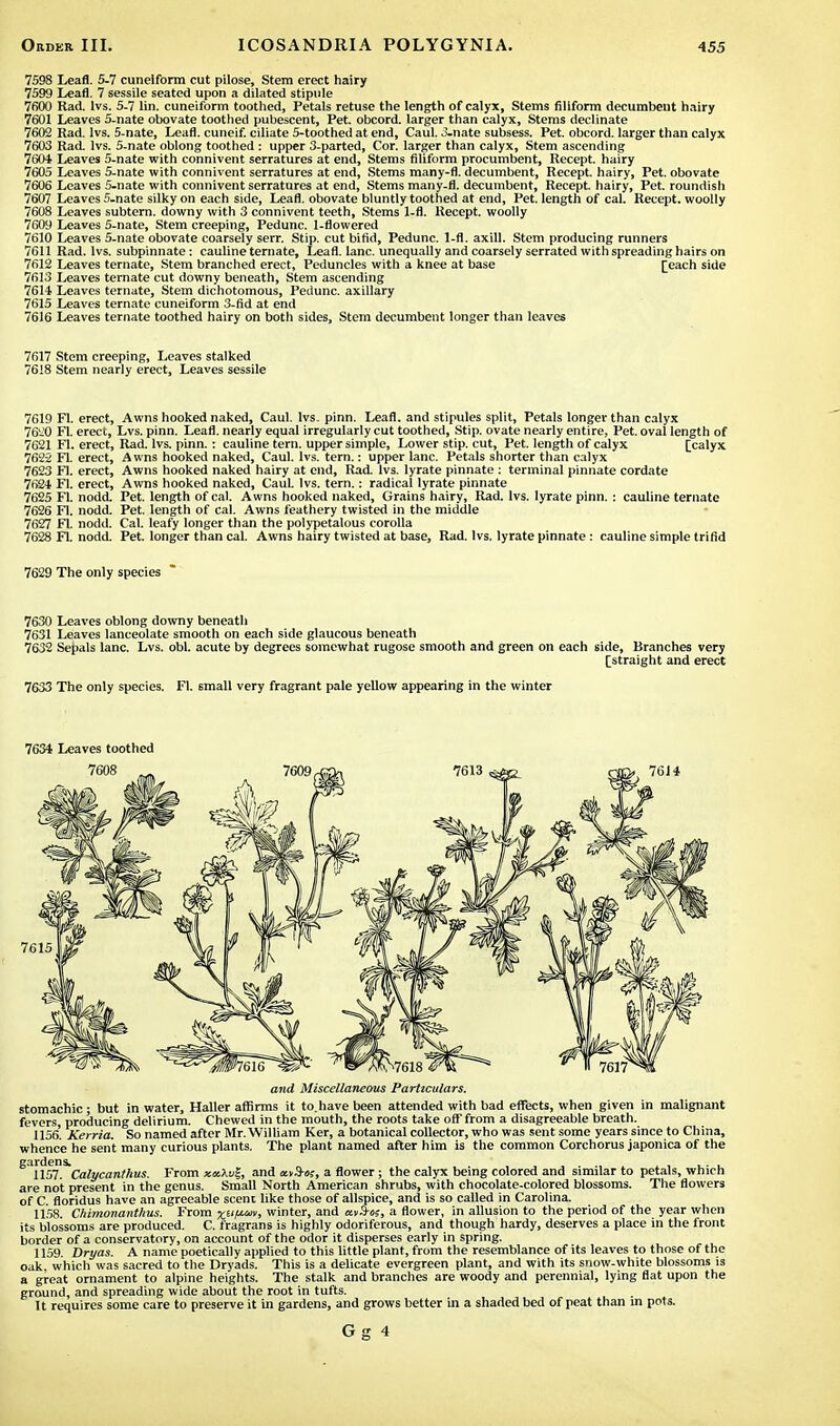 7598 Leafl. 5-7 cuneiform cut pilose, Stem erect hairy 7599 Leafl. 7 sessile seated upon a dilated stipule 7600 Rad. lvs. 5-7 lin. cuneiform toothed, Petals retuse the length of calyx, Stems filiform decumbent hairy 7601 Leaves 5-nate obovate toothed pubescent, Pet. obcord. larger than calyx, Stems declinate 7602 Rad. lvs. 5-nate, Leafl. cuneif. ciliate 5-toothed at end, Caul. 3-nate subsess. Pet. obcord. larger than calyx 7603 Rad. lvs. 5-nate oblong toothed : upper 3-parted, Cor. larger than calyx, Stem ascending 7604 Leaves 5-nate with connivent serratures at end, Stems filiform procumbent, Recept. hairy 7605 Leaves 5-nate with connivent serratures at end, Stems many-fl. decumbent, Recept. hairy, Pet. obovate 7606 Leaves 5-nate with connivent serratures at end, Stems many-fl. decumbent, Recept. hairy, Pet. roundish 7607 Leaves 5-nate silky on each side, Leafl. obovate bluntly toothed at end, Pet. length of cal. Recept. woolly 7608 Leaves subtern. downy with 3 connivent teeth, Stems 1-fl. Recept. woolly 7609 Leaves 5-nate, Stem creeping, Pedunc. 1-flowered 7610 Leaves 5-nate obovate coarsely serr. Stip. cut bifid, Pedunc. 1-fl. axill. Stem producing runners 7611 Rad. lvs. subpinnate: cauline ternate, Leafl. lane, unequally and coarsely serrated with spreading hairs on 7612 Leaves ternate, Stem branched erect, Peduncles with a knee at base [each side 7613 Leaves ternate cut downy beneath, Stem ascending 7614 Leaves ternate, Stem dichotomous, Pedunc. axillary 7615 Leaves ternate cuneiform 3-fid at end 7616 Leaves ternate toothed hairy on both sides, Stem decumbent longer than leaves 7617 Stem creeping, Leaves stalked 7618 Stem nearly erect, Leaves sessile 7619 Fl. erect, Awns hooked naked, Caul. lvs. pinn. Leafl. and stipules split, Petals longer than calyx 7620 Fl. erect, Lvs. pinn. Leafl. nearly equal irregularly cut toothed, Stip. ovate nearly entire, Pet. oval length of 7621 Fl. erect, Rad. lvs. pinn.: cauline tern, upper simple, Lower stip. cut, Pet. length of calyx [calyx 7622 Fl. erect, Awns hooked naked, Caul. lvs. tern.: upper lane. Petals shorter than calyx 7623 Fl. erect, Awns hooked naked hairy at end, Rad. lvs. lyrate pinnate : terminal pinnate cordate 7624 Fl. erect, Awns hooked naked, Caul. lvs. tern.: radical lyrate pinnate 7625 Fl. nodd. Pet. length of cal. Awns hooked naked, Grains hairy, Rad. lvs. lyrate pinn. : cauline ternate 7626 Fl. nodd. Pet. length of cal. Awns feathery twisted in the middle 7627 Fl. nodd. Cal. leafy longer than the polypetalous corolla 7628 Fl. nodd. Pet. longer than cal. Awns hairy twisted at base, Rad. lvs. lyrate pinnate : cauline simple trifid 7629 The only species 7630 Leaves oblong downy beneath 7631 Leaves lanceolate smooth on each side glaucous beneath 7632 Sepals lane. Lvs. obi. acute by degrees somewhat rugose smooth and green on each side, Branches very [straight and erect 7633 The only species. Fl. 6mall very fragrant pale yellow appearing in the winter 7634 Leaves toothed and Miscellaneous Particulars. stomachic; but in water, Haller affirms it to.havebeen attended with bad effects, when given in malignant fevers, producing delirium. Chewed in the mouth, the roots take off from a disagreeable breath. 1156'. Kerria. So named after Mr. William Ker, a botanical collector, who was sent some years since to China, whence he sent many curious plants. The plant named after him is the common Corchorus japonica of the ^llSl.^Calycanfhus. From x«Xu|, and a flower; the calyx being colored and similar to petals, which are not present in the genus. Small North American shrubs, with chocolate-colored blossoms. The flowers of C floridus have an agreeable scent like those of allspice, and is so called in Carolina. 1158. Chimonanthus. From xtMM> winter, and «v3-«s, a flower, in allusion to the period of the year when its blossoms are produced. C. fragrans is highly odoriferous, and though hardy, deserves a place in the front border of a conservatory, on account of the odor it disperses early in spring. 1159. Dryas. A name poetically applied to this little plant, from the resemblance of its leaves to those of the oak. which was sacred to the Dryads. This is a delicate evergreen plant, and with its snow-white blossoms is a great ornament to alpine heights. The stalk and branches are woody and perennial, lying flat upon the ground, and spreading wide about the root in tufts. It requires some care to preserve it in gardens, and grows better in a shaded bed of peat than in pots.