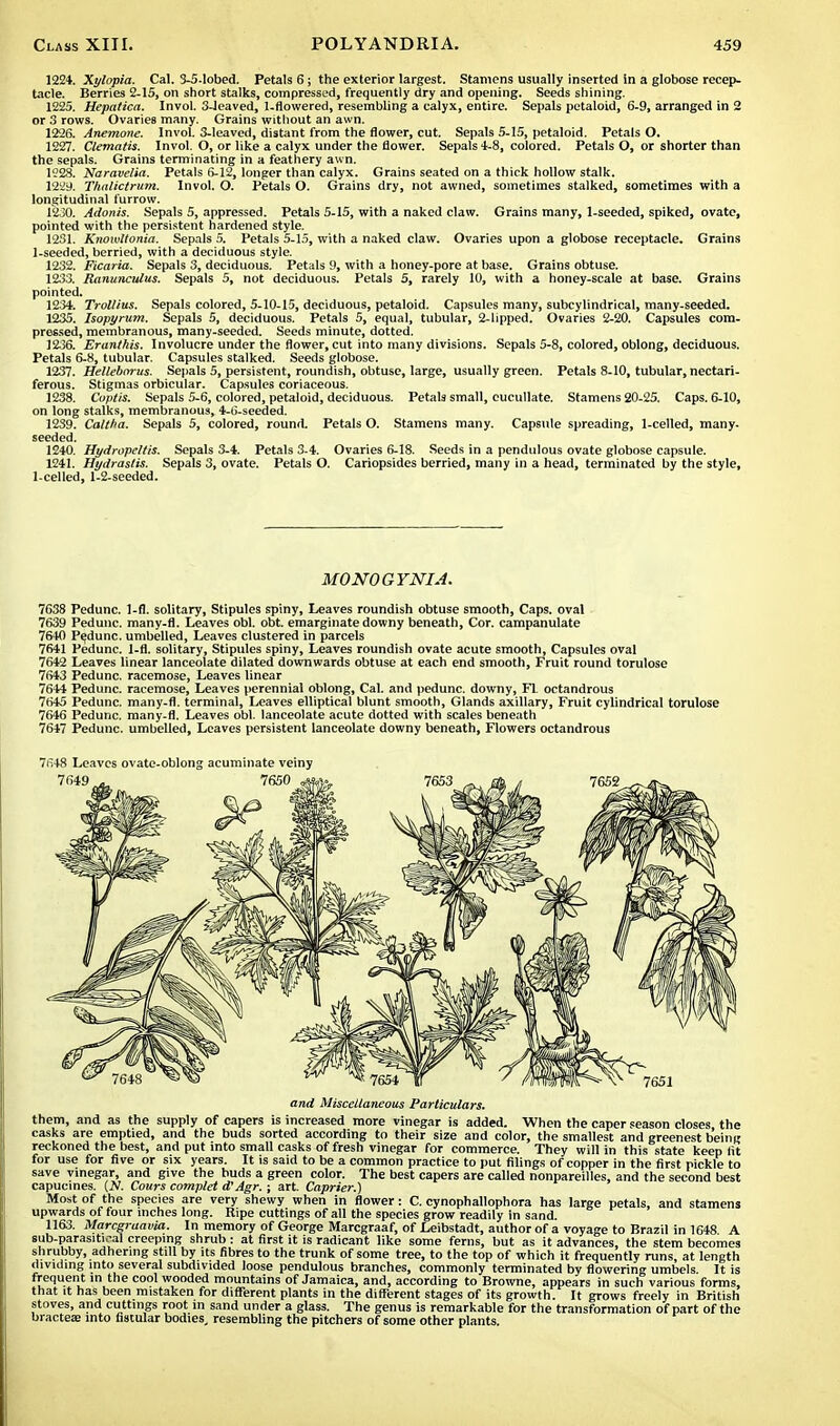 1224. Xylopia. Cal. 3-5-lobed. Petals 6; the exterior largest. Stamens usually inserted in a globose recep- tacle. Berries 2-15, on short stalks, compressed, frequently dry and opening. Seeds shining. 1225. Hepatica. Invol. 3-leaved, 1.flowered, resembling a calyx, entire. Sepals petaloid, 6-9, arranged in 2 or 3 rows. Ovaries many. Grains without an awn. 1226. Anemone. Invol. 3-leaved, distant from the flower, cut. Sepals 5-15, petaloid. Petals O. 1227. Clematis. Invol. O, or like a calyx under the flower. Sepals 4-8, colored. Petals O, or shorter than the sepals. Grains terminating in a feathery awn. 1228. Naraveliti. Petals 6-12, longer than calyx. Grains seated on a thick hollow stalk. 1229. Thalictrum. Invol. O. Petals O. Grains dry, not awned, sometimes stalked, sometimes with a longitudinal furrow. 1230. Adonis. Sepals 5, appressed. Petals 5-15, with a naked claw. Grains many, 1-seeded, spiked, ovate, pointed with the persistent hardened style. 1231. Knowltonia. Sepals 5. Petals 5-15, with a naked claw. Ovaries upon a globose receptacle. Grains 1-seeded, berried, with a deciduous style. 1232. Ficaria. Sepals 3, deciduous. Petals 9, with a honey-pore at base. Grains obtuse. 1233. Ranunculus. Sepals 5, not deciduous. Petals 5, rarely 10, with a honey-scale at base. Grains pointed. 1234. Trollius. Sepals colored, 5-10-15, deciduous, petaloid. Capsules many, subcylindrical, many-seeded. 1235. Isopyrum. Sepals 5, deciduous. Petals 5, equal, tubular, 2-lipped. Ovaries 2-20. Capsules com- pressed, membranous, many-seeded. Seeds minute, dotted. 1236. Eranthis. Involucre under the flower, cut into many divisions. Sepals 5-8, colored, oblong, deciduous. Petals 6-8, tubular. Capsules stalked. Seeds globose. 1237. Helleborus. Sepals 5, persistent, roundish, obtuse, large, usually green. Petals 8-10, tubular, nectari- ferous. Stigmas orbicular. Capsules coriaceous. 1238. Coptis. Sepals 5-6, colored, petaloid, deciduous. Petals small, cucullate. Stamens 20-25. Caps. 6-10, on long stalks, membranous, 4-6-seeded. 1239. Caltha. Sepals 5, colored, round. Petals O. Stamens many. Capsule spreading, 1-ceIIed, many, seeded. 1240. Hydropeltis. Sepals 3-4. Petals 3.4. Ovaries 6-18. Seeds in a pendulous ovate globose capsule. 1241. Hydrastis. Sepals 3, ovate. Petals O. Cariopsides berried, many in a head, terminated by the style, 1-celled, 1-2-seeded. MONOGYNIA. 7638 Pedunc. 1-fl. solitary, Stipules spiny, Leaves roundish obtuse smooth, Caps, oval 7639 Pedunc. many-fl. Leaves obi. obt. emarginate downy beneath, Cor. campanulate 7640 Pedunc. umbelled, Leaves clustered in parcels 7641 Pedunc. 1-fl. solitary, Stipules spiny, Leaves roundish ovate acute smooth, Capsules oval 7642 Leaves linear lanceolate dilated downwards obtuse at each end smooth, Fruit round torulose 7643 Pedunc. racemose, Leaves linear 7644 Pedunc. racemose, Leaves perennial oblong, Cal. and pedunc. downy, Fl. octandrous 7645 Pedunc. many-fl. terminal, Leaves elliptical blunt smooth, Glands axillary, Fruit cylindrical torulose 7646 Pedunc. many-fl. Leaves obi. lanceolate acute dotted with scales beneath 7647 Pedunc. umbelled, Leaves persistent lanceolate downy beneath, Flowers octandrous 7648 Leaves ovate-oblong acuminate veiny and Miscellaneous Particulars. them, and as the supply of capers is increased more vinegar is added. When the caper season closes the casks are emptied, and the buds sorted according to their size and color, the smallest and greenest being reckoned the best, and put into small casks of fresh vinegar for commerce. They will in this state keep lit for use for five or six years. It is said to be a common practice to put filings of copper in the first pickle to save vinegar, and give the buds a green color. The best capers are called nonpareilles, and the second best capucines. (N. Cours complet d'Agr. ; art. Caprier.) Most of the species are very shewy when in flower: C. cynophallophora has large petals, and stamens upwards of four inches long. Ripe cuttings of all the species grow readily in sand. 1163. Marcgraavia. In memory of George Marcgraaf, of Leibstadt, author of a voyage to Brazil in 1648 A sub-parasitu-al creeping shrub: at first it is radicant like some ferns, but as it advances, the stem becomes shrubby, adhering still by its fibres to the trunk of some tree, to the top of which it frequently runs, at length dividing into several subdivided loose pendulous branches, commonly terminated by flowering umbels. It is frequent in the cool wooded mountains of Jamaica, and, according to Browne, appears in such various forms, that it has been mistaken for different plants in the different stages of its growth. It grows freely in British stoves, and cuttings root in sand under a glass. The genus is remarkable for the transformation of part of the bracteae into fistular bodies, resembling the pitchers of some other plants.