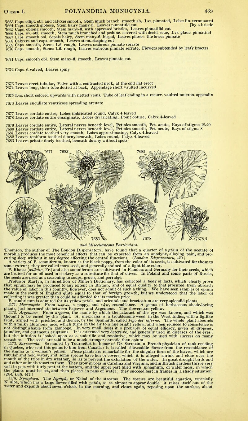 7663 Caps, ellipt. obi. and calyxes smooth, Stem much branch, smoothish, Lvs. pinnated, Lobes lin. terminated 7664 Caps, smooth globose, Stem hairy many-fl. Leaves pinnatifid cut [by a bristle 7665 Caps, oblong smooth, Stem many-fl. with appressed bristles, Leaves pinnatifid cut 7666 Caps, ov.-obl. smooth, Stem much branched and pedunc. covered with decid. setse, Lvs. glauc. pinnatifid 7667 Caps, smooth obi. Sepals hairy, Stem many-fl. hispid, Leaves pilose: the lower pinnate 7668 Calyxes and caps, smooth, Leaves stem-clasping cut 7669 Caps, smooth, Stems 1-fl. rough, Leaves scabrous pinnate serrate /670 Caps, smooth, Stems 1-fl. rough, Leaves scabrous pinnate serrate, Flowers subtended by leafy bractes 7671 Caps, smooth obi. Stem many-fl. smooth, Leaves pinnate cut 7672 Caps. 6-valved, Leaves spiny 7673 Leaves erect tubular, Valve with a contracted neck, at the end flat erect 7674 Leaves long, their tube dotted at back, Appendage short vaulted incurved 7675 Lvs. short colored upwards with netted veins, Tube of leaf ending in a reeurv. vaulted mucron. appendix 7676 Leaves cucullate ventricose spreading arcuate 7677 Leaves cordate entire, Lobes imbricated round, Calyx 4-leaved 7678 Leaves cordate entire emarginate, Lobes divaricating, Point obtuse, Calyx 4-leaved 7679 Leaves cordate entire, Lateral nerves beneath level, Petioles smooth, Pet. acute, Rays of stigma 12-20 7680 Leaves cordate entire, Lateral nerves beneath level, Petioles smooth, Pet. acute, Rays of stigma 8 7681 Leaves cordate toothed very smooth, Lobes approximating, Calyx 4-leaved 7682 Leaves reniform toothed downy beneath, Lobes round, Calyx 4-leaved 7683 Leaves peltate finely toothed, beneath downy without spots and Miscellaneous Particulars. Thomson, the author of The London Dispensatory, have found that a quarter of a grain of the acetate of morphia produces the most beneficial effects that can be expected from an anodyne, allaying pain, and pro- curing sleep without in any degree affecting the central functions. (London Dispensatory, 420.) A variety of P. somniferum, known as the black poppy, from the color of its seeds, is cultivated for these to some extent; they are called maw seed, and generally stained of a light blue color. P. Rhoeas {ceillette, Fr.) and also somniferum are cultivated in Flanders and Germany for their seeds, which are bruised for an oil used in cookery as a substitute for that of olives. In Poland and some parts of Russia, the seeds areused as a seasoning to soups, gruels, and porridge. Professor Martyn, in his edition of Miller's Dictionary, has collected a body of facts, which clearly prove that opium may be produced to any extent in Britain, and of equal quality to that procured from abroad; the value of labor in this country, however, does not admit of such a thing. We have seen samples of opium made in the south of England quite equal to that of foreign growth, but we understood that the labor of collecting it was greater than could be afforded for its market price. P. cambricum is admired for its yellow petals, and orientale and bracteatum are very splendid plants. 1171. Meconopsis. From /Mixm, a poppy, and mf-j?, resemblance. A genus of herbaceous shade-loving plants, just intermediate between Papaver and Argemone. The flowers are yellow. 1172. Argemone. From argema, the name by which the cataract of the eye was known, and which was thought to be cured by this plant. A. mexicana is a troublesome weed in the West Indies, with a fig-like fruit, armed with prickles, and thence, by the Spaniards, called Figo del inferno. The whole plant abounds with a milky glutinous juice, which turns in the air to a fine bright yellow, and when reduced to consistence is not distinguishable from gamboge. In very small doses it s probably of equal efficacy, given in dropsies, jaundice, and cutaneous eruptions. It is esteemed very detersive, and generally used in diseases of the eyes : but the infusion is looked upon as a sudorific and resolutive, which may be used with success on many occasions. The seeds are said to be a much stronger narcotic than opium. 1173. Sarracenia. So named by Tournefort in honor of Dr. Sarrazin, a French physician of rank residing in Quebec, who sent this genus to him from Canada: it is called side-saddle flower from the resemblance of the stigma to a woman's pillion. These plants are remarkable for the singular form of the leaves, which are tubular and hold water, and some species have lids or covers, which it is alleged shrink and close over the mouth of the tribe in dry weather, so as to prevent the exhalation of the water. In great drought birds and and other animals resort to them. They grow in bogs in Carolina and Virginia, and in British gardens thrive very well in pots with turfy peat at the bottom, and the upper part filled with sphagnum, or water-moss, in which the plants must be set, and then placed in pans of water: they succeed best in frames in a shady situation. (Bot. Cult. 417.) 1174. Uymphcea. The Nymph, or Naiad of the streams. The species are beautiful aquatics, especially N. alba, which has a large flower filled with petals, so as almost to appear double: it raises itself out of the water and expands about seven o'clock in the morning, and closes again, reposing upon the surface, about