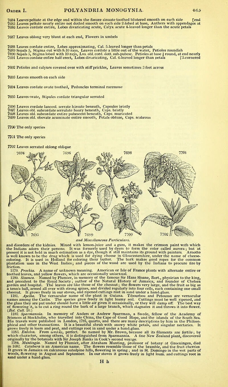 7684 Leaves peltate at the edge and within the fissure sinuate toothed blistered smooth on each side [end 7685 Leaves peltate nearly entire not dotted smooth on each side 2-lobed at base, Anthers with appendages at 7686 Leaves cordate entire, Lobes divaricating acute, Calyx acute 4-leaved longer than the acute petals 7687 Leaves oblong very blunt at each end, Flowers in umbels 7688 leaves cordate entire, Lobes approximating, Cal. 5-leaved longer than petals 7689 Sepals 5, Stigma cut with 8-10 rays, Leaves cordate a little out of the water, Petioles roundish 7890 Sepals 5, Stigma lobed with 10 rays, Lvs. obi. cord. dott. sub-pubesc. Petioles at base | round, at end nearly 7691 Leaves cordate entire half erect, Lobes divaricating, Cal. 6-leaved longer than petals [3-comered 7692 Petioles and calyxes covered over with stiff prickles, Leaves sometimes 3 feet across 7693 Leaves smooth on each side 7691 Leaves cordate ovate toothed, Peduncles terminal racemose 7695 Leaves ovate, Stipules cordate triangular serrated 7696 Leaves cordate lanceol. serrate hirsute beneath, Capsules bristly 7697 Leaves obi. subcordate serrulate hoary beneath, Caps, bristly 7698 Leaves obi. subcordate entire pubescent beneath, Caps, muricated 7699 Leaves obi. obovate acuminate entire smooth, Petals obtuse, Caps, scabrous 7700 The only species 7701 The only species 7702 Leaves serrated oblong oblique and Miscellaneous Particulars. and disorders of the kidnies. Mixed with lemon-juice and a gum, it makes the crimson paint with which the Indians adorn their persons. It was formerly used by dyers to form the color called aurora; but at present it is not held in much estimation as a dye, though it still maintains its ground with painters. Arnotto is well known to be the drug which is used for dying cheese in Gloucestershire, under the name of cheese- coloring. It is used in Holland for coloring their butter. The bark makes good ropes for the common plantation uses in the West Indies; and pieces of the wood are used by the Indians to procure fire by friction. 1179. Prockia. A name of unknown meaning. American or Isle of France plants with alternate entire or toothed leaves, and yellow flowers, which are occasionally unisexual. 1180. Sloanea. Named by Plumier, in memory of the famous Sir Hans Sloane, Bart., physician to the king, and president to the Royal Society; author of the Natural History of Jamaica, and founder of Chelsea garden and hospital. The leaves are like those of the chesnut; the flowers very large, and the fruit as big as a tennis ball, armed all over with strong spines, and divided regularly into four cells, each containing one small chesnut. It grows freely in our stoves, and ripened cuttings root in sand under a hand-glass. 1181. Apeiba. The vernacular name of the plant in Guiana. Tibourbou and Petoumo are vernacular names among the Caribs. The species grow freely in light loamy soil. Cuttings must be well ripened, and the glass they are put under should have a little air given it occasionally, or they will damp off! The best way of flowering it, is to cut a ring round the bark of a large branch, which stagnates it and throws it into flower. (Bot. Cult. 20.) 1182. Sparmannia. In memory of Anders or Andrew Sparrman, a Swede, fellow of the Academy of Sciences at Stockholm, who travelled into China, the Cape of Good Hope, and the islands of the South Sea. His travels were published in London, 1785, quarto, and there are many descriptions by him in the Philoso- phical and other transactions. It is a beautiful shrub with snowy white petals, and singular nectaries. It grows freely in loam and peat, and cuttings root in sand under a hand-glass. 1183. Entelea. From ivn>Ms, perfect. So named by Mr. Brown, because all its filaments are fertile; by which character, among others, it is distinguished from Sparmannia. A fine New Zealand plant, discovered originally by the botanists with Sir Joseph Banks in Cook's second voyage. 1184. Muntingia. Named by Plumier, after Abraham Munting, professor of botany at Groeningen, died in 1682. Calabura is an American name. The flowers resemble those of the bramble, and the fruit cherries It grows in Jamaica on calcareous subalpine hills, flowering in spring ; and in St. Domingo in the wet parts of woods, flowering in August and September. In our stoves it grows freely in light loam, and cuttings root in sand under a hand-glass. H h