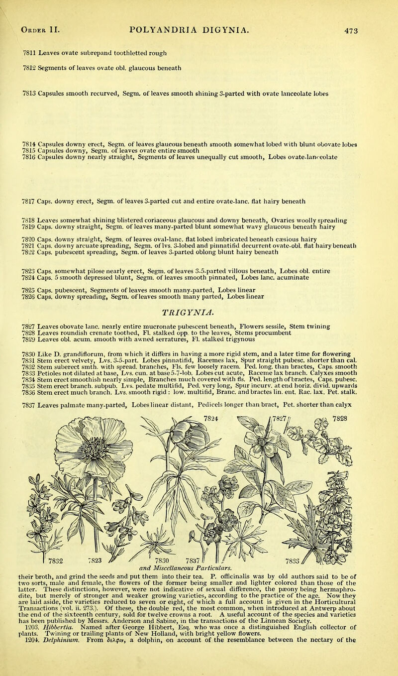 7811 Leaves ovate subrepand toothletted rougli 7812 Segments of leaves ovate obi. glaucous beneath 7813 Capsules smooth recurved, Segm. of leaves smooth shining 3-parted with ovate lanceolate lobes 7814 Capsules downy erect, Segm. of leaves glaucous beneath smooth somewhat lobed with blunt obovate lobes 7815 Capsules downy, Segm. of leaves ovate entire smooth 7816 Capsules downy nearly straight, Segments of leaves unequally cut smooth, Lobes ovate-lanceolate 7817 Caps, downy erect, Segm. of leaves 3-parted cut and entire ovate-lanc. flat hairy beneath 7818 Leaves somewhat shining blistered coriaceous glaucous and downy beneath, Ovaries woolly spreading 7819 Caps, downy straight, Segm. of leaves many-parted blunt somewhat wavy glaucous beneath hairy 78*20 Caps, downy straight, Segm. of leaves oval-lanc. flat lobed imbricated beneath csesious hairy 7821 Caps, downy arcuate spreading, Segm. oflvs. 3-lobedand pinnatifid decurrent ovate-obl. flat hairy beneath 7822 Caps, pubescent spreading, Segm. of leaves 3-parted oblong blunt hairy beneath 7823 Caps, somewhat pilose nearly erect, Segm. of leaves 3-5-parted villous beneath, Lobes obi. entire 7824 Caps. 5 smooth depressed blunt, Segm. of leaves smooth pinnated, Lobes lane, acuminate 7825 Caps, pubescent, Segments of leaves smooth many-parted, Lobes linear 7826 Caps, downy spreading, Segm. of leaves smooth many parted, Lobes linear TRIGYNIA. 7827 Leaves obovate lane, nearly entire mucronate pubescent beneath, Flowers sessile, Stem twining 7828 Leaves roundish crenate toothed, Fl. stalked opp. to the leaves, Stems procumbent 7829 Leaves obi. acum. smooth with awned serratures, Fl. stalked trigynous 7830 Like D. grandiflorum, from which it differs in having a more rigid stem, and a later time for flowering 7831 Stem erect velvety, Lvs. 3-5-part. Lobes pinnatifid, Racemes lax, Spur straight pubesc. shorter than cal. 7832 Stem suberect smth. with spread, branches, Fls. few loosely racem. Fed. long, than bractes, Caps, smooth 78 33 Petioles not dilated at base, Lvs. cun. at base5-7-lob. Lobes cut acute, Raceme lax branch. Calyxes smooth 7834 Stem erect smoothish nearly simple, Branches much covered with fls. Fed. length of bractes, Caps, pubesc. 7835 Stem erect branch, subpub. Lvs. pedate multifid, Fed. very long, Spur incurv. at end horiz. divid. upwards 7836 Stem erect much branch. Lvs. smooth rigid : low. multifid, Branc. and bractes lin. ent. Rac. lax. Pet. stalk. 7837 Leaves palmate many-parted, Lobes linear distant, Pedicels longer than bract, Pet. shorter than calyx and Miscellaneous Particulars. their broth, and grind the seeds and put them into their tea. P. officinalis was by old authors said to be of two sorts, male and female, the flowers of the former being smaller and lighter colored than those of the latter. These distinctions, however, were not indicative of sexual difference, the pseony being hermaphro- dite, but merely of stronger and weaker growing varieties, according to the practice of the age. Now they are laid aside, the varieties reduced to seven or eight, of which a full account is given in the Horticultural Transactions (vol. ii. 273.). Of these, the double red, the most common, when introduced at Antwerp about the end of the sixteenth century, sold for twelve crowns a root. A useful account of the species and varieties has been published by Messrs. Anderson and Sabine, in the transactions of the Linnean Society. 1203. Hibbertia. Named after George Hibbert, Esq. who was once a distinguished English collector of plants. Twining or trailing plants of New Holland, with bright yellow flowers. 1204. Delphinium. From St\tpiv, a dolphin, on account of the resemblance between the nectary of the