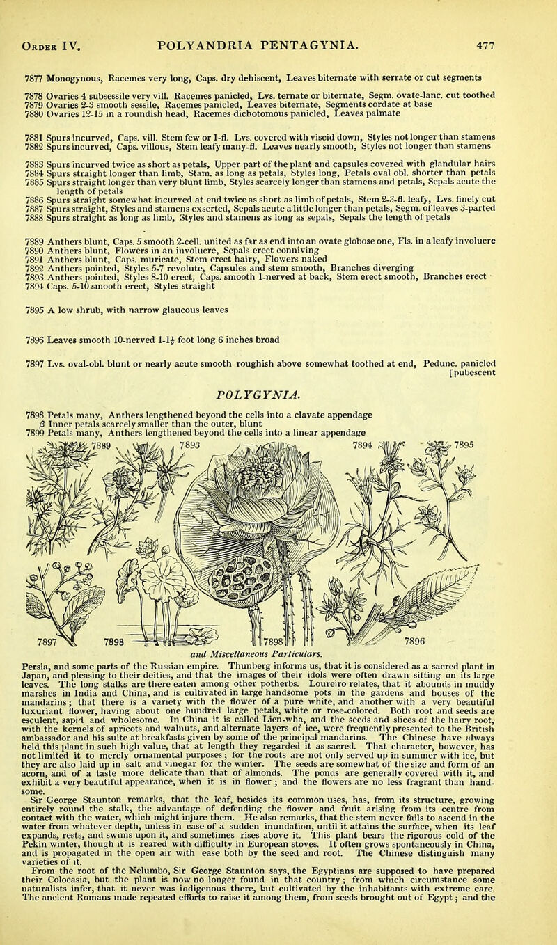 7877 Monogynous, Racemes very long, Caps, dry dehiscent, Leaves biternate with serrate or cut segments 7878 Ovaries 4 subsessile very vill. Racemes panicled, Lvs. ternate or biternate, Segm. ovate-lanc. cut toothed 7879 Ovaries 2-3 smooth sessile, Racemes panicled, Leaves biternate, Segments cordate at base 7880 Ovaries 12-15 in a roundish head, Racemes dicbotomous panicled, Leaves palmate 7881 Spurs incurved, Caps. vill. Stem few or 1-fl. Lvs. covered with viscid down, Styles not longer than stamens 7882 Spurs incurved, Caps, villous, Stem leafy many-fl. Leaves nearly smooth, Styles not longer than stamens 7883 Spurs incurved twice as short as petals, Upper part of the plant and capsules covered with glandular hairs 7884 Spurs straight longer than limb, Stam. as long as petals, Styles long, Petals oval obi. shorter than petals 7885 Spurs straight longer than very blunt limb, Styles scarcely longer than stamens and petals, Sepals acute the length of petals 7886 Spurs straight somewhat incurved at end twice as short as limb of petals, Stem 2-3-fl. leafy, Lvs. finely cut 7887 Spurs straight, Styles and stamens exserted, Sepals acute a little longer than petals, Segm. of leaves 3-parted 7888 Spurs straight as long as limb, Styles and stamens as long as sepals, Sepals the length of petals 7889 Anthers blunt, Caps. 5 smooth 2-cell. united as far as end into an ovate globose one, Fls. in a leafy involucre 7890 Anthers blunt, Flowers in an involucre, Sepals erect conniving 7891 Anthers blunt, Caps, muricate, Stem erect hairy, Flowers naked 7892 Anthers pointed, Styles 5-7 revolute. Capsules and stem smooth, Branches diverging 7893 Anthers pointed, Styles 8-10 erect. Caps, smooth 1-nerved at back, Stem erect smooth, Branches erect 7894 Caps. 5-10 smooth erect, Styles straight 7895 A low shrub, with narrow glaucous leaves 7896 Leaves smooth 10-nerved 1-1£ foot long 6 inches broad 7897 Lvs. oval-obl. blunt or nearly acute smooth roughish above somewhat toothed at end, Pedunc. panicled [pubescent POLYGYNIA. 7898 Petals many, Anthers lengthened beyond the cells into a clavate appendage (3 Inner petals scarcely smaller than the outer, blunt 7899 Petals many. Anthers lengthened beyond the cells into a linear appendage and Miscellaneous Particulars. Persia, and some parts of the Russian empire. Thunherg informs us, that it is considered as a sacred plant in Japan, and pleasing to their deities, and that the images of their idols were often drawn sitting on its large leaves. The long stalks are there eaten among other potherbs. Loureiro relates, that it abounds in muddy marshes in India and China, and is cultivated in large handsome pots in the gardens and houses of the mandarins; that there is a variety with the flower of a pure white, and another with a very beautiful luxuriant flower, having about one hundred large petals, white or rose-colored. Both root and seeds are esculent, sapid and wholesome. In China it is called Lien-wha, and the seeds and slices of the hairy root; with the kernels of apricots and walnuts, and alternate layers of ice, were frequently presented to the British ambassador and his suite at breakfasts given by some of the principal mandarins. The Chinese have always held this plant in such high value, that at length they regarded it as sacred. That character, however, has not limited it to merely ornamental purposes; for the roots are not only served up in summer with ice, but they are also laid up in salt and vinegar for the winter. The seeds are somewhat of the size and form of an acorn, and of a taste more delicate than that of almonds. The ponds are generally covered with it, and exhibit a very beautiful appearance, when it is in flower ; and the flowers are no less fragrant than hand- some. Sir George Staunton remarks, that the leaf, besides its common uses, has, from its structure, growing entirely round the stalk, the advantage of defending the flower and fruit arising from its centre from contact with the water, which might injure them. He also remarks, that the stem never fails to ascend in the water from whatever depth, unless in case of a sudden inundation, until it attains the surface, when its leaf expands, rests, and swims upon it, and sometimes rises above it. This plant bears the rigorous cold of the Pekin winter, though it is reared with difficulty in European stoves. It often grows spontaneously in China, and is propagated in the open air with ease both by the seed and root. The Chinese distinguish many varieties of it. From the root of the Nelumbo, Sir George Staunton says, the Egyptians are supposed to have prepared their Colocasia, but the plant is now no longer found in that country; from which circumstance some naturalists infer, that it never was indigenous there, but cultivated by the inhabitants with extreme care. The ancient Romans made repeated efforts to raise it among them, from seeds brought out of Egypt; and the