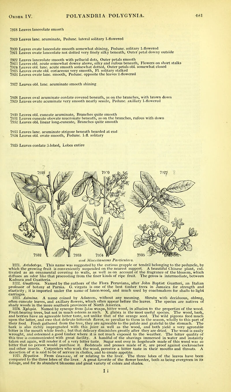 7918 Leaves lanceolate smooth 7919 Leaves lane, acuminate, Pedunc. lateral solitary 1-flowered 7920 Leaves ovate lanceolate smooth somewhat shining, Pedunc. solitary 1-flowered 7921 Leaves ovate lanceolate not dotted very finely silky beneath, Outer petal downy outside 7922 Leaves lanceolate smooth with pellucid dots, Outer petals smooth 7923 Leaves obi. acute somewhat downy above, silky and rufous beneath, Flowers on short stalks 7924 Leaves obi. lane, acute smooth somewhat dotted, Outer petals obL somewhat closed 7925 Leaves ovate obi. coriaceous very smooth, Fl. solitary stalked 7926 Leaves ovate lane, smooth, Pedunc. opposite the leaves 2-flowered 7927 Leaves obi. lane, acuminate smooth shining 7928 Leaves oval acuminate cordate covered beneath, as on the branches, with brown down 7929 Leaves ovate acuminate very smooth nearly sessile, Pedunc. axillary 1-flowered 7930 Leaves obi. cuneate acuminate, Branches quite smooth 7931 Leaves cuneate obovate mucronate beneath, as on the branches, rufous with down 7932 Leaves obi. linear long.cuneate, Branches quite smooth 7933 Leaves lane, acuminate strigose beneath bearded at end 7934 Leaves obi. ovate smooth, Pedunc. 1-fl. solitary 7933 Leaves cordate 3-lobed, Lobes entire and Miscellaneous Particulars. 1221. Artabotrys. This name was suggested by the curious grapple or tendril belonging to the peduncle, by which the growing fruit is conveniently suspended on the nearest support. A beautiful Chinese plant, cul- tivated as an ornamental covering to walls, as well as on account of the fragrance of the blossom, which diffuses an odor like that proceeding from the finer kinds of ripe fruit. The genus is intermediate, between Kadsura and Guatteria. 1222. Guatteria. Named by the authors of the Flora Peruviana, after John Baptist Guatteri, an Italian professor of botany at Parma. G. virgata is one of the best timber trees in Jamaica for strength and elasticity; it is imported under the name of lance-wood, and much used by coachmakers for shafts to light carriages. 1223. Asimina. A name coined by Adanson, without any meaning. Shrubs with deciduous, oblong, often cuneate leaves, and axillary flowers, which often appear before the leaves. The species are natives of shady woods in the more southern provinces of North America. 1224. Xylopia. Named by syncope from %uXov nfixqw, bitter wood, in allusion to the properties of the wood. Fruit-bearing trees, but not in much esteem as such. X. glabra is the most useful species. The wood, bark, and berries have an agreeable bitter taste, not unlike that of the orange seed. The wild pigeons feed much upon the latter, and owe that delicate bitterish flavor, so peculiar to them in the season, wholly to this part of their food. Fresh gathered from the tree, they are agreeable to the palate and grateful to the stomach. The bark is also richly impregnated with this juice as well as the wood, and both yield a very agreeable bitter in the mouth while fresh ; but that delicacy diminishes greatly after they are dried. The wood is easily wrought, and esteemed a good timber where it is not much exposed to the weather. The bitter quality of this tree is communicated with great facility. A handful of the shavings immersed in water and instantly taken out again, will render it of a very bitter taste. Sugar sent over in hogsheads made of this wood was so bitter that no person would purchase it. Bedsteads and presses made of it, are proof against cockroaches and other insects. Carpenters who work the wood, perceive a bitter taste in their mouths and throats. A decoction of it is said to be of service in cholics, and to create appetite. 1225 Hepatica. From uVktizo?, of or relating to the liver. The three lobes of the leaves have been compared to the three lobes of the liver. A great favorite of the flower border, both as being evergreen in its foliage, and for its abundant blossoms and great variety of colors and shades.