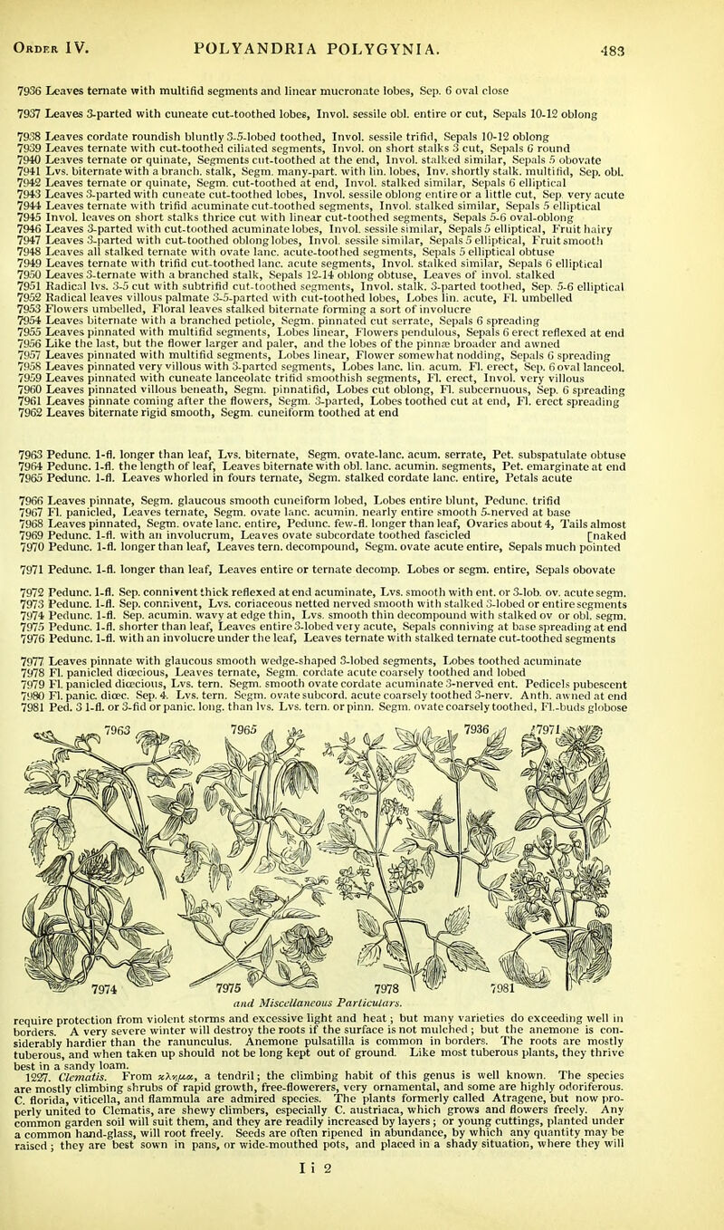 7936 Leaves ternate with multifid segments and linear mucronate lobes, Sep. 6 oval close 7937 Leaves 3-parted with cuneate cut-toothed lobes, Invol. sessile obi. entire or cut, Sepals 10-12 oblong 7938 Leaves cordate roundish bluntly 3-5-Iobed toothed, Invol. sessile trifid, Sepals 10-12 oblong 7939 Leaves ternate with cut-toothed ciliated segments, Invol. on short stalks 3 cut, Sepals C round 7940 Leaves ternate or quinate, Segments cut-toothed at the end, Invol. stalked similar, Sepals 5 obovate 7941 Lvs. biternate with a branch, stalk, Segm. many-part, with lin. lobes, Inv. shortly stalk, multifid, Sep. obi. 7942 Leaves ternate or quinate, Segm. cut-toothed at end, Invol. stalked similar, Sepals 6 elliptical 7943 Leaves 3-parted with cuneate cut-toothed lobes, Invol. sessile oblong entire or a little cut, Sep very acute 7944 Leaves ternate with trifid acuminate cut-toothed segments, Invol. stalked similar, Sepals 5 elliptical 7945 Invol. leaves on short stalks thrice cut with linear cut-toothed segments, Sepals 5-6 oval-oblong 7946 Leaves 3-parted with cut-toothed acuminate lobes, Invol. sessile similar, Sepals 5 elliptical, Fruit hairy 7947 Leaves 3-parted with cut-toothed oblong lobes, Invol. sessile similar, Sepals 5 elliptical, Fruitsmooth 7948 Leaves all stalked ternate with ovate lane, acute-toothed segments, Sepals 5 elliptical obtuse 7949 Leaves ternate with trifid cut-toothed lane, acute segments, Invol. stalked similar, Sepals 6 elliptical 79.50 Leaves 3-ternate with a branched stalk, Sepals 12-14 oblong obtuse, Leaves of invol. stalked 7951 Radical lvs. 3-5 cut with subtrifid cut-toothed segments, Invol. stalk. 3-parted toothed, Sep. 5-6 elliptical 7952 Radical leaves villous palmate 3-5-parted with cut-toothed lobes, Lobes lin. acute, Fl. umbelled 7953 Flowers umbelled, Floral leaves stalked biternate forming a sort of involucre 7954 Leaves biternate with a branched petiole, Segm. pinnated cut serrate, Sepals 6 spreading 7955 Leaves pinnated with multifid segments, Lobes linear, Flowers pendulous, Sepals 6 erect reflexed at end 7956 Like the last, but the flower larger and paler, and the lobes of the pinnaj broader and awned 7957 Leaves pinnated with multifid segments, Lobes linear, Flower somewhat nodding, Sepals 6 spreading 7H58 Leaves pinnated very villous with 3-parted segments, Lobes lane. lin. acum. Fl. erect, Sep. 6 oval lanceol. 7959 Leaves pinnated with cuneate lanceolate trifid smoothish segments, Fl. erect, Invol. very villous 7960 Leaves pinnated villous beneath, Segm. pinnatifid, Lobes cut oblong, Fl. subcernuous, Sep. 6 spreading 7961 Leaves pinnate coming after the flowers, Segm. 3-parted, Lobes toothed cut at end, Fl. erect spreading 7962 Leaves biternate rigid smooth, Segm. cuneiform toothed at end 7963 Pedunc. 1-fl. longer than leaf, Lvs. biternate, Segm. ovate-lane. acum. serrate, Pet. subspatulate obtuse 7964 Pedunc. 1-fl. the length of leaf, Leaves biternate with obi. lane, acumin. segments, Pet. emarginateat end 7965 Pedunc. 1-fl. Leaves whorled in fours ternate, Segm. stalked cordate lane, entire, Petals acute 7966 Leaves pinnate, Segm. glaucous smooth cuneiform lobed, Lobes entire blunt, Pedunc. trifid 7967 Fl. panicled, Leaves ternate, Segm. ovate lane, acumin. nearly entire smooth 5-nerved at base 7968 Leaves pinnated, Segm. ovate lane, entire, Pedunc. few-fl. longer than leaf, Ovaries about 4, Tails almost 7969 Pedunc. 1-fl. with an involucrum, Leaves ovate subcordate toothed fascicled [naked 7970 Pedunc. 1-fl. longer than leaf, Leaves tern, decompound, Segm. ovate acute entire, Sepals much pointed 7971 Pedunc. 1-fl. longer than leaf, Leaves entire or ternate decomp. Lobes or segm. entire, Sepals obovate 7972 Pedunc. 1-fl. Sep. connivent thick reflexed at end acuminate, Lvs. smooth with ent. or 3-lob. ov. acute segm. 7973 Pedunc. 1-fl. Sep. connivent, Lvs. coriaceous netted nerved smooth with stalked 3-lobed or entire segments 7974 Pedunc. 1-fl. Sep. acumin. wavy at edge thin, Lvs. smooth thin decompound with stalked ov or obi. segm. 7975 Pedunc. 1-fl. shorter than leaf, Leaves entire 3-lobed very acute, Sepals conniving at base spreading at end 7976 Pedunc. 1-fl. with an involucre under the leaf, Leaves ternate with stalked ternate cut-toothed segments 7977 Leaves pinnate with glaucous smooth wedge-shaped 3-lobed segments, Lobes toothed acuminate 7978 Fl. panicled dioecious, Leaves ternate, Segm. cordate acute coarsely toothed and lobed 7979 Fl panicled dioecious, Lvs. tern. Segm. smooth ovate cordate acuminate 3-nerved ent. Pedicels pubescent 7980 Fl. panic, dicec. Sep. 4. Lvs. tern. Segm. ovate subcord. acute coarsely toothed 3-nerv. Anth. awned at end 7981 Ped. 3 1-fl. or 3-fid or panic. long, than lvs. Lvs. tern, or pinn. Segm. ovate coarsely toothed, Fl.-buds globose and Miscellaneous Particulars. require protection from violent storms and excessive light and heat; but many varieties do exceeding well in borders. A very severe winter will destroy the roots if the surface is not mulched ; but the anemone is con- siderably hardier than the ranunculus. Anemone Pulsatilla is common in borders. The roots are mostly tuberous, and when taken up should not be long kept out of ground. Like most tuberous plants, they thrive best in a sandy loam. 1227. Clematis. From xXr,/x,x, a tendril; the climbing habit of this genus is well known. The species are mostly climbing shrubs of rapid growth, free-flowerers, very ornamental, and some are highly odoriferous. C. florida, viticella, and flammula are admired species. The plants formerly called Atragene, but now pro- perly united to Clematis, are shewy climbers, especially C. austriaca, which grows and flowers freely. Any common garden soil will suit them, and they are readily increased by layers; or young cuttings, planted under a common hand-glass, will root freely. Seeds are often ripened in abundance, by which any quantity may be raised ; they are best sown in pans, or wide-mouthed pots, and placed in a shady situation, where they will