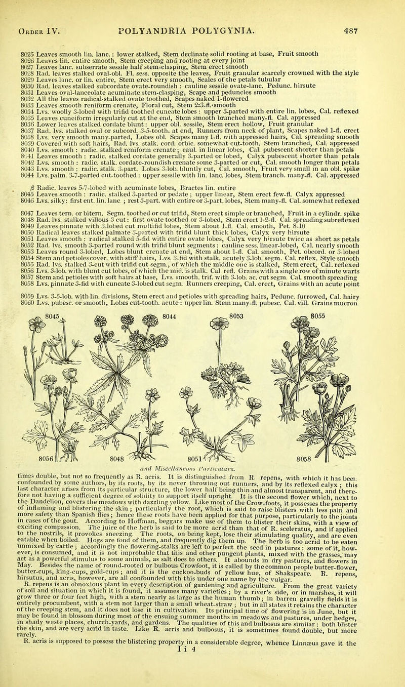 8025 Leaves smooth lin. lane.: lower stalked, Stem declinate solid rooting at base, Fruit smooth 802S Leaves lin. entire smooth, Stem creeping and rooting at every joint 8027 Leaves lane, subserrate sessile half stem-clasping, Stem erect smooth 80^8 Kad. leaves stalked oval-obl. Fl. sess. opposite the leaves, Fruit granular scarcely crowned with the style 8029 Leaves lane, or lin. entire, Stem erect very smooth, Scales of the petals tubular 8030 Kad. leaves stalked subcordate ovate-roundish : cauline sessile ovate-lanc. Pedunc. hirsute 8031 Leaves oval-lanceolate acuminate stem-clasping, Scape and peduncles smooth 8032 All the leaves radical.stalked ovate toothed, Scapes naked 1-flowered 8033 Leaves smooth reniform crenate, Floral cut, Stem 2;3-fl.'Smooth 8034 Lvs. woolly 3-lobed with trifid toothed cuneate lobes : upper 3-parted with entire lin. lobes, Cal. reflexed 8035 Leaves cuneiform irregularly cut at the end, Stem smooth branched many-fl. Cal. appressed 8036 Lower leaves stalked cordate blunt: upper obi. sessile, Stem erect hollow. Fruit granular 8037 Had. lvs. stalked oval or subcord. 3-5-tooth. at end, Runners from neck of plant, Scapes naked 1-fl. erect 8038 Lvs. very smooth many-parted, Lobes obi. Scapes many 1-fl. with appressed hairs, Cal. spreading smooth 8039 Covered with soft hairs, Rad. lvs. stalk, cord, orbic. somewhat cut-tooth. Stem branched, Cal. appressed 8040 Lvs. smooth : radic. stalked reniform crenate; caul, in linear lobes, Cal. pubescent shorter than petals 8041 Leaves smooth : radic. stalked cordate generally 3-parted or lobed, Calyx pubescent shorter than petals 8042 Lvs. smooth : radic. stalk, cordate-roundish crenate some 3-parted or cut, Cal. smooth longer than petals 8043 Lvs. smooth : radic. stalk. 3-part. Lobes 3-lob. bluntly cut, Cal. smooth, Fruit very small in an obi. spike 8044 Lvs. palm. 3-7-parted cut-toothed : upper sessile with lin. lane, lobes, Stem branch, many-fl. Cal. appressed $ Radic. leaves 5-7-lobed with acuminate lobes, Bractes lin. entire 8045 Leaves smooth : radic. stalked 3-parted or pedate ; upper linear, Stem erect few-fl. Calyx appressed 8046 Lvs. silky: first ent. lin. lane ; rest 3-part. with entire or 3-part. lobes. Stem many-fl. Cal. somewhat reflexed 8047 Leaves tern, or bitern. Segm. toothed or cut trifid, Stem erect simple or branched, Fruit in a cylindr. spike 8048 Rad. lvs. stalked villous 3 cut: first ovate toothed or 3-lobed, Stem erect 1-2-fl. Cal. spreading subreflexed 8049 Leaves pinnate with 3-lobed cut multifid lobes, Stem about 1-fl. Cal. smooth, Pet. 8-10 8050 Radical leaves stalked palmate 3-parted with trifid blunt thick lobes, Calyx very hirsute 8051 Leaves smooth : radical stalked 5-fid with entire ovate lobes, Calyx very hirsute twice as short as petals 8052 Rad. lvs. smooth 3-parted round with trifid blunt segments: cauline sess. linear-lobed, Cal. nearly smooth 8053 Leaves round 3-lobed, Lobes blunt crenate at end, Stem about 1-fl. Cal. smooth, Pet. obcord. or 3-lobed 8054 Stem and petioles cover, with stiff hairs, Lvs. 3-fid with stalk, acutely 3-lob. segm. Cal. reflex. Style smooth 8055 Rad. lvs. stalked 3-cut with trifid cut segm., of which the middle one is stalked, Stem erect, Cal. reflexed 8056 Lvs. 3-lob. with blunt cut lobes, of which the mid. is stalk. Cal refl. Grains with a single row of minute warts 8057 Stem and petioles with soft hairs at base, Lvs. smooth, trif. with 3-lob. ac. cut segm. Cal. smooth spreading 8058 Lvs. pinnate 3-fid with cuneate 3-lobed cut segm. Kunners creeping, Cal. erect, Grains with an acute point 8059 Lvs. 3-5-lob. with lin. divisions, Stem erect and petioles with spreading hairs, Pedunc. furrowed, Cal. hairy 8060 Lvs. pubesc. or smooth, Lobes cut-tooth, acute: upper lin. Stem many-fl. pubesc. Cal.vill. Grains mucron. and Miscellaneous Particulars. times double, but not so frequently as R. acris. It is distinguished from R. repens, with which it has beei confounded by some authors, by its roots, by its never throwing out runners, and by its reflexed calyx • this last character arises from its particular structure, the lower half being thin and almost transparent, and there- fore not haying a sufficient degree of solidity to support itself upright. It is the second flower which, next to the Dandelion, covers the meadows with dazzling yellow. Like most of the Crow-foots, it possesses the property of inflaming and blistering the skin ; particularly the root, which is said to raise blisters with less pain and more safety than Spanish flies; hence these roots have been applied for that purpose, particularly to the joints in cases of the gout. According to Hoffman, beggars make use of them to blister their skins, with a view of exciting compassion. The juice of the herb is said to be more acrid than that of R. sceleratus, and if applied to the nostrils, it provokes sneezing. The roots, on being kept, lose their stimulating quality, and are even eatable when boiled. Hogs are fond of them, and frequently dig them up. The herb is too acrid to be eaten unmixed by cattle; accordingly the flowering-stalks are left to perfect the seed in pastures: some of it how- ever, is consumed, and it is not improbable that this and other pungent plants, mixed with the grasses may act as a powerful stimulus to some animals, as salt does to others. It abounds in dry pastures, and flowers in May. Besides the name of round-rooted or bulbous Crowfoot, it is called by the common people butter-flower butter-cups, king-cups, gold-cups; and it is the cuckoo-buds of yellow hue, of Shakspeare. R. repens' hirsutus, and acris, however, are all confounded with this under one name by the vulgar. ' ' R. repens is an obnoxious plant in every description of gardening and agriculture. From the great varietv of soil and situation in which it is found, it assumes many varieties ; by a river's side, or in marshes it will grow three or four feet high, with a stem nearly as large as the human thumb; in barren gravelly fields it is entirely procumbent, with a stem not larger than a small wheat-straw; but in all states it retains the character of the creeping stem, and it does not lose it in cultivation. Its principal time of flowering is in June but it may be found in blossom during most of the ensuing summer months in meadows and pastures under'hedges in shady waste places, church-yards, and gardens. The qualities of this and bulbosus are similar • both blister the skin, and are very acrid in taste. Like R. acris and bulbosus, it is sometimes found double, but more rarely. R. acris is supposed to possess the blistering property in a considerable degree, whence Linmeus gave it the I i 4